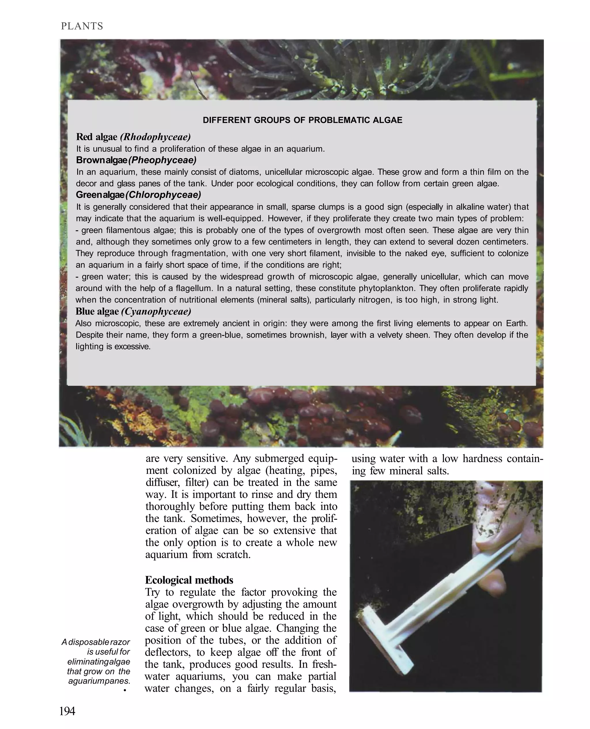 PLANTS




                                        DIFFERENT GROUPS OF PROBLEMATIC ALGAE
      Red algae (Rhodophyceae)
      It is unusual to find a proliferation of these algae in an aquarium.
      Brown algae (Pheophyceae)
      In an aquarium, these mainly consist of diatoms, unicellular microscopic algae. These grow and form a thin film on the
      decor and glass panes of the tank. Under poor ecological conditions, they can follow from certain green algae.
      Green algae (Chlorophyceae)
    It is generally considered that their appearance in small, sparse clumps is a good sign (especially in alkaline water) that
    may indicate that the aquarium is well-equipped. However, if they proliferate they create two main types of problem:
    - green filamentous algae; this is probably one of the types of overgrowth most often seen. These algae are very thin
    and, although they sometimes only grow to a few centimeters in length, they can extend to several dozen centimeters.
    They reproduce through fragmentation, with one very short filament, invisible to the naked eye, sufficient to colonize
    an aquarium in a fairly short space of time, if the conditions are right;
    - green water; this is caused by the widespread growth of microscopic algae, generally unicellular, which can move
    around with the help of a flagellum. In a natural setting, these constitute phytoplankton. They often proliferate rapidly
    when the concentration of nutritional elements (mineral salts), particularly nitrogen, is too high, in strong light.
    Blue algae (Cyanophyceae)
    Also microscopic, these are extremely ancient in origin: they were among the first living elements to appear on Earth.
    Despite their name, they form a green-blue, sometimes brownish, layer with a velvety sheen. They often develop if the
    lighting is excessive.




                        are very sensitive. Any submerged equip-              using water with a low hardness contain-
                        ment colonized by algae (heating, pipes,              ing few mineral salts.
                        diffuser, filter) can be treated in the same
                        way. It is important to rinse and dry them
                        thoroughly before putting them back into
                        the tank. Sometimes, however, the prolif-
                        eration of algae can be so extensive that
                        the only option is to create a whole new
                        aquarium from scratch.

                        Ecological methods
                        Try to regulate the factor provoking the
                        algae overgrowth by adjusting the amount
                        of light, which should be reduced in the
                        case of green or blue algae. Changing the
A disposable razor      position of the tubes, or the addition of
       is useful for    deflectors, to keep algae off the front of
 eliminating algae      the tank, produces good results. In fresh-
 that grow on the
  aguarium panes.       water aquariums, you can make partial
                  •     water changes, on a fairly regular basis,

194
 