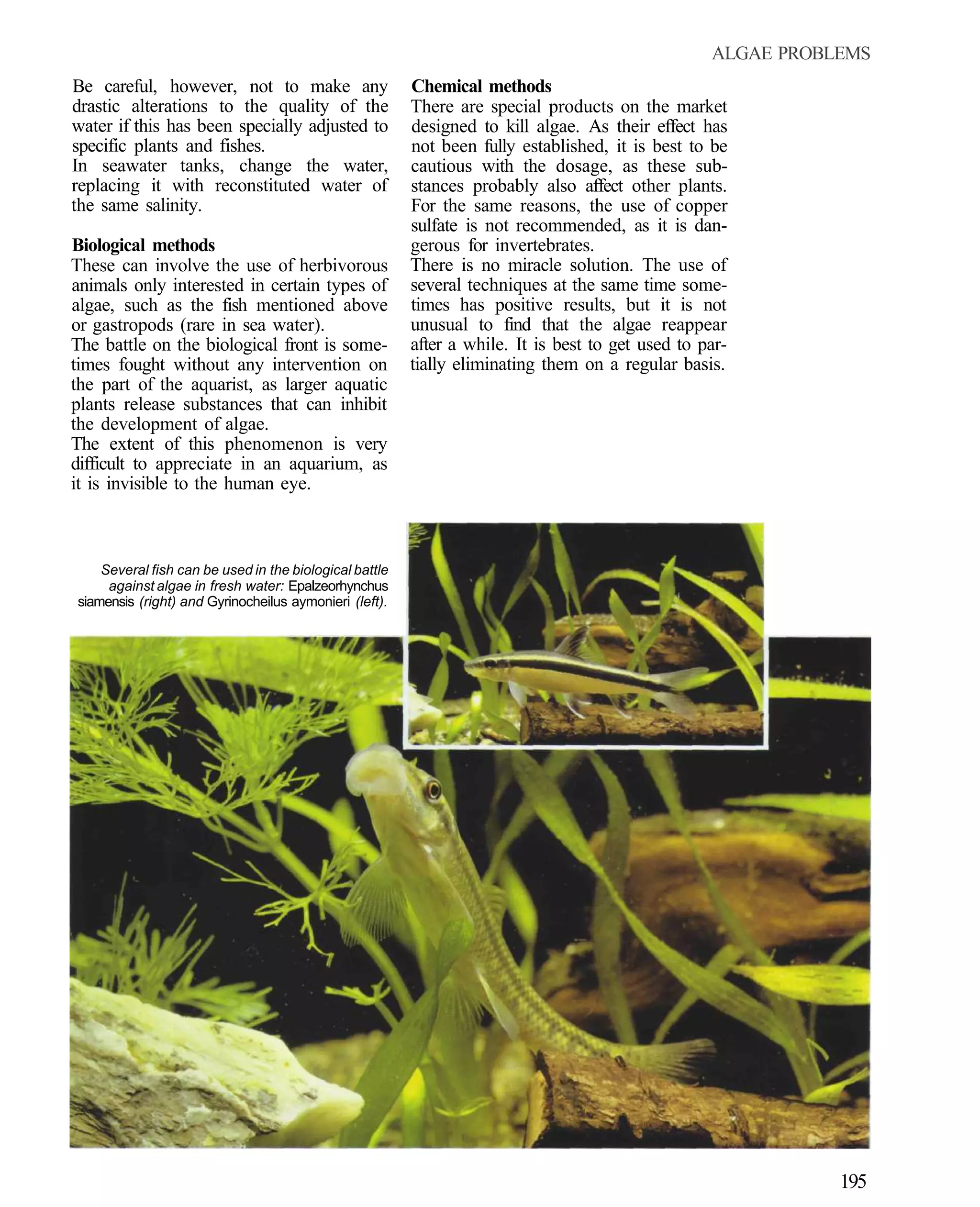ALGAE PROBLEMS
Be careful, however, not to make any                    Chemical methods
drastic alterations to the quality of the               There are special products on the market
water if this has been specially adjusted to            designed to kill algae. As their effect has
specific plants and fishes.                             not been fully established, it is best to be
In seawater tanks, change the water,                    cautious with the dosage, as these sub-
replacing it with reconstituted water of                stances probably also affect other plants.
the same salinity.                                      For the same reasons, the use of copper
                                                        sulfate is not recommended, as it is dan-
Biological methods                                      gerous for invertebrates.
These can involve the use of herbivorous                There is no miracle solution. The use of
animals only interested in certain types of             several techniques at the same time some-
algae, such as the fish mentioned above                 times has positive results, but it is not
or gastropods (rare in sea water).                      unusual to find that the algae reappear
The battle on the biological front is some-             after a while. It is best to get used to par-
times fought without any intervention on                tially eliminating them on a regular basis.
the part of the aquarist, as larger aquatic
plants release substances that can inhibit
the development of algae.
The extent of this phenomenon is very
difficult to appreciate in an aquarium, as
it is invisible to the human eye.



    Several fish can be used in the biological battle
     against algae in fresh water: Epalzeorhynchus
siamensis (right) and Gyrinocheilus aymonieri (left).




                                                                                                             195
 