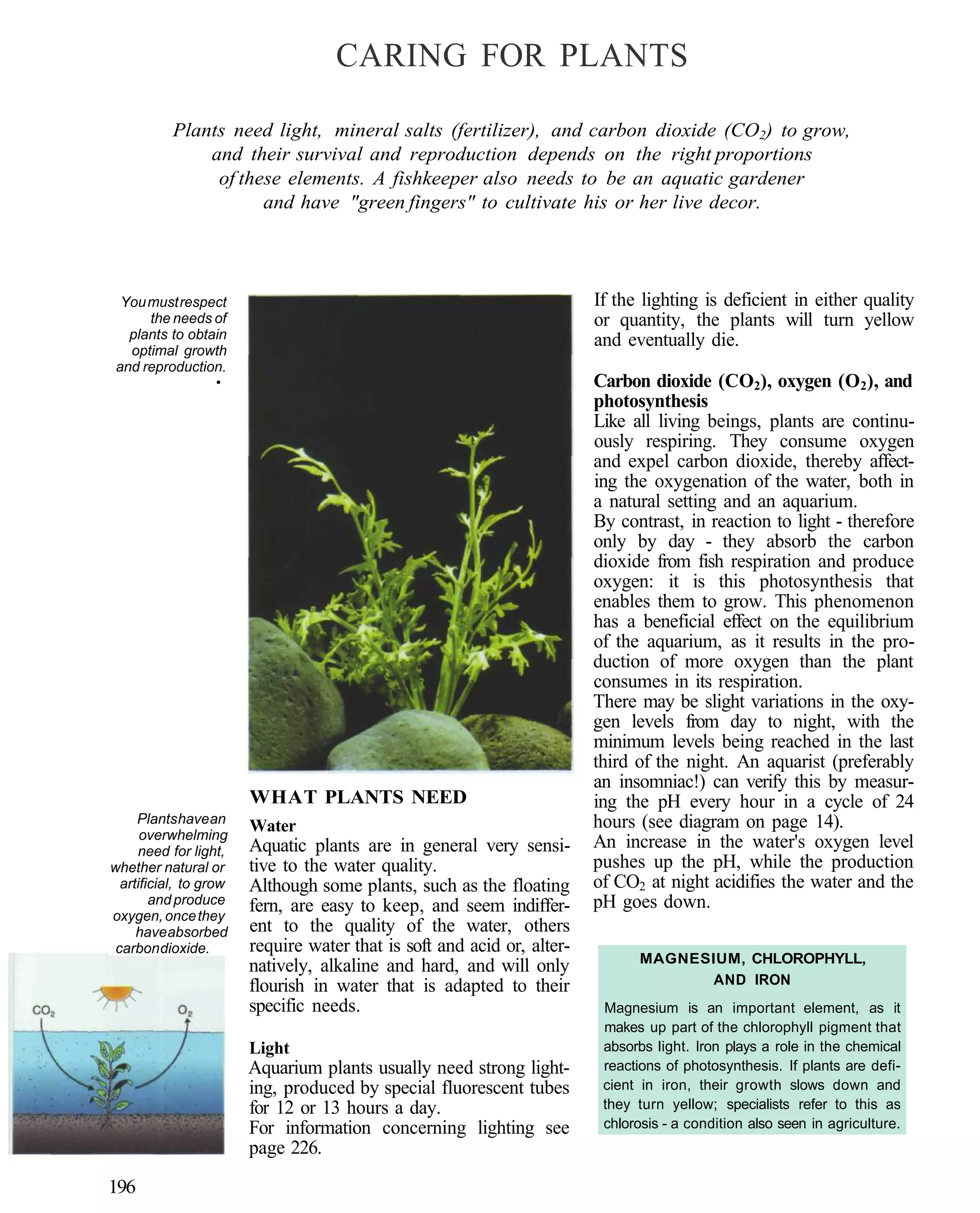 CARING FOR PLANTS

           Plants need light, mineral salts (fertilizer), and carbon dioxide (CO2) to grow,
               and their survival and reproduction depends on the right proportions
                of these elements. A fishkeeper also needs to be an aquatic gardener
                      and have "green fingers" to cultivate his or her live decor.




  You must respect                                                       If the lighting is deficient in either quality
      the needs of                                                       or quantity, the plants will turn yellow
   plants to obtain                                                      and eventually die.
   optimal growth
 and reproduction.
                 •                                                       Carbon dioxide (CO2), oxygen (O2), and
                                                                         photosynthesis
                                                                         Like all living beings, plants are continu-
                                                                         ously respiring. They consume oxygen
                                                                         and expel carbon dioxide, thereby affect-
                                                                         ing the oxygenation of the water, both in
                                                                         a natural setting and an aquarium.
                                                                         By contrast, in reaction to light - therefore
                                                                         only by day - they absorb the carbon
                                                                         dioxide from fish respiration and produce
                                                                         oxygen: it is this photosynthesis that
                                                                         enables them to grow. This phenomenon
                                                                         has a beneficial effect on the equilibrium
                                                                         of the aquarium, as it results in the pro-
                                                                         duction of more oxygen than the plant
                                                                         consumes in its respiration.
                                                                         There may be slight variations in the oxy-
                                                                         gen levels from day to night, with the
                                                                         minimum levels being reached in the last
                                                                         third of the night. An aquarist (preferably
                                                                         an insomniac!) can verify this by measur-
                        WHAT PLANTS NEED                                 ing the pH every hour in a cycle of 24
     Plants have an                                                      hours (see diagram on page 14).
      overwhelming
                        Water
     need for light,    Aquatic plants are in general very sensi-        An increase in the water's oxygen level
whether natural or      tive to the water quality.                       pushes up the pH, while the production
  artificial, to grow   Although some plants, such as the floating       of CO2 at night acidifies the water and the
        and produce     fern, are easy to keep, and seem indiffer-       pH goes down.
oxygen, once they
     have absorbed      ent to the quality of the water, others
 carbon dioxide.        require water that is soft and acid or, alter-
                                                                                MAGNESIUM, CHLOROPHYLL,
                        natively, alkaline and hard, and will only
                        flourish in water that is adapted to their                     AND IRON
                        specific needs.                                   Magnesium is an important element, as it
                                                                          makes up part of the chlorophyll pigment that
                        Light                                             absorbs light. Iron plays a role in the chemical
                        Aquarium plants usually need strong light-        reactions of photosynthesis. If plants are defi-
                        ing, produced by special fluorescent tubes        cient in iron, their growth slows down and
                        for 12 or 13 hours a day.                         they turn yellow; specialists refer to this as
                        For information concerning lighting see           chlorosis - a condition also seen in agriculture.
                        page 226.

196
 