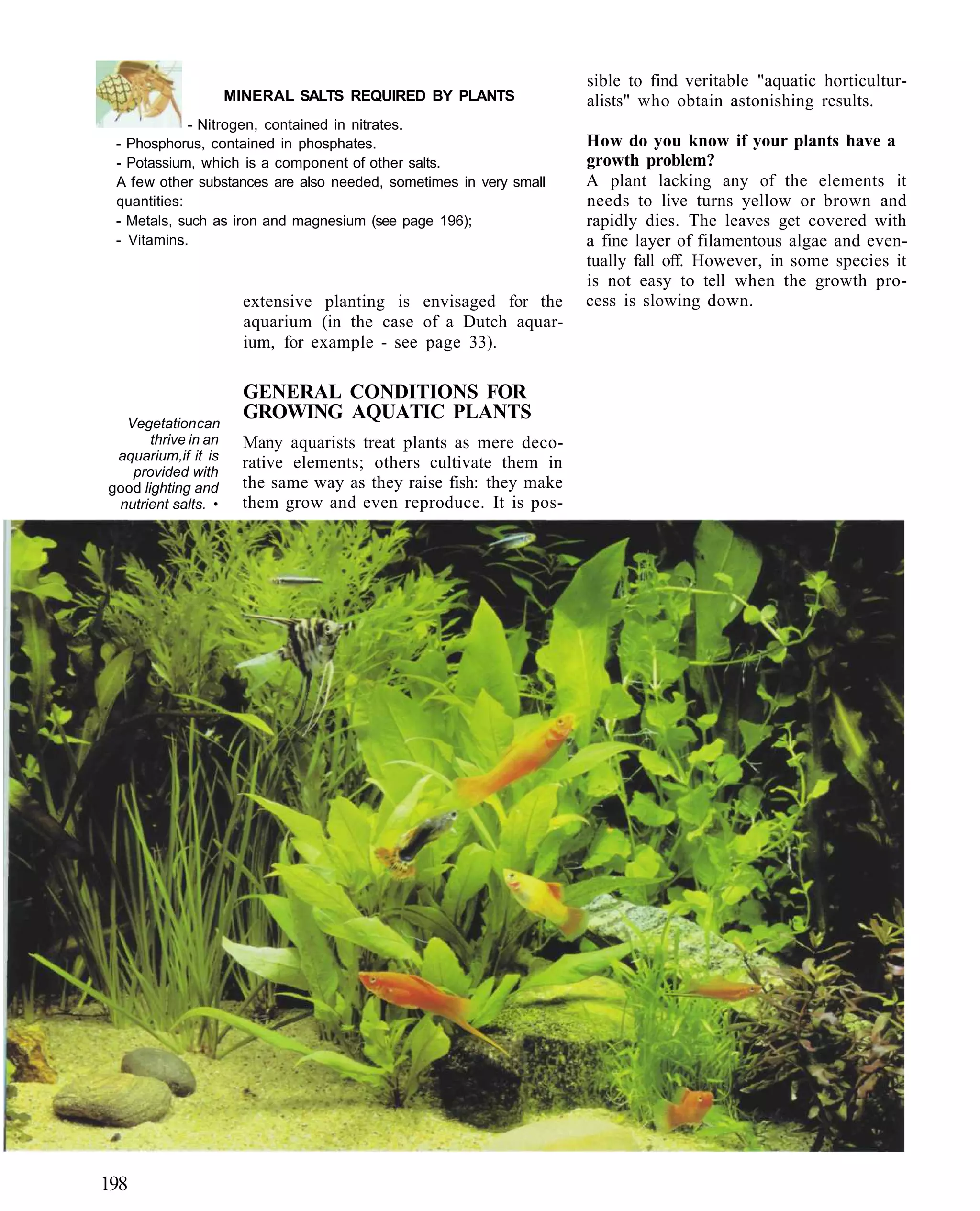 sible to find veritable "aquatic horticultur-
                      MINERAL SALTS REQUIRED BY PLANTS               alists" who obtain astonishing results.
             - Nitrogen, contained in nitrates.
 - Phosphorus, contained in phosphates.                              How do you know if your plants have a
 - Potassium, which is a component of other salts.                   growth problem?
 A few other substances are also needed, sometimes in very small     A plant lacking any of the elements it
 quantities:                                                         needs to live turns yellow or brown and
 - Metals, such as iron and magnesium (see page 196);                rapidly dies. The leaves get covered with
 - Vitamins.                                                         a fine layer of filamentous algae and even-
                                                                     tually fall off. However, in some species it
                                                                     is not easy to tell when the growth pro-
                        extensive planting is envisaged for the      cess is slowing down.
                        aquarium (in the case of a Dutch aquar-
                        ium, for example - see page 33).

                        GENERAL CONDITIONS FOR
  Vegetation can
                        GROWING AQUATIC PLANTS
       thrive in an     Many aquarists treat plants as mere deco-
 aquarium,if it is
                        rative elements; others cultivate them in
   provided with
good lighting and       the same way as they raise fish: they make
 nutrient salts. •      them grow and even reproduce. It is pos-




198
 