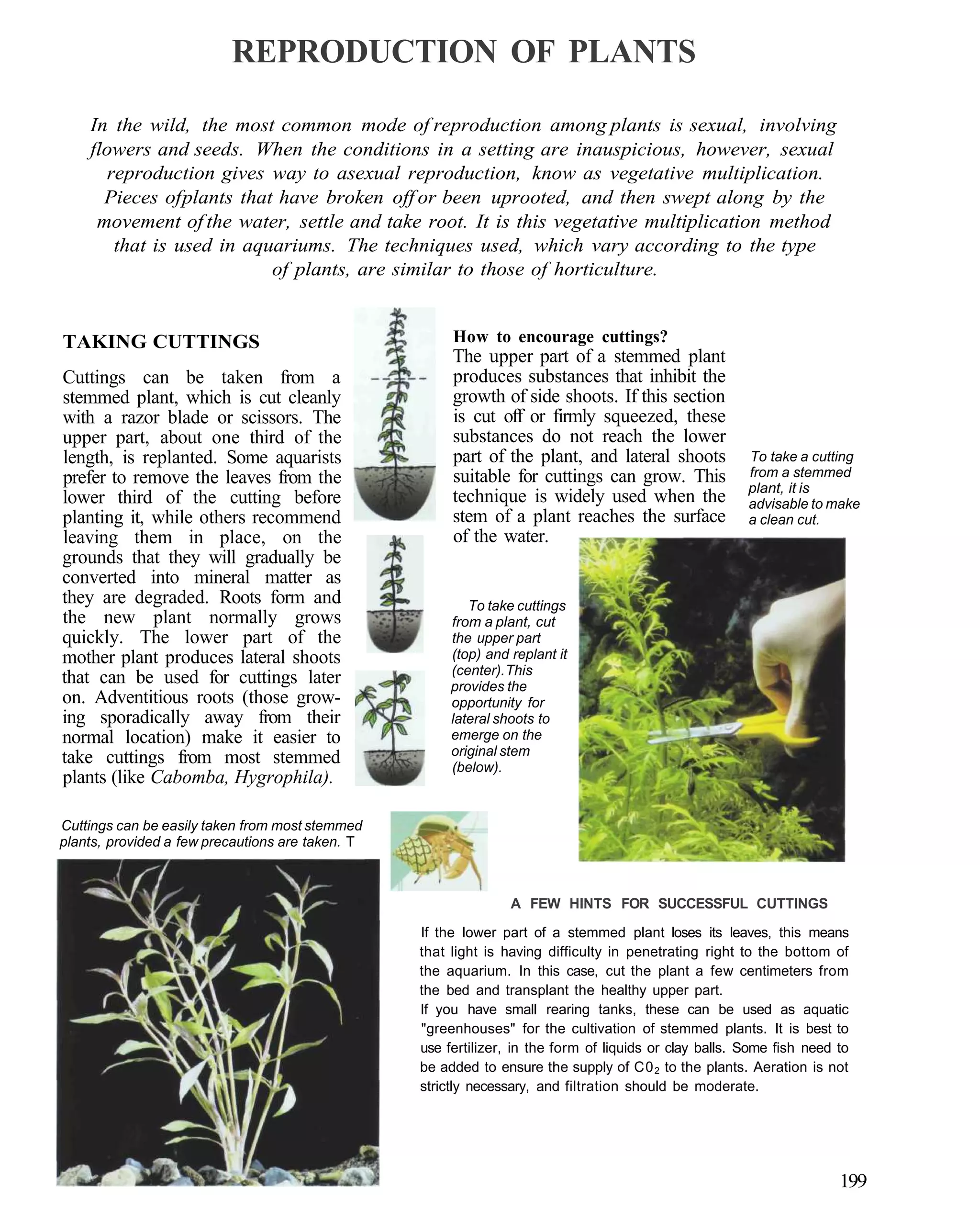 REPRODUCTION OF PLANTS

    In the wild, the most common mode of reproduction among plants is sexual, involving
    flowers and seeds. When the conditions in a setting are inauspicious, however, sexual
      reproduction gives way to asexual reproduction, know as vegetative multiplication.
      Pieces of plants that have broken off or been uprooted, and then swept along by the
     movement of the water, settle and take root. It is this vegetative multiplication method
       that is used in aquariums. The techniques used, which vary according to the type
                           of plants, are similar to those of horticulture.


TAKING CUTTINGS                                        How to encourage cuttings?
                                                       The upper part of a stemmed plant
Cuttings can be taken from a                           produces substances that inhibit the
stemmed plant, which is cut cleanly                    growth of side shoots. If this section
with a razor blade or scissors. The                    is cut off or firmly squeezed, these
upper part, about one third of the                     substances do not reach the lower
length, is replanted. Some aquarists                   part of the plant, and lateral shoots            To take a cutting
prefer to remove the leaves from the                   suitable for cuttings can grow. This             from a stemmed
                                                                                                        plant, it is
lower third of the cutting before                      technique is widely used when the                advisable to make
planting it, while others recommend                    stem of a plant reaches the surface              a clean cut.
leaving them in place, on the                          of the water.
grounds that they will gradually be
converted into mineral matter as
they are degraded. Roots form and                         To take cuttings
the new plant normally grows                           from a plant, cut
quickly. The lower part of the                         the upper part
mother plant produces lateral shoots                   (top) and replant it
                                                       (center). This
that can be used for cuttings later                    provides the
on. Adventitious roots (those grow-                    opportunity for
ing sporadically away from their                       lateral shoots to
normal location) make it easier to                     emerge on the
                                                       original stem
take cuttings from most stemmed                        (below).
plants (like Cabomba, Hygrophila).

Cuttings can be easily taken from most stemmed
plants, provided a few precautions are taken. T



                                                                 A FEW HINTS FOR SUCCESSFUL CUTTINGS

                                                  If the lower part of a stemmed plant loses its leaves, this means
                                                  that light is having difficulty in penetrating right to the bottom of
                                                  the aquarium. In this case, cut the plant a few centimeters from
                                                  the bed and transplant the healthy upper part.
                                                  If you have small rearing tanks, these can be used as aquatic
                                                  "greenhouses" for the cultivation of stemmed plants. It is best to
                                                  use fertilizer, in the form of liquids or clay balls. Some fish need to
                                                  be added to ensure the supply of C0 2 to the plants. Aeration is not
                                                  strictly necessary, and filtration should be moderate.




                                                                                                                       199
 