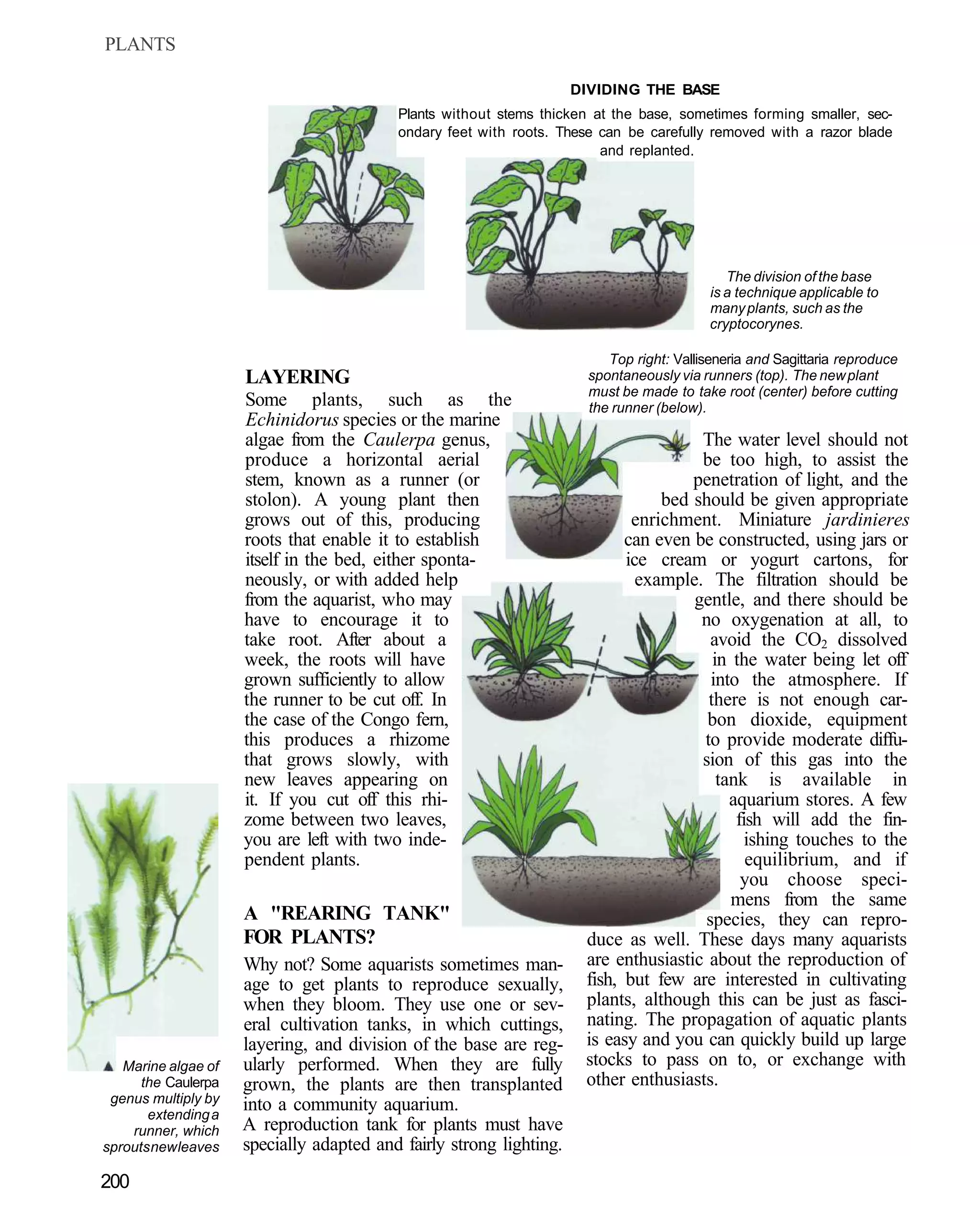 PLANTS

                                                                     DIVIDING THE BASE
                                          Plants without stems thicken at the base, sometimes forming smaller, sec-
                                          ondary feet with roots. These can be carefully removed with a razor blade
                                                                        and replanted.




                                                                                              The division of the base
                                                                                           is a technique applicable to
                                                                                           many plants, such as the
                                                                                           cryptocorynes.

                                                                          Top right: Valliseneria and Sagittaria reproduce
                     LAYERING                                          spontaneously via runners (top). The new plant
                                                                       must be made to take root (center) before cutting
                     Some plants, such as the                          the runner (below).
                     Echinidorus species or the marine
                     algae from the Caulerpa genus,                                   The water level should not
                     produce a horizontal aerial                                      be too high, to assist the
                     stem, known as a runner (or                                     penetration of light, and the
                     stolon). A young plant then                                 bed should be given appropriate
                     grows out of this, producing                            enrichment. Miniature jardinieres
                     roots that enable it to establish                      can even be constructed, using jars or
                     itself in the bed, either sponta-                      ice cream or yogurt cartons, for
                     neously, or with added help                              example. The filtration should be
                     from the aquarist, who may                                      gentle, and there should be
                     have to encourage it to                                          no oxygenation at all, to
                     take root. After about a                                           avoid the CO2 dissolved
                     week, the roots will have                                          in the water being let off
                     grown sufficiently to allow                                        into the atmosphere. If
                     the runner to be cut off. In                                      there is not enough car-
                     the case of the Congo fern,                                       bon dioxide, equipment
                     this produces a rhizome                                          to provide moderate diffu-
                     that grows slowly, with                                          sion of this gas into the
                     new leaves appearing on                                             tank is available in
                     it. If you cut off this rhi-                                          aquarium stores. A few
                     zome between two leaves,                                               fish will add the fin-
                     you are left with two inde-                                              ishing touches to the
                     pendent plants.                                                          equilibrium, and if
                                                                                             you choose speci-
                                                                                           mens from the same
                     A "REARING TANK"                                                  species, they can repro-
                     FOR PLANTS?                                      duce as well. These days many aquarists
                     Why not? Some aquarists sometimes man-           are enthusiastic about the reproduction of
                     age to get plants to reproduce sexually,         fish, but few are interested in cultivating
                     when they bloom. They use one or sev-            plants, although this can be just as fasci-
                     eral cultivation tanks, in which cuttings,       nating. The propagation of aquatic plants
                     layering, and division of the base are reg-      is easy and you can quickly build up large
   Marine algae of   ularly performed. When they are fully            stocks to pass on to, or exchange with
      the Caulerpa   grown, the plants are then transplanted          other enthusiasts.
 genus multiply by   into a community aquarium.
       extending a
    runner, which    A reproduction tank for plants must have
sprouts new leaves   specially adapted and fairly strong lighting.
200
 