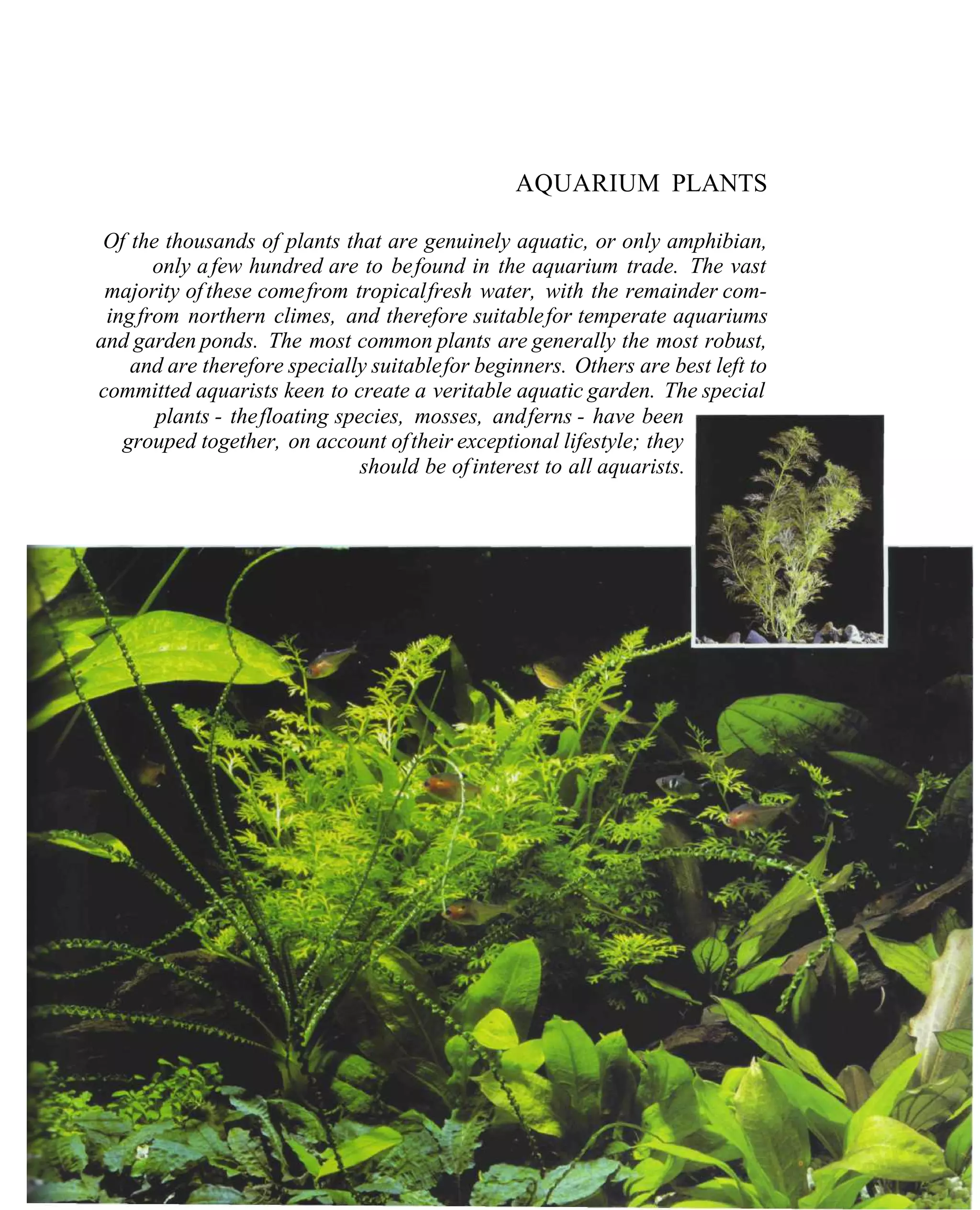 AQUARIUM PLANTS

 Of the thousands of plants that are genuinely aquatic, or only amphibian,
       only a few hundred are to be found in the aquarium trade. The vast
 majority of these come from tropical fresh water, with the remainder com-
 ing from northern climes, and therefore suitable for temperate aquariums
and garden ponds. The most common plants are generally the most robust,
    and are therefore specially suitable for beginners. Others are best left to
committed aquarists keen to create a veritable aquatic garden. The special
       plants - the floating species, mosses, and ferns - have been
   grouped together, on account of their exceptional lifestyle; they
                                should be of interest to all aquarists.
 