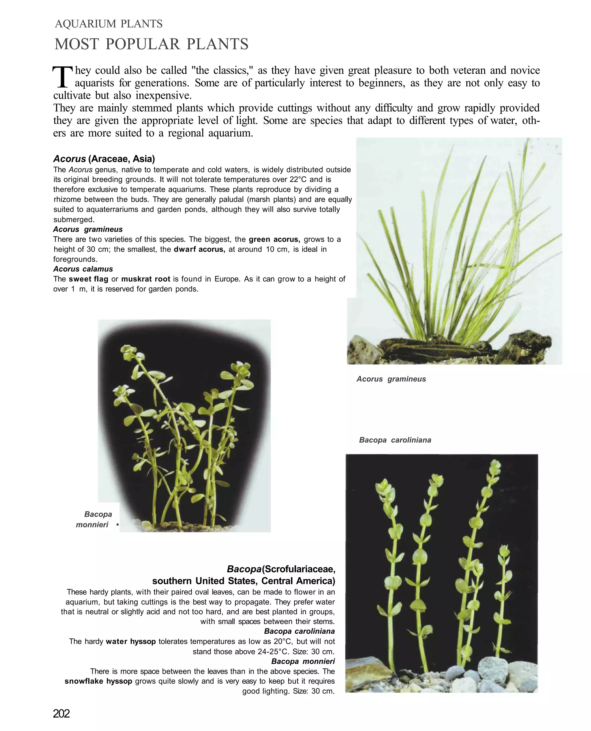 AQUARIUM PLANTS
MOST POPULAR PLANTS

T    hey could also be called "the classics," as they have given great pleasure to both veteran and novice
     aquarists for generations. Some are of particularly interest to beginners, as they are not only easy to
cultivate but also inexpensive.
They are mainly stemmed plants which provide cuttings without any difficulty and grow rapidly provided
they are given the appropriate level of light. Some are species that adapt to different types of water, oth-
ers are more suited to a regional aquarium.

Acorus (Araceae, Asia)
The Acorus genus, native to temperate and cold waters, is widely distributed outside
its original breeding grounds. It will not tolerate temperatures over 22°C and is
therefore exclusive to temperate aquariums. These plants reproduce by dividing a
rhizome between the buds. They are generally paludal (marsh plants) and are equally
suited to aquaterrariums and garden ponds, although they will also survive totally
submerged.
Acorus gramineus
There are two varieties of this species. The biggest, the green acorus, grows to a
height of 30 cm; the smallest, the dwarf acorus, at around 10 cm, is ideal in
foregrounds.
Acorus calamus
The sweet flag or muskrat root is found in Europe. As it can grow to a height of
over 1 m, it is reserved for garden ponds.




                                                                                       Acorus gramineus




                                                                                       Bacopa caroliniana




       Bacopa
      monnieri •




                                             Bacopa (Scrofulariaceae,
                             southern United States, Central America)
    These hardy plants, with their paired oval leaves, can be made to flower in an
    aquarium, but taking cuttings is the best way to propagate. They prefer water
  that is neutral or slightly acid and not too hard, and are best planted in groups,
                                             with small spaces between their stems.
                                                               Bacopa caroliniana
     The hardy water hyssop tolerates temperatures as low as 20°C, but will not
                                           stand those above 24-25°C. Size: 30 cm.
                                                                  Bacopa monnieri
           There is more space between the leaves than in the above species. The
   snowflake hyssop grows quite slowly and is very easy to keep but it requires
                                                         good lighting. Size: 30 cm.


202
 