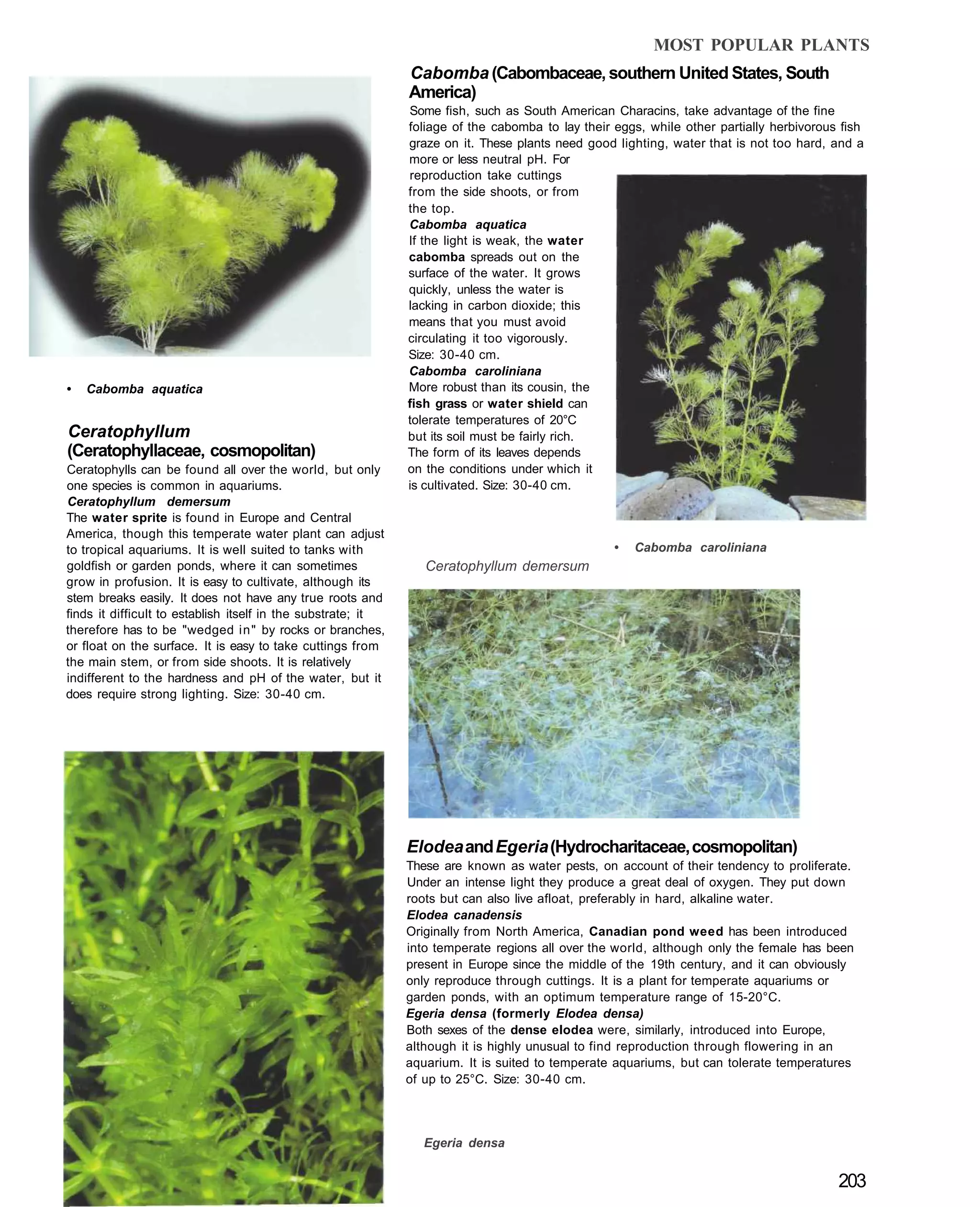 MOST POPULAR PLANTS
                                                              Cabomba (Cabombaceae, southern United States, South
                                                              America)
                                                              Some fish, such as South American Characins, take advantage of the fine
                                                              foliage of the cabomba to lay their eggs, while other partially herbivorous fish
                                                              graze on it. These plants need good lighting, water that is not too hard, and a
                                                              more or less neutral pH. For
                                                              reproduction take cuttings
                                                              from the side shoots, or from
                                                              the top.
                                                              Cabomba aquatica
                                                              If the light is weak, the water
                                                              cabomba spreads out on the
                                                              surface of the water. It grows
                                                              quickly, unless the water is
                                                              lacking in carbon dioxide; this
                                                              means that you must avoid
                                                              circulating it too vigorously.
                                                              Size: 30-40 cm.
                                                              Cabomba caroliniana
•   Cabomba aquatica                                          More robust than its cousin, the
                                                              fish grass or water shield can
                                                              tolerate temperatures of 20°C
Ceratophyllum                                                 but its soil must be fairly rich.
(Ceratophyllaceae, cosmopolitan)                              The form of its leaves depends
Ceratophylls can be found all over the world, but only        on the conditions under which it
one species is common in aquariums.                           is cultivated. Size: 30-40 cm.
Ceratophyllum demersum
The water sprite is found in Europe and Central
America, though this temperate water plant can adjust
to tropical aquariums. It is well suited to tanks with                                            •   Cabomba caroliniana
goldfish or garden ponds, where it can sometimes                 Ceratophyllum demersum
grow in profusion. It is easy to cultivate, although its
stem breaks easily. It does not have any true roots and
finds it difficult to establish itself in the substrate; it
therefore has to be "wedged in" by rocks or branches,
or float on the surface. It is easy to take cuttings from
the main stem, or from side shoots. It is relatively
indifferent to the hardness and pH of the water, but it
does require strong lighting. Size: 30-40 cm.




                                                              Elodea and Egeria (Hydrocharitaceae, cosmopolitan)
                                                              These are known as water pests, on account of their tendency to proliferate.
                                                              Under an intense light they produce a great deal of oxygen. They put down
                                                              roots but can also live afloat, preferably in hard, alkaline water.
                                                              Elodea canadensis
                                                              Originally from North America, Canadian pond weed has been introduced
                                                              into temperate regions all over the world, although only the female has been
                                                              present in Europe since the middle of the 19th century, and it can obviously
                                                              only reproduce through cuttings. It is a plant for temperate aquariums or
                                                              garden ponds, with an optimum temperature range of 15-20°C.
                                                              Egeria densa (formerly Elodea densa)
                                                              Both sexes of the dense elodea were, similarly, introduced into Europe,
                                                              although it is highly unusual to find reproduction through flowering in an
                                                              aquarium. It is suited to temperate aquariums, but can tolerate temperatures
                                                              of up to 25°C. Size: 30-40 cm.




                                                                 Egeria densa


                                                                                                                                         203
 