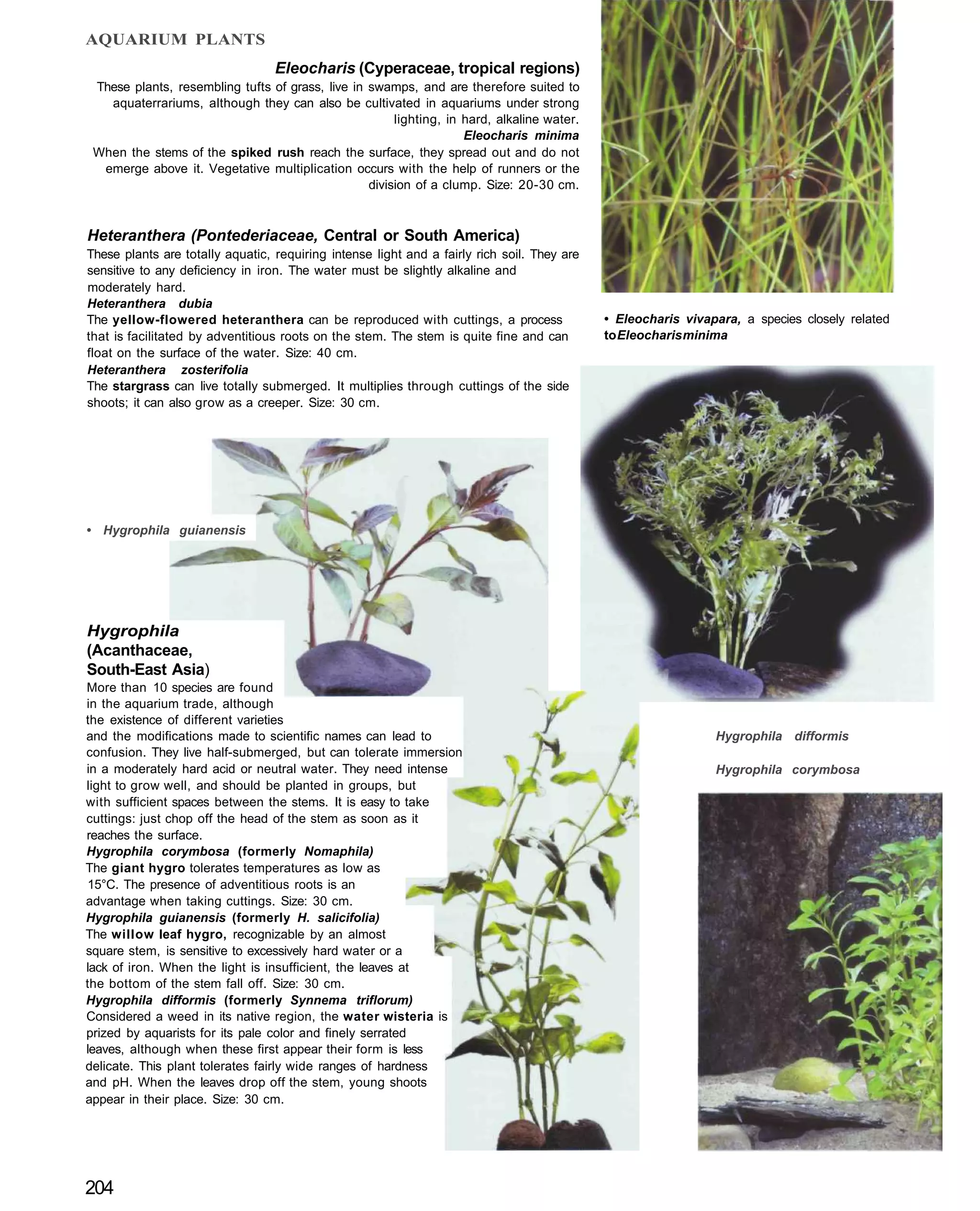 AQUARIUM PLANTS
                                  Eleocharis (Cyperaceae, tropical regions)
 These plants, resembling tufts of grass, live in swamps, and are therefore suited to
   aquaterrariums, although they can also be cultivated in aquariums under strong
                                                       lighting, in hard, alkaline water.
                                                                    Eleocharis minima
 When the stems of the spiked rush reach the surface, they spread out and do not
  emerge above it. Vegetative multiplication occurs with the help of runners or the
                                                  division of a clump. Size: 20-30 cm.



Heteranthera (Pontederiaceae, Central or South America)
These plants are totally aquatic, requiring intense light and a fairly rich soil. They are
sensitive to any deficiency in iron. The water must be slightly alkaline and
moderately hard.
Heteranthera dubia
The yellow-flowered heteranthera can be reproduced with cuttings, a process                  • Eleocharis vivapara, a species closely related
that is facilitated by adventitious roots on the stem. The stem is quite fine and can        to Eleocharis minima
float on the surface of the water. Size: 40 cm.
Heteranthera zosterifolia
The stargrass can live totally submerged. It multiplies through cuttings of the side
shoots; it can also grow as a creeper. Size: 30 cm.




• Hygrophila guianensis




Hygrophila
(Acanthaceae,
South-East Asia)
More than 10 species are found
in the aquarium trade, although
the existence of different varieties
and the modifications made to scientific names can lead to                                                     Hygrophila difformis
confusion. They live half-submerged, but can tolerate immersion
in a moderately hard acid or neutral water. They need intense                                                  Hygrophila corymbosa
light to grow well, and should be planted in groups, but
with sufficient spaces between the stems. It is easy to take
cuttings: just chop off the head of the stem as soon as it
reaches the surface.
Hygrophila corymbosa (formerly Nomaphila)
The giant hygro tolerates temperatures as low as
15°C. The presence of adventitious roots is an
advantage when taking cuttings. Size: 30 cm.
Hygrophila guianensis (formerly H. salicifolia)
The willow leaf hygro, recognizable by an almost
square stem, is sensitive to excessively hard water or a
lack of iron. When the light is insufficient, the leaves at
the bottom of the stem fall off. Size: 30 cm.
Hygrophila difformis (formerly Synnema triflorum)
Considered a weed in its native region, the water wisteria is
prized by aquarists for its pale color and finely serrated
leaves, although when these first appear their form is less
delicate. This plant tolerates fairly wide ranges of hardness
and pH. When the leaves drop off the stem, young shoots
appear in their place. Size: 30 cm.




204
 