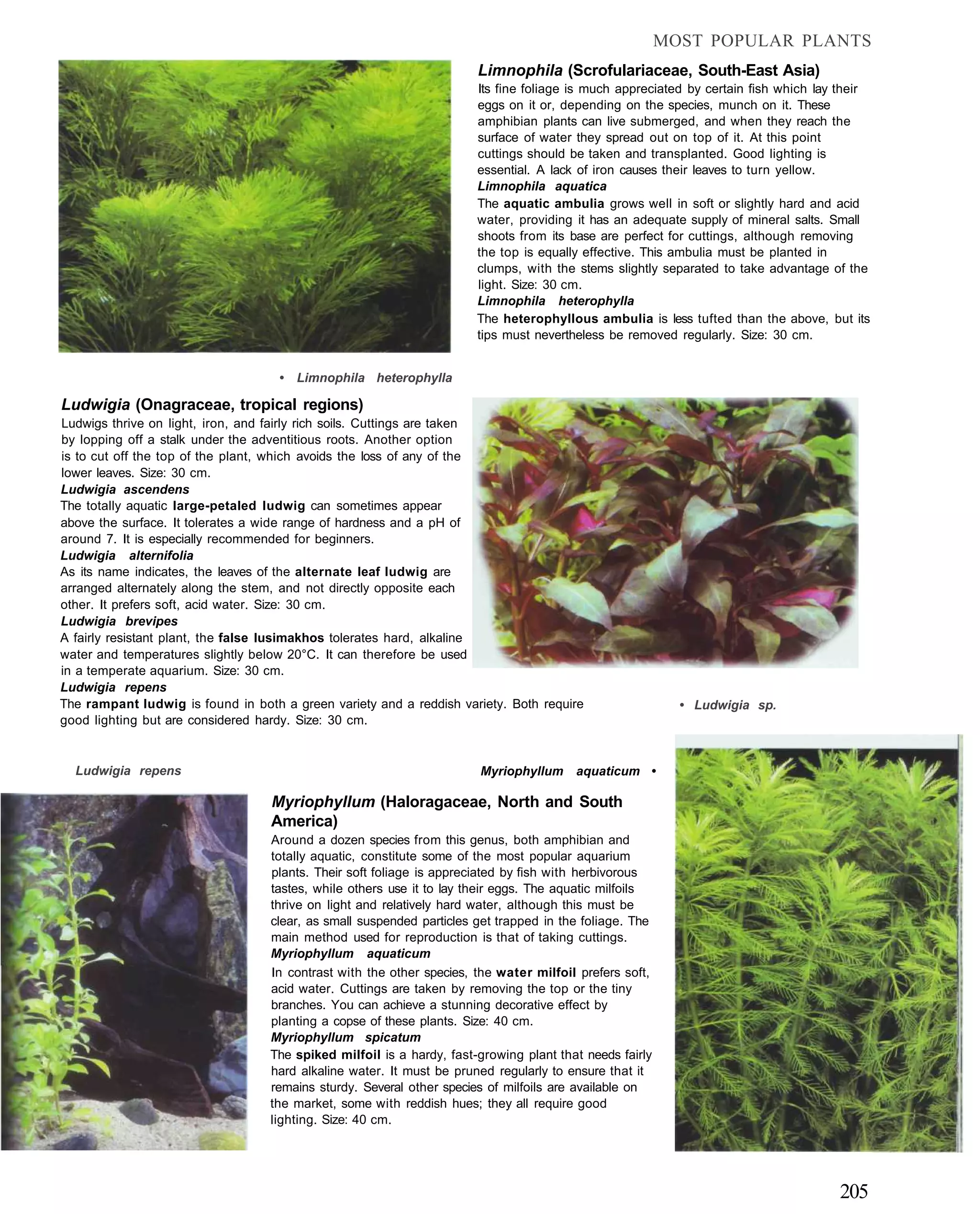 MOST POPULAR PLANTS
                                                                      Limnophila (Scrofulariaceae, South-East Asia)
                                                                      Its fine foliage is much appreciated by certain fish which lay their
                                                                      eggs on it or, depending on the species, munch on it. These
                                                                      amphibian plants can live submerged, and when they reach the
                                                                      surface of water they spread out on top of it. At this point
                                                                      cuttings should be taken and transplanted. Good lighting is
                                                                      essential. A lack of iron causes their leaves to turn yellow.
                                                                      Limnophila aquatica
                                                                      The aquatic ambulia grows well in soft or slightly hard and acid
                                                                      water, providing it has an adequate supply of mineral salts. Small
                                                                      shoots from its base are perfect for cuttings, although removing
                                                                      the top is equally effective. This ambulia must be planted in
                                                                      clumps, with the stems slightly separated to take advantage of the
                                                                      light. Size: 30 cm.
                                                                      Limnophila heterophylla
                                                                      The heterophyllous ambulia is less tufted than the above, but its
                                                                      tips must nevertheless be removed regularly. Size: 30 cm.


                                    • Limnophila heterophylla

Ludwigia (Onagraceae, tropical regions)
Ludwigs thrive on light, iron, and fairly rich soils. Cuttings are taken
by lopping off a stalk under the adventitious roots. Another option
is to cut off the top of the plant, which avoids the loss of any of the
lower leaves. Size: 30 cm.
Ludwigia ascendens
The totally aquatic large-petaled ludwig can sometimes appear
above the surface. It tolerates a wide range of hardness and a pH of
around 7. It is especially recommended for beginners.
Ludwigia alternifolia
As its name indicates, the leaves of the alternate leaf ludwig are
arranged alternately along the stem, and not directly opposite each
other. It prefers soft, acid water. Size: 30 cm.
Ludwigia brevipes
A fairly resistant plant, the false lusimakhos tolerates hard, alkaline
water and temperatures slightly below 20°C. It can therefore be used
in a temperate aquarium. Size: 30 cm.
Ludwigia repens
The rampant ludwig is found in both a green variety and a reddish variety. Both require                   • Ludwigia sp.
good lighting but are considered hardy. Size: 30 cm.


  Ludwigia repens                                                     Myriophyllum aquaticum •

                                   Myriophyllum (Haloragaceae, North and South
                                   America)
                                  Around a dozen species from this genus, both amphibian and
                                  totally aquatic, constitute some of the most popular aquarium
                                  plants. Their soft foliage is appreciated by fish with herbivorous
                                  tastes, while others use it to lay their eggs. The aquatic milfoils
                                  thrive on light and relatively hard water, although this must be
                                  clear, as small suspended particles get trapped in the foliage. The
                                  main method used for reproduction is that of taking cuttings.
                                  Myriophyllum aquaticum
                                  In contrast with the other species, the water milfoil prefers soft,
                                  acid water. Cuttings are taken by removing the top or the tiny
                                  branches. You can achieve a stunning decorative effect by
                                  planting a copse of these plants. Size: 40 cm.
                                  Myriophyllum spicatum
                                  The spiked milfoil is a hardy, fast-growing plant that needs fairly
                                  hard alkaline water. It must be pruned regularly to ensure that it
                                  remains sturdy. Several other species of milfoils are available on
                                  the market, some with reddish hues; they all require good
                                  lighting. Size: 40 cm.




                                                                                                                                    205
 