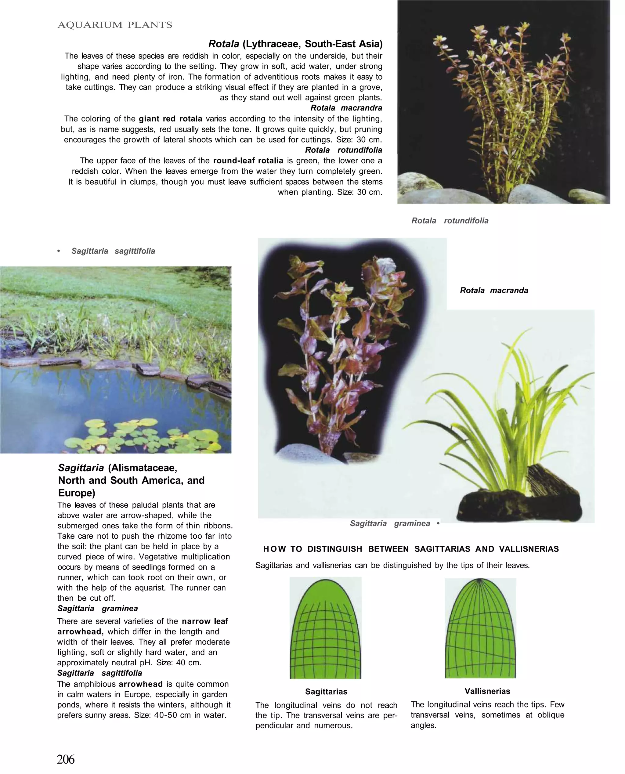 AQUARIUM PLANTS

                                             Rotala (Lythraceae, South-East Asia)
      The leaves of these species are reddish in color, especially on the underside, but their
           shape varies according to the setting. They grow in soft, acid water, under strong
    lighting, and need plenty of iron. The formation of adventitious roots makes it easy to
      take cuttings. They can produce a striking visual effect if they are planted in a grove,
                                                  as they stand out well against green plants.
                                                                           Rotala macrandra
      The coloring of the giant red rotala varies according to the intensity of the lighting,
    but, as is name suggests, red usually sets the tone. It grows quite quickly, but pruning
     encourages the growth of lateral shoots which can be used for cuttings. Size: 30 cm.
                                                                         Rotala rotundifolia
            The upper face of the leaves of the round-leaf rotalia is green, the lower one a
         reddish color. When the leaves emerge from the water they turn completely green.
       It is beautiful in clumps, though you must leave sufficient spaces between the stems
                                                                  when planting. Size: 30 cm.


                                                                                                      Rotala rotundifolia


•     Sagittaria sagittifolia



                                                                                                                    Rotala macranda




Sagittaria (Alismataceae,
North and South America, and
Europe)
The leaves of these paludal plants that are
above water are arrow-shaped, while the
submerged ones take the form of thin ribbons.                                         Sagittaria graminea •
Take care not to push the rhizome too far into
the soil: the plant can be held in place by a               H O W TO DISTINGUISH BETWEEN SAGITTARIAS AND VALLISNERIAS
curved piece of wire. Vegetative multiplication
occurs by means of seedlings formed on a                  Sagittarias and vallisnerias can be distinguished by the tips of their leaves.
runner, which can took root on their own, or
with the help of the aquarist. The runner can
then be cut off.
Sagittaria graminea
There are several varieties of the narrow leaf
arrowhead, which differ in the length and
width of their leaves. They all prefer moderate
lighting, soft or slightly hard water, and an
approximately neutral pH. Size: 40 cm.
Sagittaria sagittifolia
The amphibious arrowhead is quite common
in calm waters in Europe, especially in garden                          Sagittarias                                  Vallisnerias
ponds, where it resists the winters, although it          The longitudinal veins do not reach         The longitudinal veins reach the tips. Few
prefers sunny areas. Size: 40-50 cm in water.             the tip. The transversal veins are per-     transversal veins, sometimes at oblique
                                                          pendicular and numerous.                    angles.



206
 