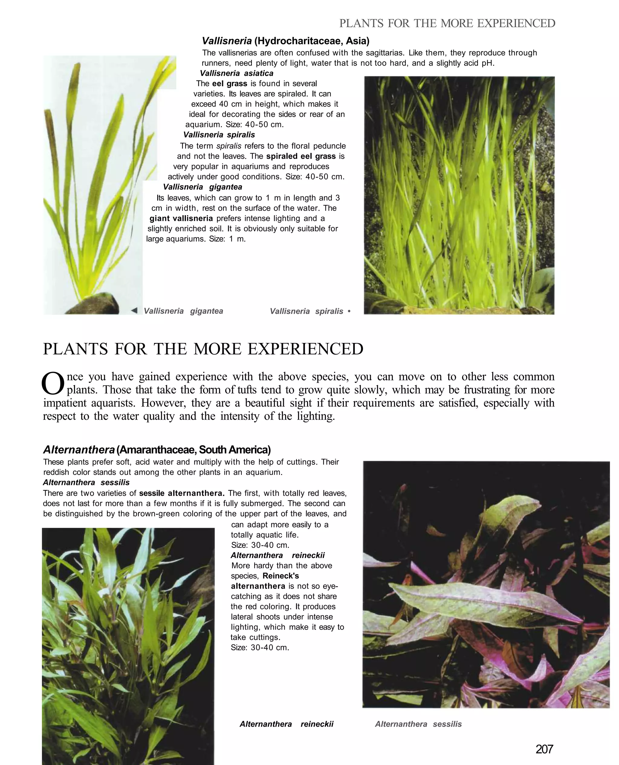 PLANTS FOR THE MORE EXPERIENCED
                                            Vallisneria (Hydrocharitaceae, Asia)
                                               The vallisnerias are often confused with the sagittarias. Like them, they reproduce through
                                               runners, need plenty of light, water that is not too hard, and a slightly acid pH.
                                               Vallisneria asiatica
                                              The eel grass is found in several
                                             varieties. Its leaves are spiraled. It can
                                            exceed 40 cm in height, which makes it
                                           ideal for decorating the sides or rear of an
                                         aquarium. Size: 40-50 cm.
                                         Vallisneria spiralis
                                        The term spiralis refers to the floral peduncle
                                       and not the leaves. The spiraled eel grass is
                                      very popular in aquariums and reproduces
                                    actively under good conditions. Size: 40-50 cm.
                                   Vallisneria gigantea
                                Its leaves, which can grow to 1 m in length and 3
                              cm in width, rest on the surface of the water. The
                             giant vallisneria prefers intense lighting and a
                             slightly enriched soil. It is obviously only suitable for
                            large aquariums. Size: 1 m.




                            Vallisneria gigantea               Vallisneria spiralis •



PLANTS FOR THE MORE EXPERIENCED

O    nce you have gained experience with the above species, you can move on to other less common
     plants. Those that take the form of tufts tend to grow quite slowly, which may be frustrating for more
impatient aquarists. However, they are a beautiful sight if their requirements are satisfied, especially with
respect to the water quality and the intensity of the lighting.

Alternanthera (Amaranthaceae, South America)
These plants prefer soft, acid water and multiply with the help of cuttings. Their
reddish color stands out among the other plants in an aquarium.
Alternanthera sessilis
There are two varieties of sessile alternanthera. The first, with totally red leaves,
does not last for more than a few months if it is fully submerged. The second can
be distinguished by the brown-green coloring of the upper part of the leaves, and
                                                     can adapt more easily to a
                                                    totally aquatic life.
                                                     Size: 30-40 cm.
                                                    Alternanthera reineckii
                                                     More hardy than the above
                                                    species, Reineck's
                                                    alternanthera is not so eye-
                                                    catching as it does not share
                                                    the red coloring. It produces
                                                    lateral shoots under intense
                                                    lighting, which make it easy to
                                                    take cuttings.
                                                    Size: 30-40 cm.




                                                       Alternanthera    reineckii           Alternanthera sessilis


                                                                                                                                         207
 
