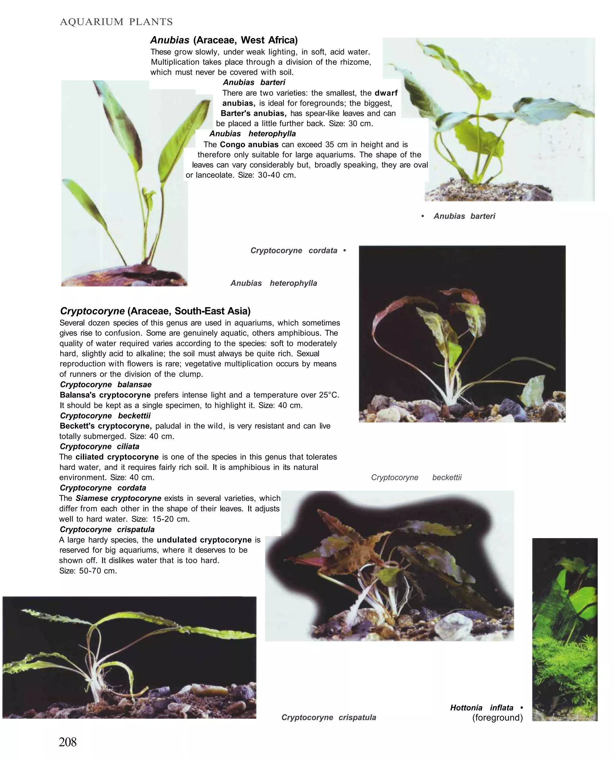 AQUARIUM PLANTS
                        Anubias (Araceae, West Africa)
                         These grow slowly, under weak lighting, in soft, acid water.
                         Multiplication takes place through a division of the rhizome,
                         which must never be covered with soil.
                                              Anubias barteri
                                              There are two varieties: the smallest, the dwarf
                                              anubias, is ideal for foregrounds; the biggest,
                                             Barter's anubias, has spear-like leaves and can
                                            be placed a little further back. Size: 30 cm.
                                          Anubias heterophylla
                                         The Congo anubias can exceed 35 cm in height and is
                                       therefore only suitable for large aquariums. The shape of the
                                     leaves can vary considerably but, broadly speaking, they are oval
                                   or lanceolate. Size: 30-40 cm.




                                                                                                     •   Anubias barteri



                                                    Cryptocoryne cordata •



                                               Anubias heterophylla


Cryptocoryne (Araceae, South-East Asia)
Several dozen species of this genus are used in aquariums, which sometimes
gives rise to confusion. Some are genuinely aquatic, others amphibious. The
quality of water required varies according to the species: soft to moderately
hard, slightly acid to alkaline; the soil must always be quite rich. Sexual
reproduction with flowers is rare; vegetative multiplication occurs by means
of runners or the division of the clump.
Cryptocoryne balansae
Balansa's cryptocoryne prefers intense light and a temperature over 25°C.
It should be kept as a single specimen, to highlight it. Size: 40 cm.
Cryptocoryne beckettii
Beckett's cryptocoryne, paludal in the wild, is very resistant and can live
totally submerged. Size: 40 cm.
Cryptocoryne ciliata
The ciliated cryptocoryne is one of the species in this genus that tolerates
hard water, and it requires fairly rich soil. It is amphibious in its natural
environment. Size: 40 cm.                                                             Cryptocoryne       beckettii
Cryptocoryne cordata
The Siamese cryptocoryne exists in several varieties, which
differ from each other in the shape of their leaves. It adjusts
well to hard water. Size: 15-20 cm.
Cryptocoryne crispatula
A large hardy species, the undulated cryptocoryne is
reserved for big aquariums, where it deserves to be
shown off. It dislikes water that is too hard.
Size: 50-70 cm.




                                                                                                              Hottonia inflata •
                                                             Cryptocoryne crispatula                                 (foreground)

208
 