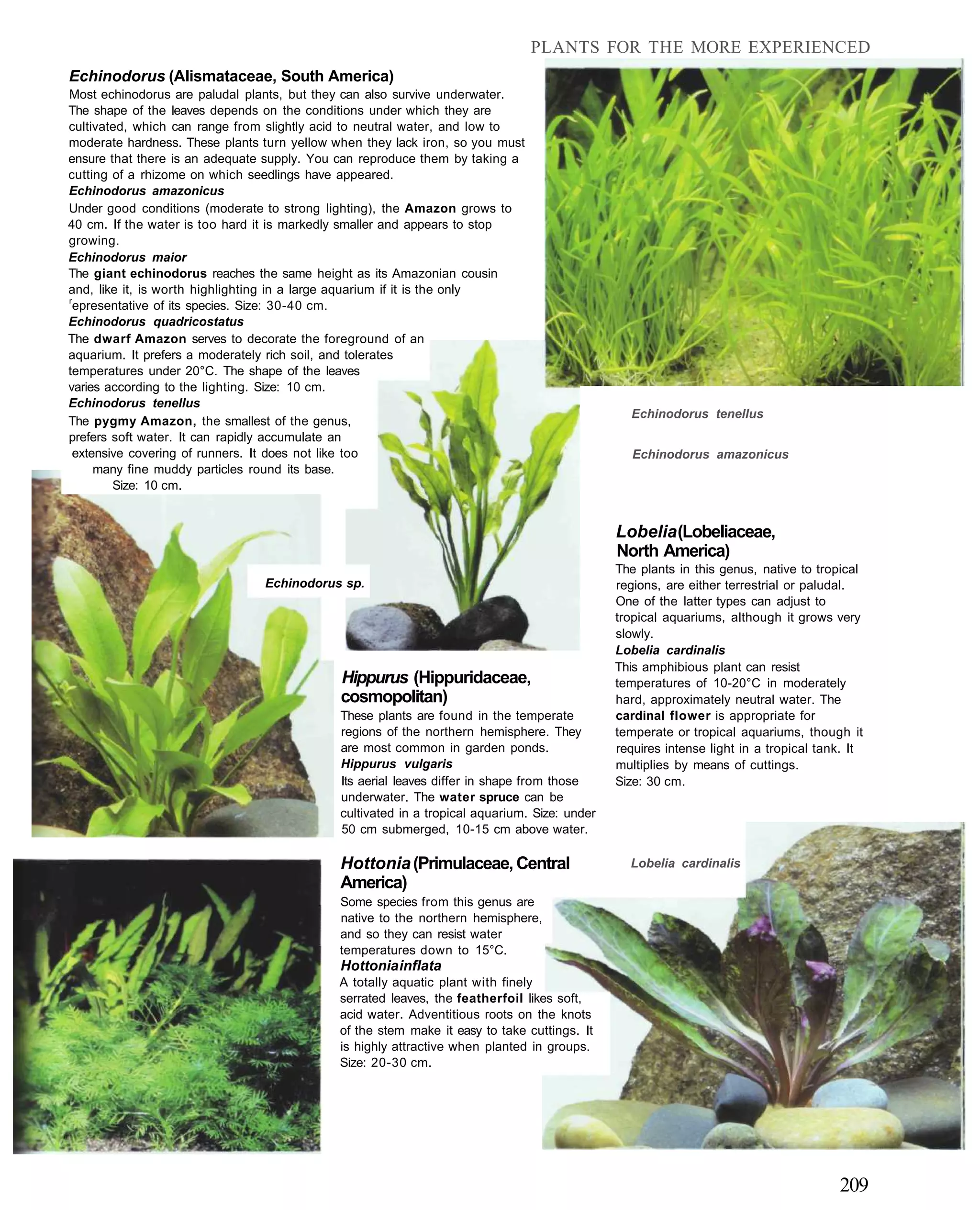 PLANTS FOR THE MORE EXPERIENCED
Echinodorus (Alismataceae, South America)
Most echinodorus are paludal plants, but they can also survive underwater.
The shape of the leaves depends on the conditions under which they are
cultivated, which can range from slightly acid to neutral water, and low to
moderate hardness. These plants turn yellow when they lack iron, so you must
ensure that there is an adequate supply. You can reproduce them by taking a
cutting of a rhizome on which seedlings have appeared.
Echinodorus amazonicus
Under good conditions (moderate to strong lighting), the Amazon grows to
40 cm. If the water is too hard it is markedly smaller and appears to stop
growing.
Echinodorus maior
The giant echinodorus reaches the same height as its Amazonian cousin
and, like it, is worth highlighting in a large aquarium if it is the only
r
  epresentative of its species. Size: 30-40 cm.
Echinodorus quadricostatus
The dwarf Amazon serves to decorate the foreground of an
aquarium. It prefers a moderately rich soil, and tolerates
temperatures under 20°C. The shape of the leaves
varies according to the lighting. Size: 10 cm.
Echinodorus tenellus
                                                                                                Echinodorus tenellus
The pygmy Amazon, the smallest of the genus,
prefers soft water. It can rapidly accumulate an
 extensive covering of runners. It does not like too                                             Echinodorus amazonicus
     many fine muddy particles round its base.
        Size: 10 cm.


                                                                                              Lobelia (Lobeliaceae,
                                                                                              North America)
                                                                                              The plants in this genus, native to tropical
                                Echinodorus sp.                                               regions, are either terrestrial or paludal.
                                                                                              One of the latter types can adjust to
                                                                                              tropical aquariums, although it grows very
                                                                                              slowly.
                                                                                              Lobelia cardinalis
                                                                                              This amphibious plant can resist
                                             Hippurus (Hippuridaceae,                         temperatures of 10-20°C in moderately
                                             cosmopolitan)                                    hard, approximately neutral water. The
                                             These plants are found in the temperate          cardinal flower is appropriate for
                                             regions of the northern hemisphere. They         temperate or tropical aquariums, though it
                                             are most common in garden ponds.                 requires intense light in a tropical tank. It
                                             Hippurus vulgaris                                multiplies by means of cuttings.
                                             Its aerial leaves differ in shape from those     Size: 30 cm.
                                             underwater. The water spruce can be
                                             cultivated in a tropical aquarium. Size: under
                                             50 cm submerged, 10-15 cm above water.

                                             Hottonia (Primulaceae, Central                     Lobelia cardinalis
                                             America)
                                             Some species from this genus are
                                             native to the northern hemisphere,
                                             and so they can resist water
                                             temperatures down to 15°C.
                                             Hottonia inflata
                                             A totally aquatic plant with finely
                                             serrated leaves, the featherfoil likes soft,
                                             acid water. Adventitious roots on the knots
                                             of the stem make it easy to take cuttings. It
                                             is highly attractive when planted in groups.
                                             Size: 20-30 cm.




                                                                                                                                      209
 