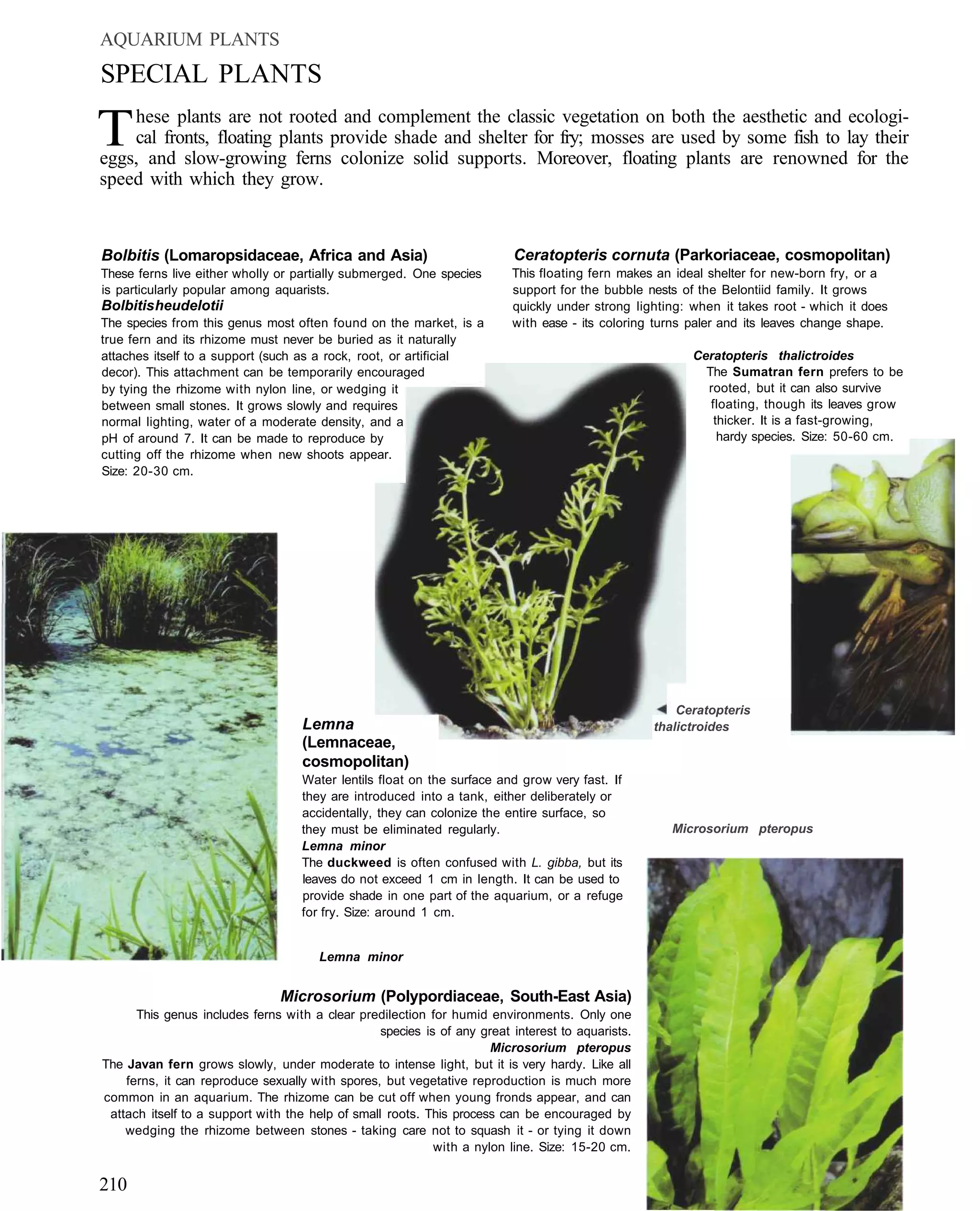 AQUARIUM PLANTS
SPECIAL PLANTS

T   hese plants are not rooted and complement the classic vegetation on both the aesthetic and ecologi-
    cal fronts, floating plants provide shade and shelter for fry; mosses are used by some fish to lay their
eggs, and slow-growing ferns colonize solid supports. Moreover, floating plants are renowned for the
speed with which they grow.


Bolbitis (Lomaropsidaceae, Africa and Asia)                               Ceratopteris cornuta (Parkoriaceae, cosmopolitan)
These ferns live either wholly or partially submerged. One species        This floating fern makes an ideal shelter for new-born fry, or a
is particularly popular among aquarists.                                  support for the bubble nests of the Belontiid family. It grows
Bolbitis heudelotii                                                       quickly under strong lighting: when it takes root - which it does
The species from this genus most often found on the market, is a          with ease - its coloring turns paler and its leaves change shape.
true fern and its rhizome must never be buried as it naturally
attaches itself to a support (such as a rock, root, or artificial                                        Ceratopteris thalictroides
decor). This attachment can be temporarily encouraged                                                      The Sumatran fern prefers to be
by tying the rhizome with nylon line, or wedging it                                                        rooted, but it can also survive
between small stones. It grows slowly and requires                                                          floating, though its leaves grow
normal lighting, water of a moderate density, and a                                                          thicker. It is a fast-growing,
pH of around 7. It can be made to reproduce by                                                                hardy species. Size: 50-60 cm.
cutting off the rhizome when new shoots appear.
Size: 20-30 cm.




                                                                                                       Ceratopteris
                                    Lemna                                                          thalictroides
                                    (Lemnaceae,
                                    cosmopolitan)
                                    Water lentils float on the surface and grow very fast. If
                                    they are introduced into a tank, either deliberately or
                                    accidentally, they can colonize the entire surface, so
                                    they must be eliminated regularly.                                Microsorium pteropus
                                    Lemna minor
                                    The duckweed is often confused with L. gibba, but its
                                    leaves do not exceed 1 cm in length. It can be used to
                                    provide shade in one part of the aquarium, or a refuge
                                    for fry. Size: around 1 cm.


                                       Lemna minor


                                Microsorium (Polypordiaceae, South-East Asia)
      This genus includes ferns with a clear predilection for humid environments. Only one
                                                  species is of any great interest to aquarists.
                                                                      Microsorium pteropus
The Javan fern grows slowly, under moderate to intense light, but it is very hardy. Like all
    ferns, it can reproduce sexually with spores, but vegetative reproduction is much more
common in an aquarium. The rhizome can be cut off when young fronds appear, and can
 attach itself to a support with the help of small roots. This process can be encouraged by
    wedging the rhizome between stones - taking care not to squash it - or tying it down
                                                            with a nylon line. Size: 15-20 cm.


210
 