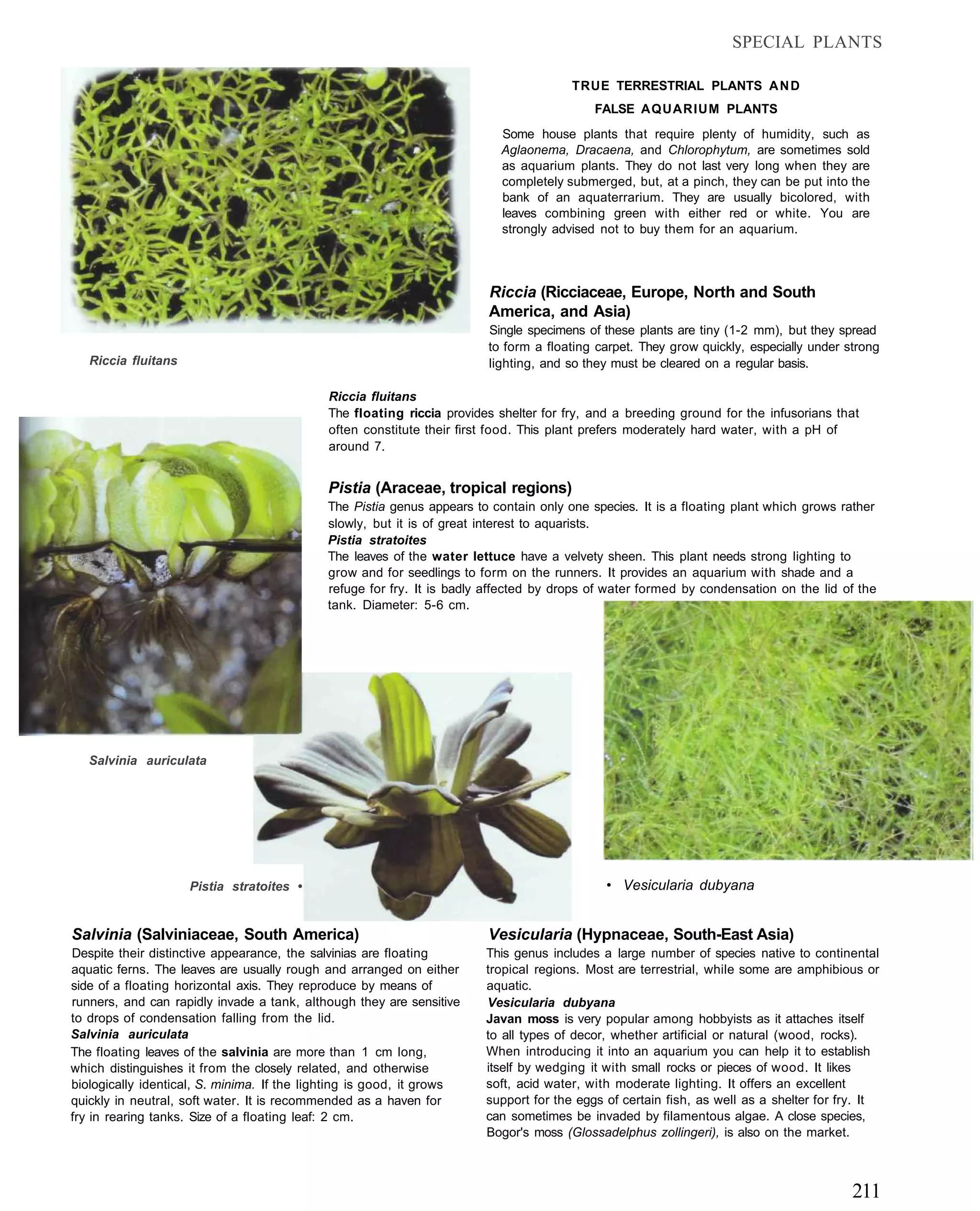 SPECIAL PLANTS

                                                                                      TRUE TERRESTRIAL PLANTS A N D
                                                                                          FALSE AQUARIUM PLANTS
                                                                          Some house plants that require plenty of humidity, such as
                                                                          Aglaonema, Dracaena, and Chlorophytum, are sometimes sold
                                                                          as aquarium plants. They do not last very long when they are
                                                                          completely submerged, but, at a pinch, they can be put into the
                                                                          bank of an aquaterrarium. They are usually bicolored, with
                                                                          leaves combining green with either red or white. You are
                                                                          strongly advised not to buy them for an aquarium.



                                                                       Riccia (Ricciaceae, Europe, North and South
                                                                       America, and Asia)
                                                                       Single specimens of these plants are tiny (1-2 mm), but they spread
                                                                       to form a floating carpet. They grow quickly, especially under strong
   Riccia fluitans                                                     lighting, and so they must be cleared on a regular basis.

                                            Riccia fluitans
                                            The floating riccia provides shelter for fry, and a breeding ground for the infusorians that
                                            often constitute their first food. This plant prefers moderately hard water, with a pH of
                                            around 7.


                                            Pistia (Araceae, tropical regions)
                                            The Pistia genus appears to contain only one species. It is a floating plant which grows rather
                                            slowly, but it is of great interest to aquarists.
                                            Pistia stratoites
                                            The leaves of the water lettuce have a velvety sheen. This plant needs strong lighting to
                                            grow and for seedlings to form on the runners. It provides an aquarium with shade and a
                                            refuge for fry. It is badly affected by drops of water formed by condensation on the lid of the
                                            tank. Diameter: 5-6 cm.




   Salvinia auriculata




                     Pistia stratoites •                                                    • Vesicularia dubyana


Salvinia (Salviniaceae, South America)                                 Vesicularia (Hypnaceae, South-East Asia)
Despite their distinctive appearance, the salvinias are floating       This genus includes a large number of species native to continental
aquatic ferns. The leaves are usually rough and arranged on either     tropical regions. Most are terrestrial, while some are amphibious or
side of a floating horizontal axis. They reproduce by means of         aquatic.
runners, and can rapidly invade a tank, although they are sensitive    Vesicularia dubyana
to drops of condensation falling from the lid.                         Javan moss is very popular among hobbyists as it attaches itself
Salvinia auriculata                                                    to all types of decor, whether artificial or natural (wood, rocks).
The floating leaves of the salvinia are more than 1 cm long,           When introducing it into an aquarium you can help it to establish
which distinguishes it from the closely related, and otherwise         itself by wedging it with small rocks or pieces of wood. It likes
biologically identical, S. minima. If the lighting is good, it grows   soft, acid water, with moderate lighting. It offers an excellent
quickly in neutral, soft water. It is recommended as a haven for       support for the eggs of certain fish, as well as a shelter for fry. It
fry in rearing tanks. Size of a floating leaf: 2 cm.                   can sometimes be invaded by filamentous algae. A close species,
                                                                       Bogor's moss (Glossadelphus zollingeri), is also on the market.



                                                                                                                                        211
 