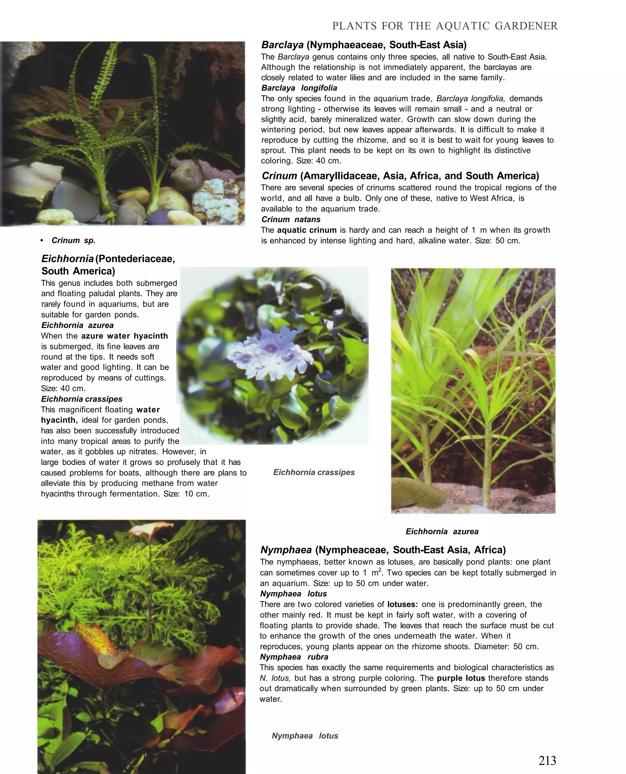 PLANTS FOR THE AQUATIC GARDENER
                                                          Barclaya (Nymphaeaceae, South-East Asia)
                                                          The Barclaya genus contains only three species, all native to South-East Asia.
                                                          Although the relationship is not immediately apparent, the barclayas are
                                                          closely related to water lilies and are included in the same family.
                                                          Barclaya longifolia
                                                          The only species found in the aquarium trade, Barclaya longifolia, demands
                                                          strong lighting - otherwise its leaves will remain small - and a neutral or
                                                          slightly acid, barely mineralized water. Growth can slow down during the
                                                          wintering period, but new leaves appear afterwards. It is difficult to make it
                                                          reproduce by cutting the rhizome, and so it is best to wait for young leaves to
                                                          sprout. This plant needs to be kept on its own to highlight its distinctive
                                                          coloring. Size: 40 cm.
                                                          Crinum (Amaryllidaceae, Asia, Africa, and South America)
                                                          There are several species of crinums scattered round the tropical regions of the
                                                          world, and all have a bulb. Only one of these, native to West Africa, is
                                                          available to the aquarium trade.
                                                          Crinum natans
                                                          The aquatic crinum is hardy and can reach a height of 1 m when its growth
•   Crinum sp.                                            is enhanced by intense lighting and hard, alkaline water. Size: 50 cm.

Eichhornia (Pontederiaceae,
South America)
This genus includes both submerged
and floating paludal plants. They are
rarely found in aquariums, but are
suitable for garden ponds.
Eichhornia azurea
When the azure water hyacinth
is submerged, its fine leaves are
round at the tips. It needs soft
water and good lighting. It can be
reproduced by means of cuttings.
Size: 40 cm.
Eichhornia crassipes
This magnificent floating water
hyacinth, ideal for garden ponds,
has also been successfully introduced
into many tropical areas to purify the
water, as it gobbles up nitrates. However, in
large bodies of water it grows so profusely that it has
caused problems for boats, although there are plans to       Eichhornia crassipes
alleviate this by producing methane from water
hyacinths through fermentation. Size: 10 cm.



                                                                                                 Eichhornia azurea

                                                          Nymphaea (Nympheaceae, South-East Asia, Africa)
                                                          The nymphaeas, better known as lotuses, are basically pond plants: one plant
                                                          can sometimes cover up to 1 m2. Two species can be kept totally submerged in
                                                          an aquarium. Size: up to 50 cm under water.
                                                          Nymphaea lotus
                                                          There are two colored varieties of lotuses: one is predominantly green, the
                                                          other mainly red. It must be kept in fairly soft water, with a covering of
                                                          floating plants to provide shade. The leaves that reach the surface must be cut
                                                          to enhance the growth of the ones underneath the water. When it
                                                          reproduces, young plants appear on the rhizome shoots. Diameter: 50 cm.
                                                          Nymphaea rubra
                                                          This species has exactly the same requirements and biological characteristics as
                                                          N. lotus, but has a strong purple coloring. The purple lotus therefore stands
                                                          out dramatically when surrounded by green plants. Size: up to 50 cm under
                                                          water.



                                                             Nymphaea lotus


                                                                                                                                     213
 