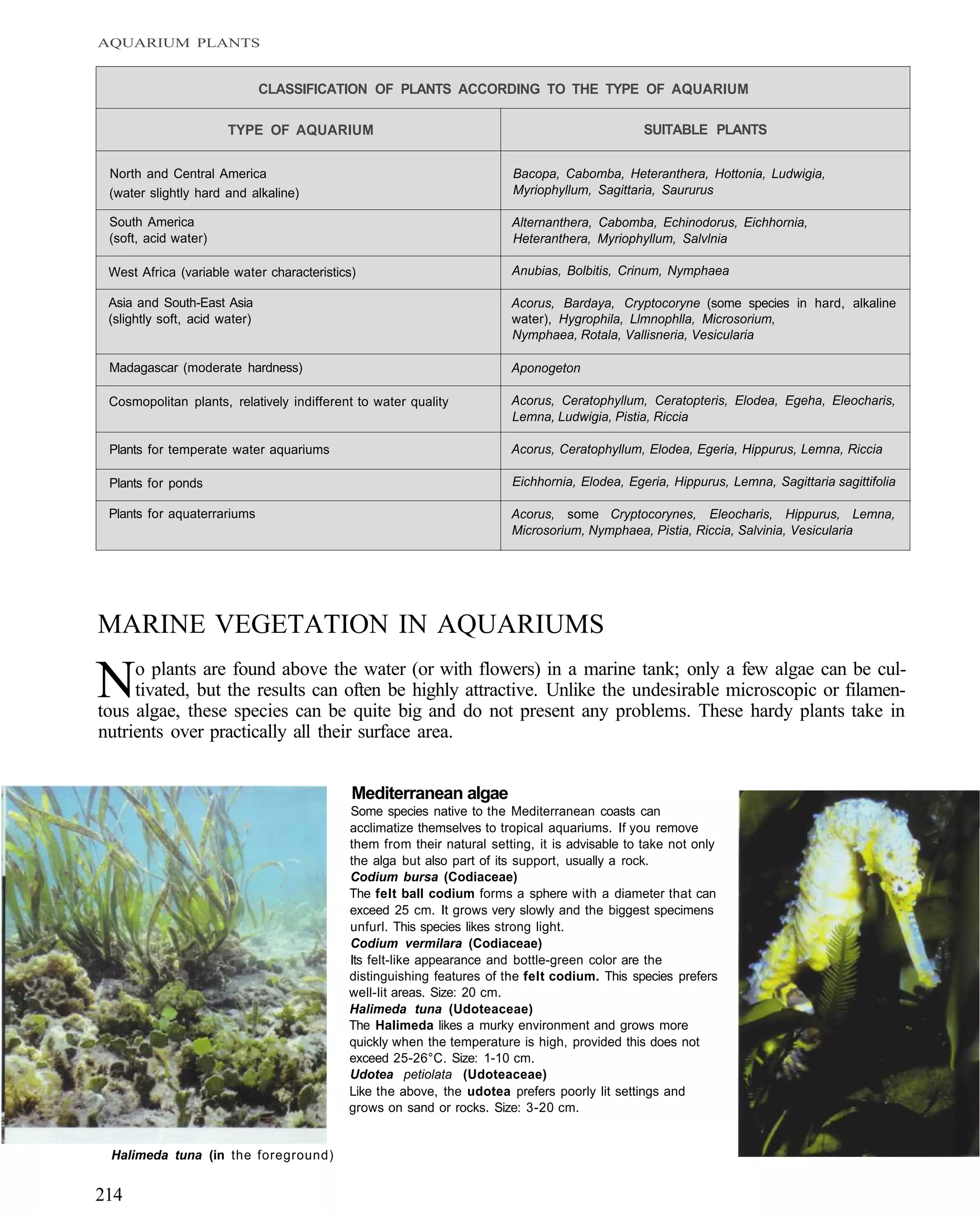 AQUARIUM PLANTS


                               CLASSIFICATION OF PLANTS ACCORDING TO THE TYPE OF AQUARIUM

                       TYPE OF AQUARIUM                                                       SUITABLE PLANTS


 North and Central America                                             Bacopa, Cabomba, Heteranthera, Hottonia, Ludwigia,
 (water slightly hard and alkaline)                                    Myriophyllum, Sagittaria, Saururus

 South America                                                         Alternanthera, Cabomba, Echinodorus, Eichhornia,
 (soft, acid water)                                                    Heteranthera, Myriophyllum, Salvlnia

 West Africa (variable water characteristics)                          Anubias, Bolbitis, Crinum, Nymphaea

 Asia and South-East Asia                                              Acorus, Bardaya, Cryptocoryne (some species in hard, alkaline
 (slightly soft, acid water)                                           water), Hygrophila, Llmnophlla, Microsorium,
                                                                       Nymphaea, Rotala, Vallisneria, Vesicularia

 Madagascar (moderate hardness)                                        Aponogeton

 Cosmopolitan plants, relatively indifferent to water quality          Acorus, Ceratophyllum, Ceratopteris, Elodea, Egeha, Eleocharis,
                                                                       Lemna, Ludwigia, Pistia, Riccia

 Plants for temperate water aquariums                                  Acorus, Ceratophyllum, Elodea, Egeria, Hippurus, Lemna, Riccia

 Plants for ponds                                                      Eichhornia, Elodea, Egeria, Hippurus, Lemna, Sagittaria sagittifolia

 Plants for aquaterrariums                                             Acorus, some Cryptocorynes, Eleocharis, Hippurus, Lemna,
                                                                       Microsorium, Nymphaea, Pistia, Riccia, Salvinia, Vesicularia




MARINE VEGETATION IN AQUARIUMS

N    o plants are found above the water (or with flowers) in a marine tank; only a few algae can be cul-
     tivated, but the results can often be highly attractive. Unlike the undesirable microscopic or filamen-
tous algae, these species can be quite big and do not present any problems. These hardy plants take in
nutrients over practically all their surface area.


                                            Mediterranean algae
                                           Some species native to the Mediterranean coasts can
                                           acclimatize themselves to tropical aquariums. If you remove
                                           them from their natural setting, it is advisable to take not only
                                           the alga but also part of its support, usually a rock.
                                           Codium bursa (Codiaceae)
                                           The felt ball codium forms a sphere with a diameter that can
                                           exceed 25 cm. It grows very slowly and the biggest specimens
                                           unfurl. This species likes strong light.
                                           Codium vermilara (Codiaceae)
                                           Its felt-like appearance and bottle-green color are the
                                           distinguishing features of the felt codium. This species prefers
                                           well-lit areas. Size: 20 cm.
                                           Halimeda tuna (Udoteaceae)
                                           The Halimeda likes a murky environment and grows more
                                           quickly when the temperature is high, provided this does not
                                           exceed 25-26°C. Size: 1-10 cm.
                                           Udotea petiolata (Udoteaceae)
                                           Like the above, the udotea prefers poorly lit settings and
                                           grows on sand or rocks. Size: 3-20 cm.


 Halimeda tuna (in the foreground)


214
 