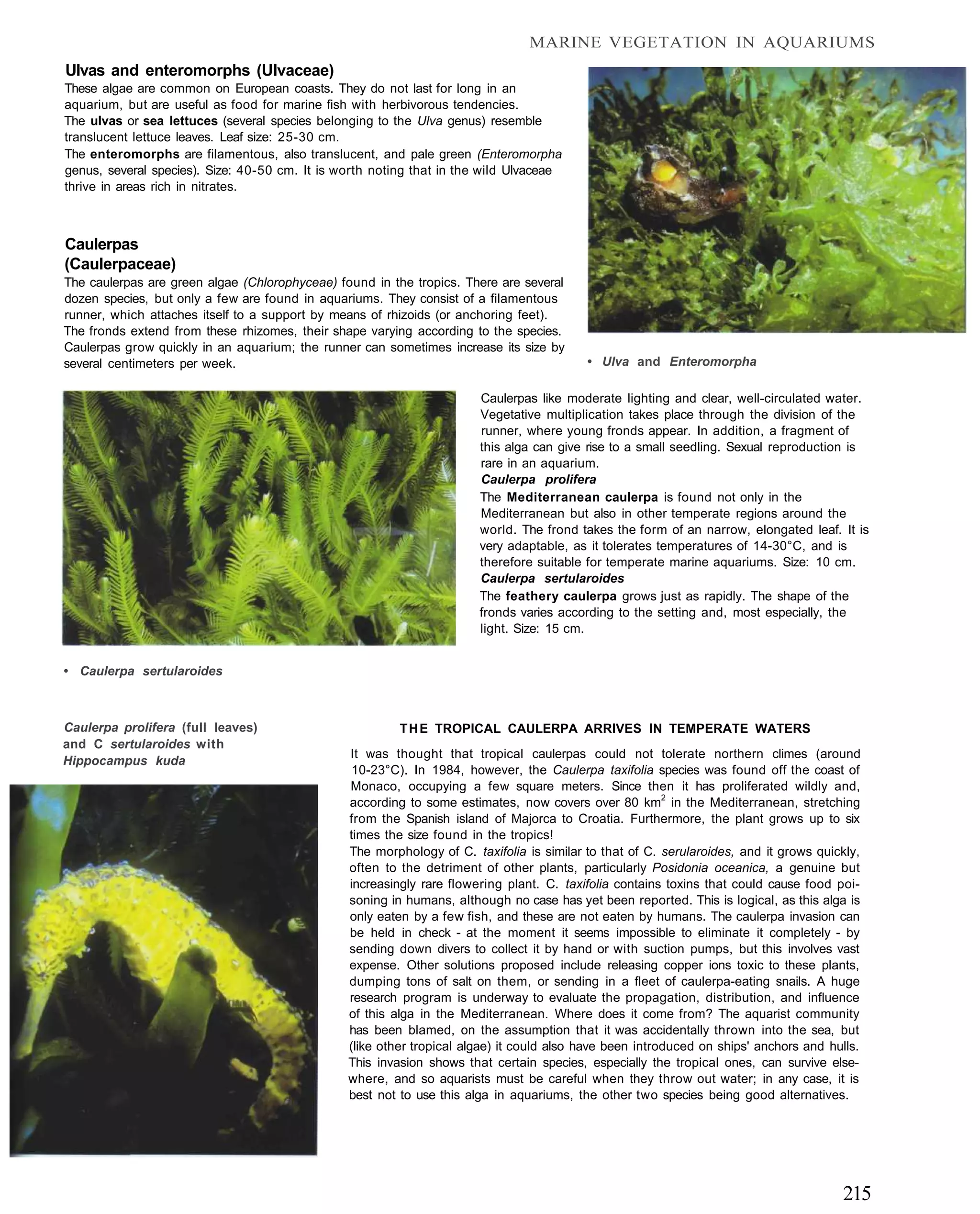 MARINE VEGETATION IN AQUARIUMS
Ulvas and enteromorphs (Ulvaceae)
These algae are common on European coasts. They do not last for long in an
aquarium, but are useful as food for marine fish with herbivorous tendencies.
The ulvas or sea lettuces (several species belonging to the Ulva genus) resemble
translucent lettuce leaves. Leaf size: 25-30 cm.
The enteromorphs are filamentous, also translucent, and pale green (Enteromorpha
genus, several species). Size: 40-50 cm. It is worth noting that in the wild Ulvaceae
thrive in areas rich in nitrates.



Caulerpas
(Caulerpaceae)
The caulerpas are green algae (Chlorophyceae) found in the tropics. There are several
dozen species, but only a few are found in aquariums. They consist of a filamentous
runner, which attaches itself to a support by means of rhizoids (or anchoring feet).
The fronds extend from these rhizomes, their shape varying according to the species.
Caulerpas grow quickly in an aquarium; the runner can sometimes increase its size by
several centimeters per week.                                                             • Ulva and Enteromorpha

                                                                       Caulerpas like moderate lighting and clear, well-circulated water.
                                                                       Vegetative multiplication takes place through the division of the
                                                                       runner, where young fronds appear. In addition, a fragment of
                                                                       this alga can give rise to a small seedling. Sexual reproduction is
                                                                       rare in an aquarium.
                                                                       Caulerpa prolifera
                                                                       The Mediterranean caulerpa is found not only in the
                                                                       Mediterranean but also in other temperate regions around the
                                                                       world. The frond takes the form of an narrow, elongated leaf. It is
                                                                       very adaptable, as it tolerates temperatures of 14-30°C, and is
                                                                       therefore suitable for temperate marine aquariums. Size: 10 cm.
                                                                       Caulerpa sertularoides
                                                                       The feathery caulerpa grows just as rapidly. The shape of the
                                                                       fronds varies according to the setting and, most especially, the
                                                                       light. Size: 15 cm.


• Caulerpa sertularoides



Caulerpa prolifera (full leaves)                         T H E TROPICAL CAULERPA ARRIVES IN TEMPERATE WATERS
and C sertularoides with
                                                It was thought that tropical caulerpas could not tolerate northern climes (around
Hippocampus kuda
                                                 10-23°C). In 1984, however, the Caulerpa taxifolia species was found off the coast of
                                                Monaco, occupying a few square meters. Since then it has proliferated wildly and,
                                                according to some estimates, now covers over 80 km2 in the Mediterranean, stretching
                                                from the Spanish island of Majorca to Croatia. Furthermore, the plant grows up to six
                                                times the size found in the tropics!
                                                The morphology of C. taxifolia is similar to that of C. serularoides, and it grows quickly,
                                                often to the detriment of other plants, particularly Posidonia oceanica, a genuine but
                                                increasingly rare flowering plant. C. taxifolia contains toxins that could cause food poi-
                                                soning in humans, although no case has yet been reported. This is logical, as this alga is
                                                only eaten by a few fish, and these are not eaten by humans. The caulerpa invasion can
                                                be held in check - at the moment it seems impossible to eliminate it completely - by
                                                sending down divers to collect it by hand or with suction pumps, but this involves vast
                                                expense. Other solutions proposed include releasing copper ions toxic to these plants,
                                                dumping tons of salt on them, or sending in a fleet of caulerpa-eating snails. A huge
                                                research program is underway to evaluate the propagation, distribution, and influence
                                                of this alga in the Mediterranean. Where does it come from? The aquarist community
                                                has been blamed, on the assumption that it was accidentally thrown into the sea, but
                                                (like other tropical algae) it could also have been introduced on ships' anchors and hulls.
                                                This invasion shows that certain species, especially the tropical ones, can survive else-
                                                where, and so aquarists must be careful when they throw out water; in any case, it is
                                                best not to use this alga in aquariums, the other two species being good alternatives.




                                                                                                                                       215
 