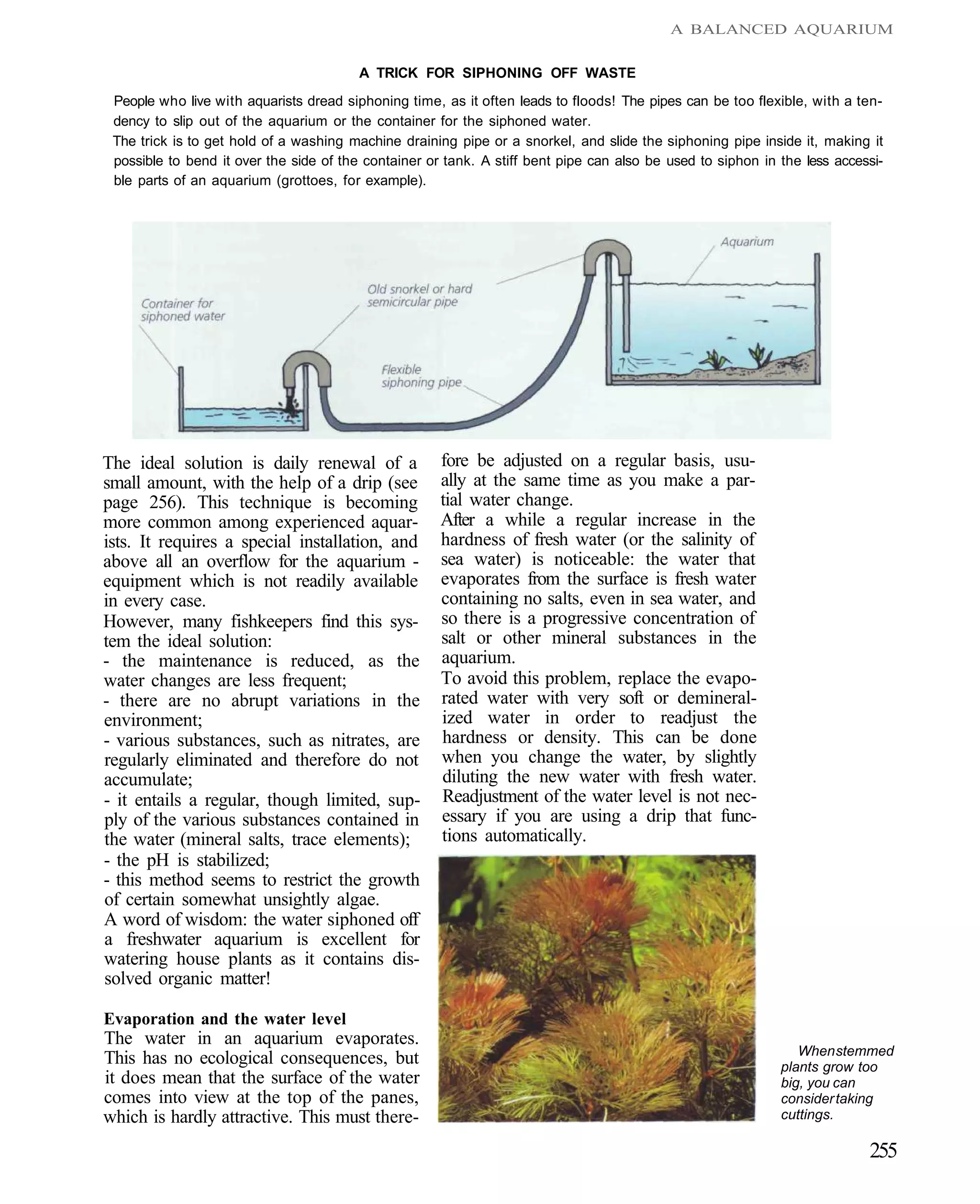 A BALANCED AQUARIUM


                                         A TRICK FOR SIPHONING OFF WASTE
 People who live with aquarists dread siphoning time, as it often leads to floods! The pipes can be too flexible, with a ten-
 dency to slip out of the aquarium or the container for the siphoned water.
 The trick is to get hold of a washing machine draining pipe or a snorkel, and slide the siphoning pipe inside it, making it
 possible to bend it over the side of the container or tank. A stiff bent pipe can also be used to siphon in the less accessi-
 ble parts of an aquarium (grottoes, for example).




The ideal solution is daily renewal of a              fore be adjusted on a regular basis, usu-
small amount, with the help of a drip (see            ally at the same time as you make a par-
page 256). This technique is becoming                 tial water change.
more common among experienced aquar-                  After a while a regular increase in the
ists. It requires a special installation, and         hardness of fresh water (or the salinity of
above all an overflow for the aquarium -              sea water) is noticeable: the water that
equipment which is not readily available              evaporates from the surface is fresh water
in every case.                                        containing no salts, even in sea water, and
However, many fishkeepers find this sys-              so there is a progressive concentration of
tem the ideal solution:                               salt or other mineral substances in the
- the maintenance is reduced, as the                  aquarium.
water changes are less frequent;                      To avoid this problem, replace the evapo-
- there are no abrupt variations in the               rated water with very soft or demineral-
environment;                                          ized water in order to readjust the
- various substances, such as nitrates, are           hardness or density. This can be done
regularly eliminated and therefore do not             when you change the water, by slightly
accumulate;                                           diluting the new water with fresh water.
- it entails a regular, though limited, sup-          Readjustment of the water level is not nec-
ply of the various substances contained in            essary if you are using a drip that func-
the water (mineral salts, trace elements);            tions automatically.
- the pH is stabilized;
- this method seems to restrict the growth
of certain somewhat unsightly algae.
A word of wisdom: the water siphoned off
a freshwater aquarium is excellent for
watering house plants as it contains dis-
solved organic matter!

Evaporation and the water level
The water in an aquarium evaporates.
                                                                                                                When stemmed
This has no ecological consequences, but                                                                     plants grow too
it does mean that the surface of the water                                                                   big, you can
comes into view at the top of the panes,                                                                     consider taking
which is hardly attractive. This must there-                                                                 cuttings.

                                                                                                                           255
 