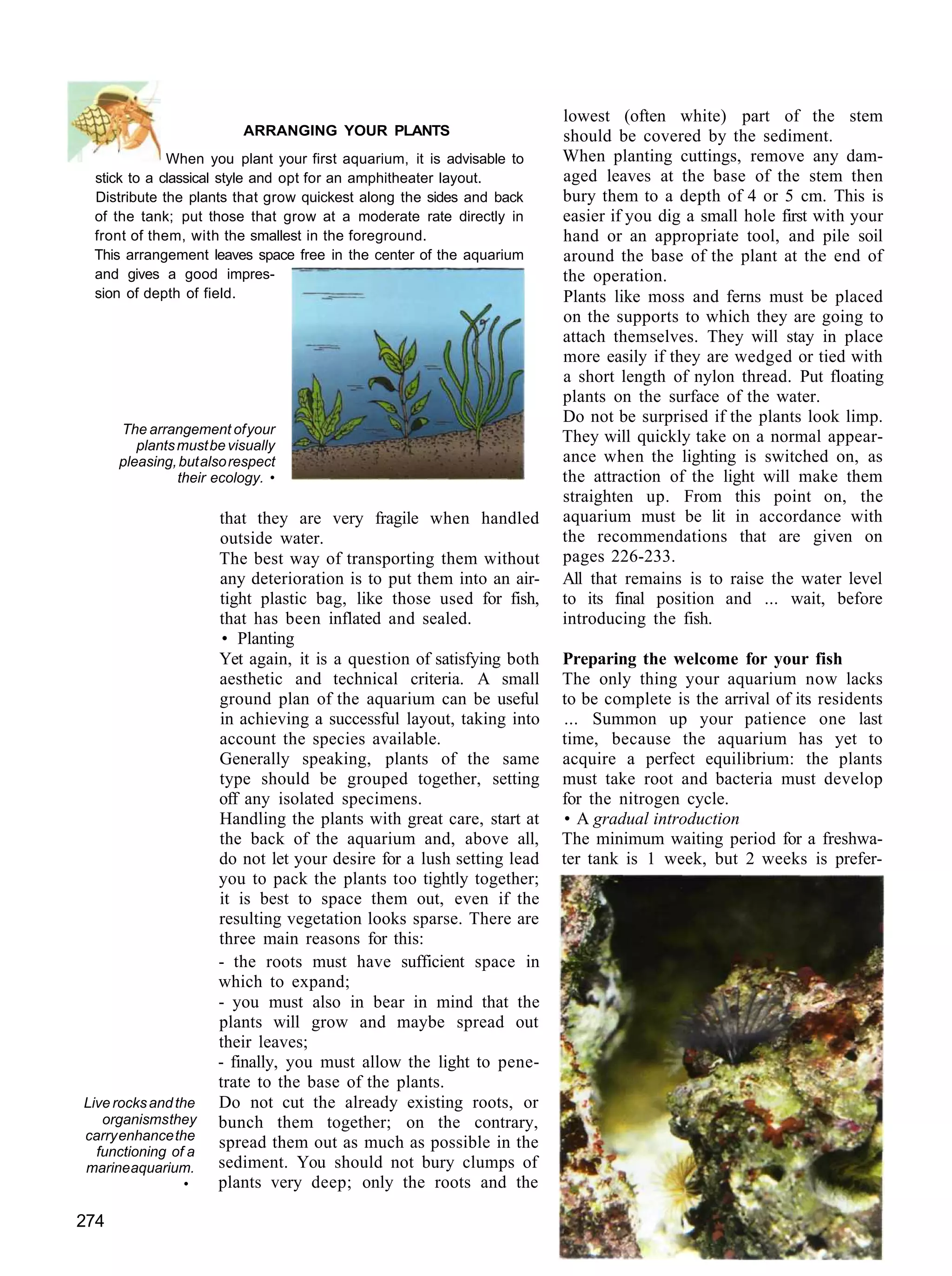 lowest (often white) part of the stem
                          ARRANGING YOUR PLANTS                        should be covered by the sediment.
             When you plant your first aquarium, it is advisable to    When planting cuttings, remove any dam-
 stick to a classical style and opt for an amphitheater layout.        aged leaves at the base of the stem then
 Distribute the plants that grow quickest along the sides and back     bury them to a depth of 4 or 5 cm. This is
 of the tank; put those that grow at a moderate rate directly in       easier if you dig a small hole first with your
 front of them, with the smallest in the foreground.                   hand or an appropriate tool, and pile soil
 This arrangement leaves space free in the center of the aquarium      around the base of the plant at the end of
 and gives a good impres-                                              the operation.
 sion of depth of field.                                               Plants like moss and ferns must be placed
                                                                       on the supports to which they are going to
                                                                       attach themselves. They will stay in place
                                                                       more easily if they are wedged or tied with
                                                                       a short length of nylon thread. Put floating
                                                                       plants on the surface of the water.
                                                                       Do not be surprised if the plants look limp.
      The arrangement of your
         plants must be visually
                                                                       They will quickly take on a normal appear-
      pleasing, but also respect                                       ance when the lighting is switched on, as
                their ecology. •                                       the attraction of the light will make them
                                                                       straighten up. From this point on, the
                      that they are very fragile when handled          aquarium must be lit in accordance with
                      outside water.                                   the recommendations that are given on
                      The best way of transporting them without        pages 226-233.
                      any deterioration is to put them into an air-    All that remains is to raise the water level
                      tight plastic bag, like those used for fish,     to its final position and ... wait, before
                      that has been inflated and sealed.               introducing the fish.
                       • Planting
                      Yet again, it is a question of satisfying both   Preparing the welcome for your fish
                      aesthetic and technical criteria. A small        The only thing your aquarium now lacks
                      ground plan of the aquarium can be useful        to be complete is the arrival of its residents
                      in achieving a successful layout, taking into    ... Summon up your patience one last
                      account the species available.                   time, because the aquarium has yet to
                      Generally speaking, plants of the same           acquire a perfect equilibrium: the plants
                      type should be grouped together, setting         must take root and bacteria must develop
                      off any isolated specimens.                      for the nitrogen cycle.
                      Handling the plants with great care, start at    • A gradual introduction
                      the back of the aquarium and, above all,         The minimum waiting period for a freshwa-
                      do not let your desire for a lush setting lead   ter tank is 1 week, but 2 weeks is prefer-
                      you to pack the plants too tightly together;
                      it is best to space them out, even if the
                      resulting vegetation looks sparse. There are
                      three main reasons for this:
                      - the roots must have sufficient space in
                      which to expand;
                      - you must also in bear in mind that the
                      plants will grow and maybe spread out
                      their leaves;
                      - finally, you must allow the light to pene-
                      trate to the base of the plants.
Live rocks and the    Do not cut the already existing roots, or
   organisms they     bunch them together; on the contrary,
carry enhance the
                      spread them out as much as possible in the
  functioning of a
marine aquarium.      sediment. You should not bury clumps of
                 •    plants very deep; only the roots and the

274
 
