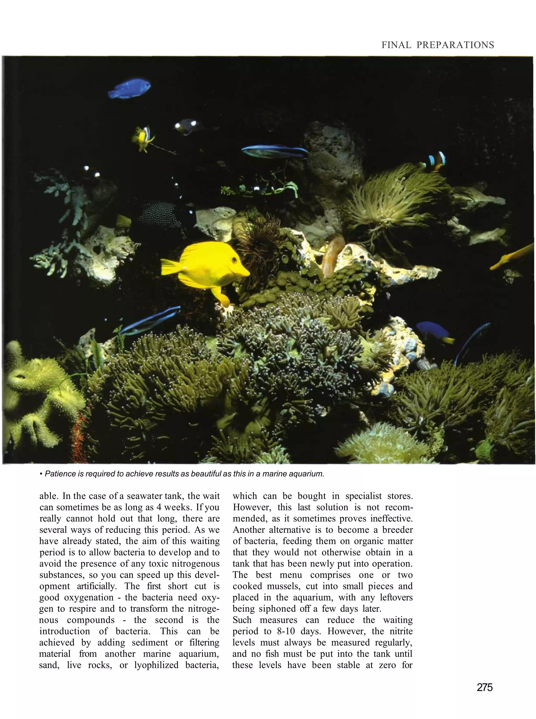 FINAL PREPARATIONS




• Patience is required to achieve results as beautiful as this in a marine aquarium.

able. In the case of a seawater tank, the wait          which can be bought in specialist stores.
can sometimes be as long as 4 weeks. If you             However, this last solution is not recom-
really cannot hold out that long, there are             mended, as it sometimes proves ineffective.
several ways of reducing this period. As we             Another alternative is to become a breeder
have already stated, the aim of this waiting            of bacteria, feeding them on organic matter
period is to allow bacteria to develop and to           that they would not otherwise obtain in a
avoid the presence of any toxic nitrogenous             tank that has been newly put into operation.
substances, so you can speed up this devel-             The best menu comprises one or two
opment artificially. The first short cut is             cooked mussels, cut into small pieces and
good oxygenation - the bacteria need oxy-               placed in the aquarium, with any leftovers
gen to respire and to transform the nitroge-            being siphoned off a few days later.
nous compounds - the second is the                      Such measures can reduce the waiting
introduction of bacteria. This can be                   period to 8-10 days. However, the nitrite
achieved by adding sediment or filtering                levels must always be measured regularly,
material from another marine aquarium,                  and no fish must be put into the tank until
sand, live rocks, or lyophilized bacteria,              these levels have been stable at zero for

                                                                                                           275
 