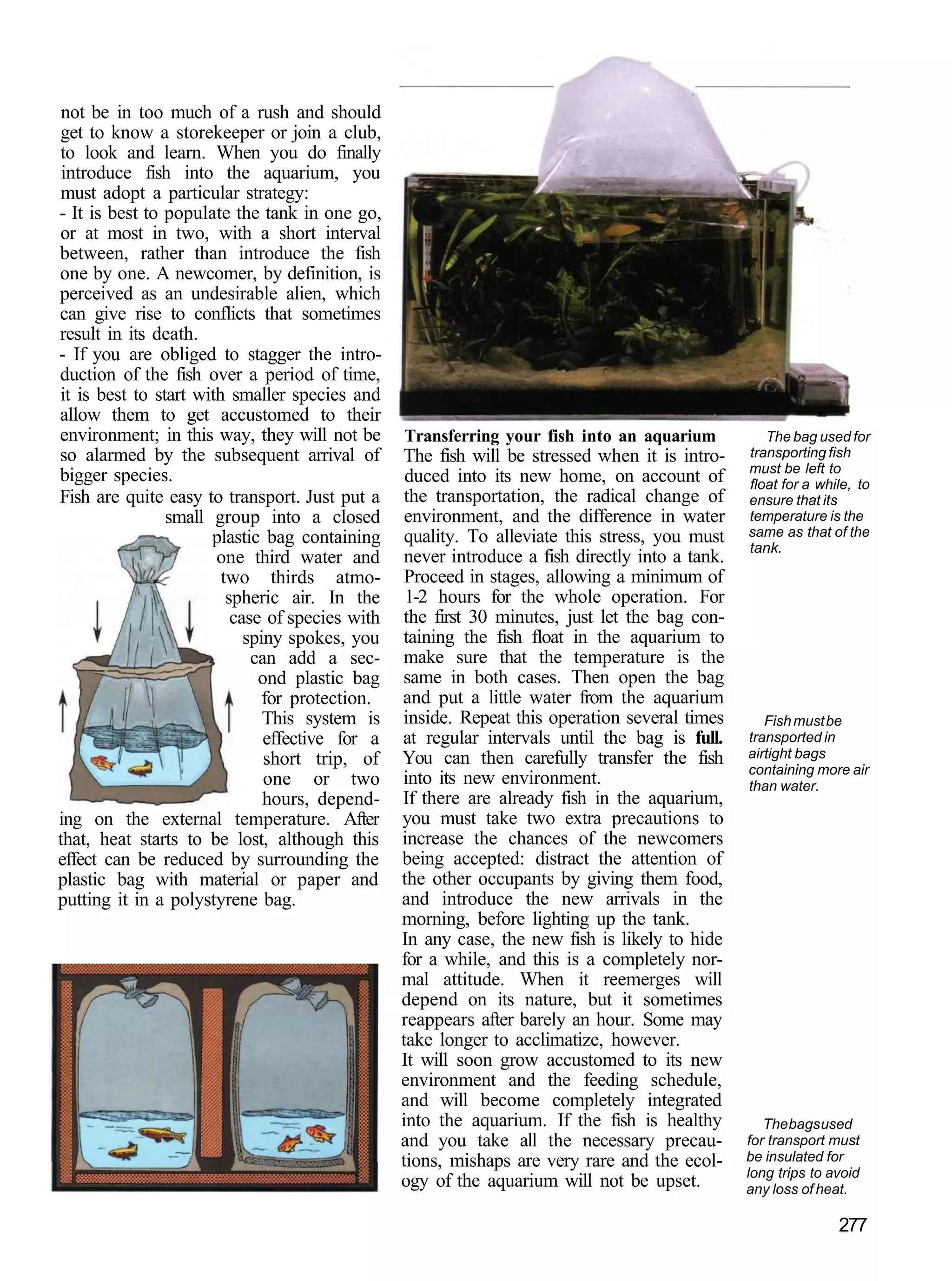 not be in too much of a rush and should
get to know a storekeeper or join a club,
to look and learn. When you do finally
 introduce fish into the aquarium, you
must adopt a particular strategy:
- It is best to populate the tank in one go,
or at most in two, with a short interval
between, rather than introduce the fish
one by one. A newcomer, by definition, is
perceived as an undesirable alien, which
can give rise to conflicts that sometimes
result in its death.
- If you are obliged to stagger the intro-
duction of the fish over a period of time,
it is best to start with smaller species and
allow them to get accustomed to their
environment; in this way, they will not be       Transferring your fish into an aquarium            The bag used for
so alarmed by the subsequent arrival of          The fish will be stressed when it is intro-     transporting fish
                                                                                                 must be left to
bigger species.                                   duced into its new home, on account of         float for a while, to
Fish are quite easy to transport. Just put a      the transportation, the radical change of      ensure that its
                small group into a closed         environment, and the difference in water       temperature is the
                      plastic bag containing      quality. To alleviate this stress, you must    same as that of the
                                                                                                 tank.
                       one third water and        never introduce a fish directly into a tank.
                        two thirds atmo-          Proceed in stages, allowing a minimum of
                         spheric air. In the      1-2 hours for the whole operation. For
                          case of species with   the first 30 minutes, just let the bag con-
                            spiny spokes, you    taining the fish float in the aquarium to
                             can add a sec-      make sure that the temperature is the
                              ond plastic bag    same in both cases. Then open the bag
                               for protection.   and put a little water from the aquarium
                               This system is    inside. Repeat this operation several times        Fish must be
                               effective for a   at regular intervals until the bag is full.     transported in
                               short trip, of    You can then carefully transfer the fish        airtight bags
                                                                                                 containing more air
                               one or two        into its new environment.                       than water.
                               hours, depend-    If there are already fish in the aquarium,
ing on the external temperature. After           you must take two extra precautions to
that, heat starts to be lost, although this      increase the chances of the newcomers
effect can be reduced by surrounding the         being accepted: distract the attention of
plastic bag with material or paper and           the other occupants by giving them food,
putting it in a polystyrene bag.                 and introduce the new arrivals in the
                                                 morning, before lighting up the tank.
                                                 In any case, the new fish is likely to hide
                                                 for a while, and this is a completely nor-
                                                 mal attitude. When it reemerges will
                                                 depend on its nature, but it sometimes
                                                 reappears after barely an hour. Some may
                                                 take longer to acclimatize, however.
                                                 It will soon grow accustomed to its new
                                                 environment and the feeding schedule,
                                                 and will become completely integrated
                                                 into the aquarium. If the fish is healthy          The bags used
                                                 and you take all the necessary precau-          for transport must
                                                 tions, mishaps are very rare and the ecol-      be insulated for
                                                                                                 long trips to avoid
                                                 ogy of the aquarium will not be upset.          any loss of heat.

                                                                                                                277
 