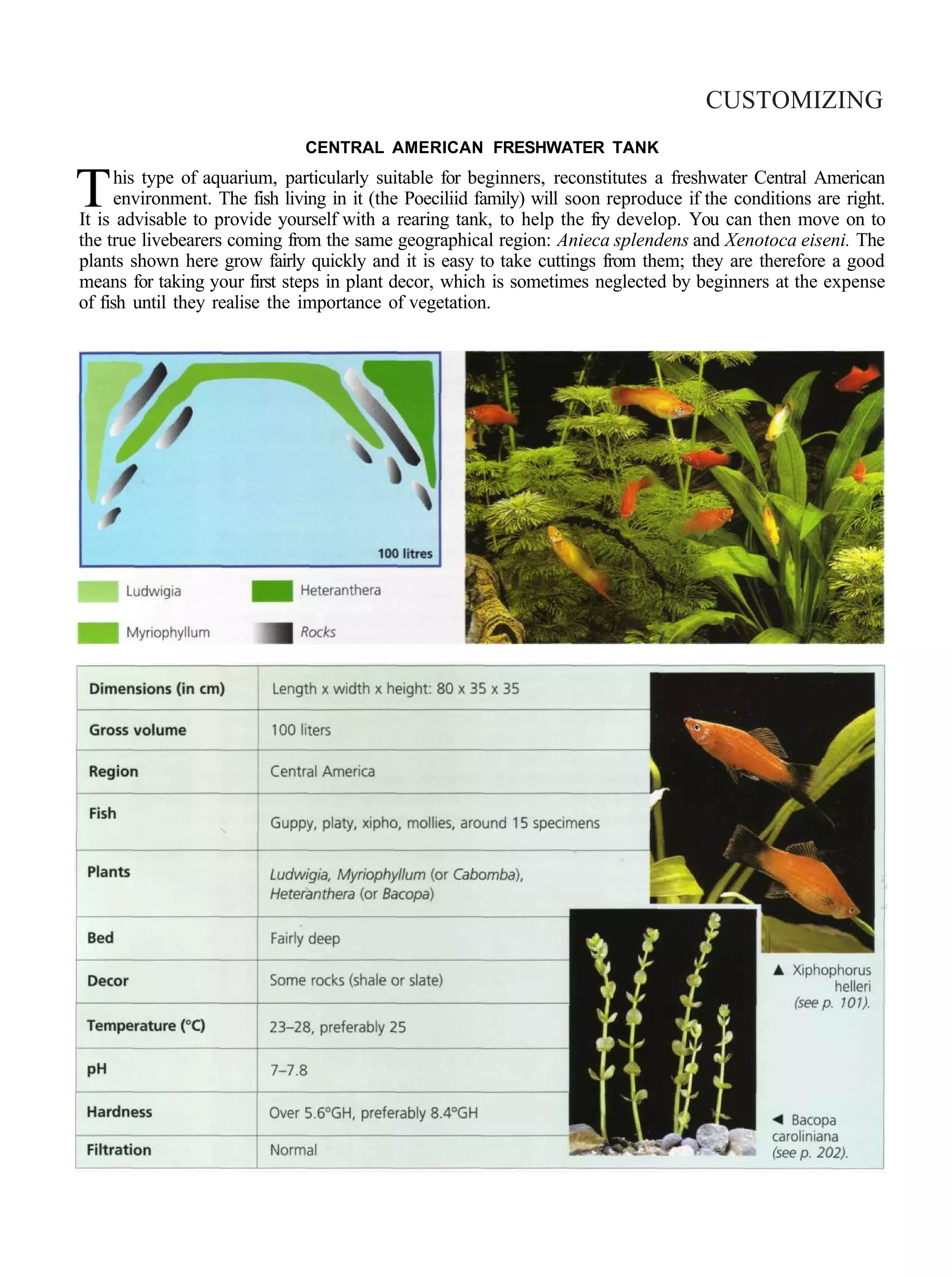 CUSTOMIZING
                               CENTRAL AMERICAN FRESHWATER TANK


T     his type of aquarium, particularly suitable for beginners, reconstitutes a freshwater Central American
      environment. The fish living in it (the Poeciliid family) will soon reproduce if the conditions are right.
It is advisable to provide yourself with a rearing tank, to help the fry develop. You can then move on to
the true livebearers coming from the same geographical region: Anieca splendens and Xenotoca eiseni. The
plants shown here grow fairly quickly and it is easy to take cuttings from them; they are therefore a good
means for taking your first steps in plant decor, which is sometimes neglected by beginners at the expense
of fish until they realise the importance of vegetation.
 