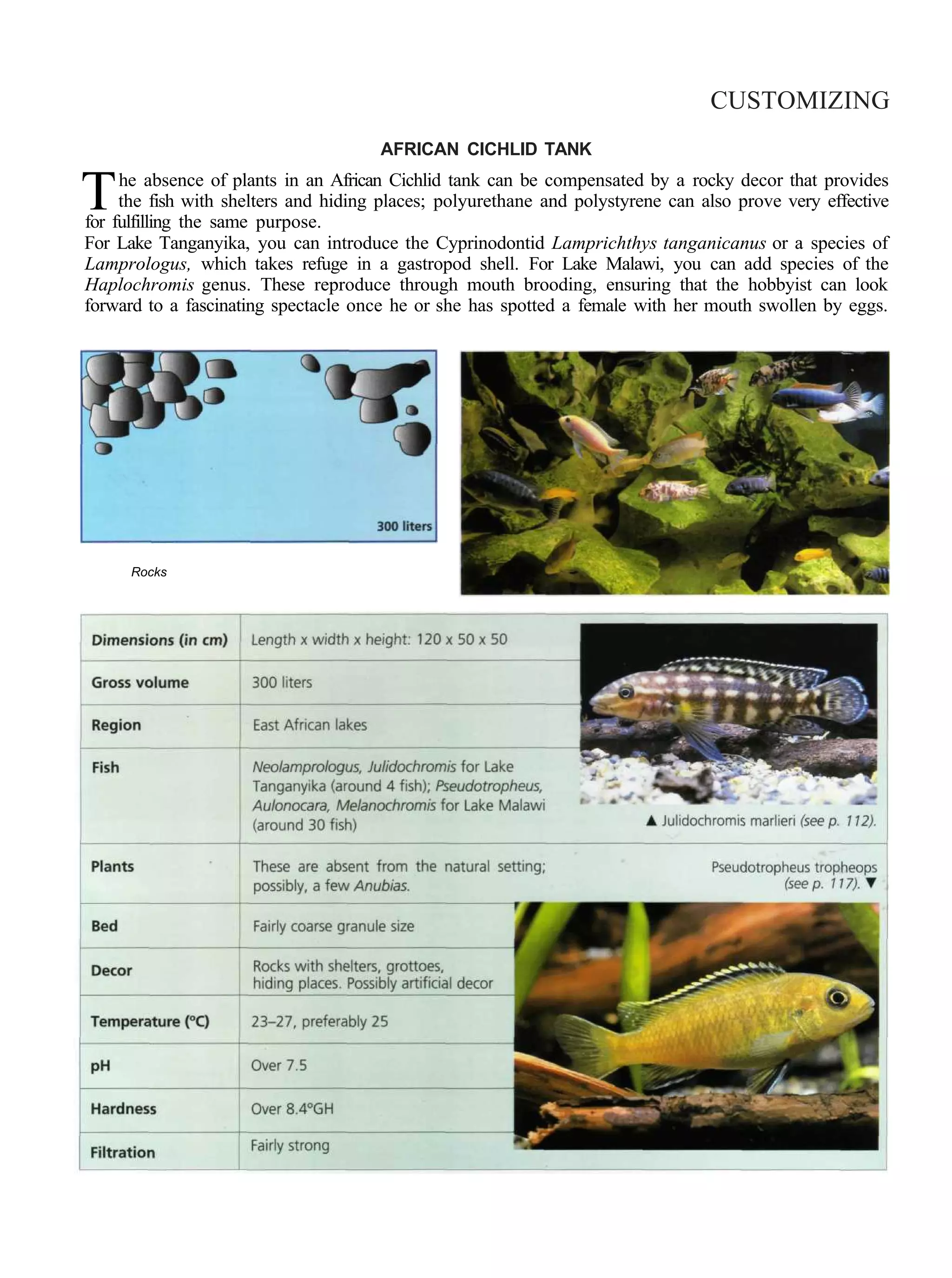 CUSTOMIZING
                                      AFRICAN CICHLID TANK


T    he absence of plants in an African Cichlid tank can be compensated by a rocky decor that provides
     the fish with shelters and hiding places; polyurethane and polystyrene can also prove very effective
for fulfilling the same purpose.
For Lake Tanganyika, you can introduce the Cyprinodontid Lamprichthys tanganicanus or a species of
Lamprologus, which takes refuge in a gastropod shell. For Lake Malawi, you can add species of the
Haplochromis genus. These reproduce through mouth brooding, ensuring that the hobbyist can look
forward to a fascinating spectacle once he or she has spotted a female with her mouth swollen by eggs.




      Rocks
 