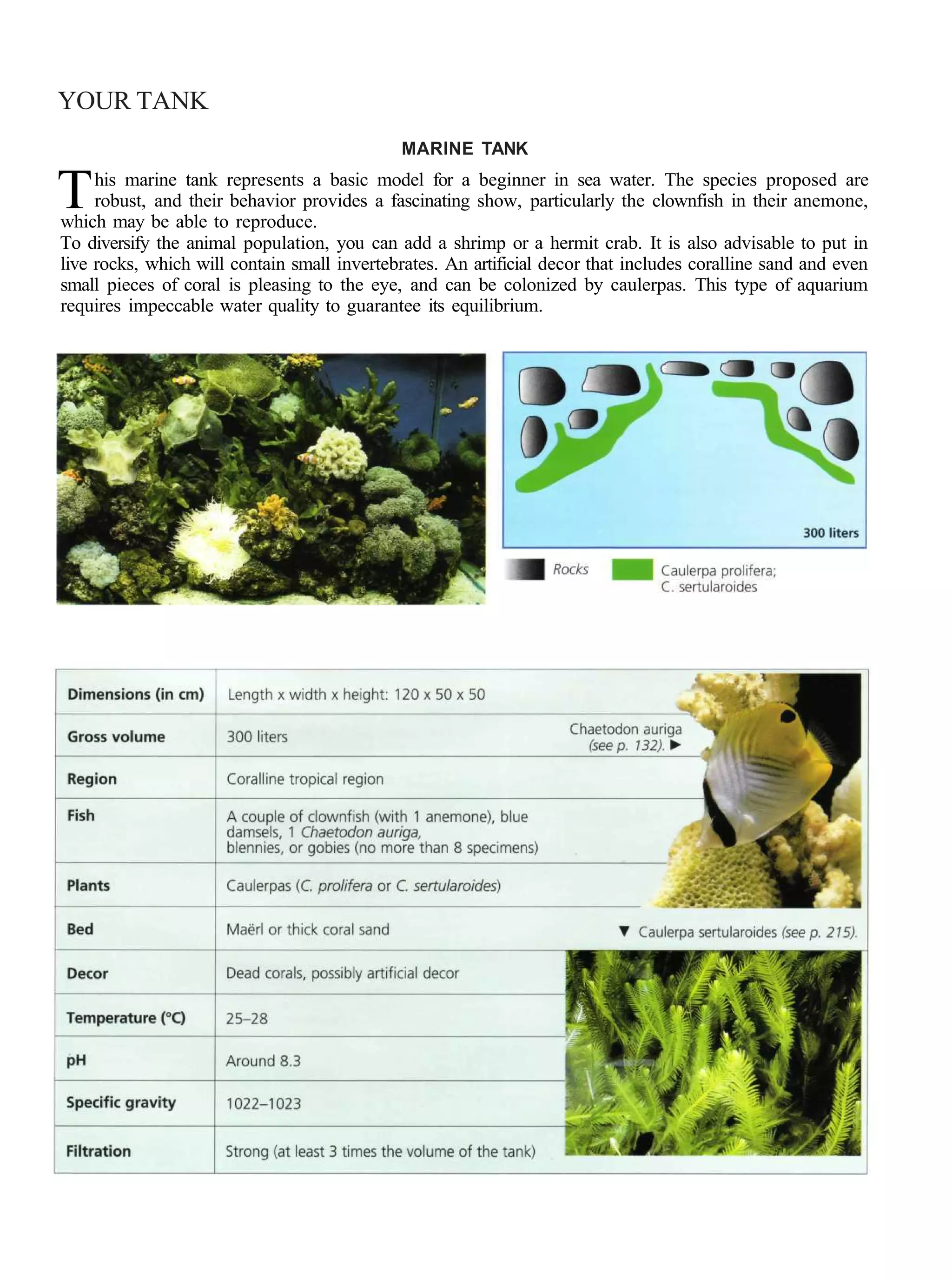 YOUR TANK
                                              MARINE TANK

T    his marine tank represents a basic model for a beginner in sea water. The species proposed are
     robust, and their behavior provides a fascinating show, particularly the clownfish in their anemone,
which may be able to reproduce.
To diversify the animal population, you can add a shrimp or a hermit crab. It is also advisable to put in
live rocks, which will contain small invertebrates. An artificial decor that includes coralline sand and even
small pieces of coral is pleasing to the eye, and can be colonized by caulerpas. This type of aquarium
requires impeccable water quality to guarantee its equilibrium.
 