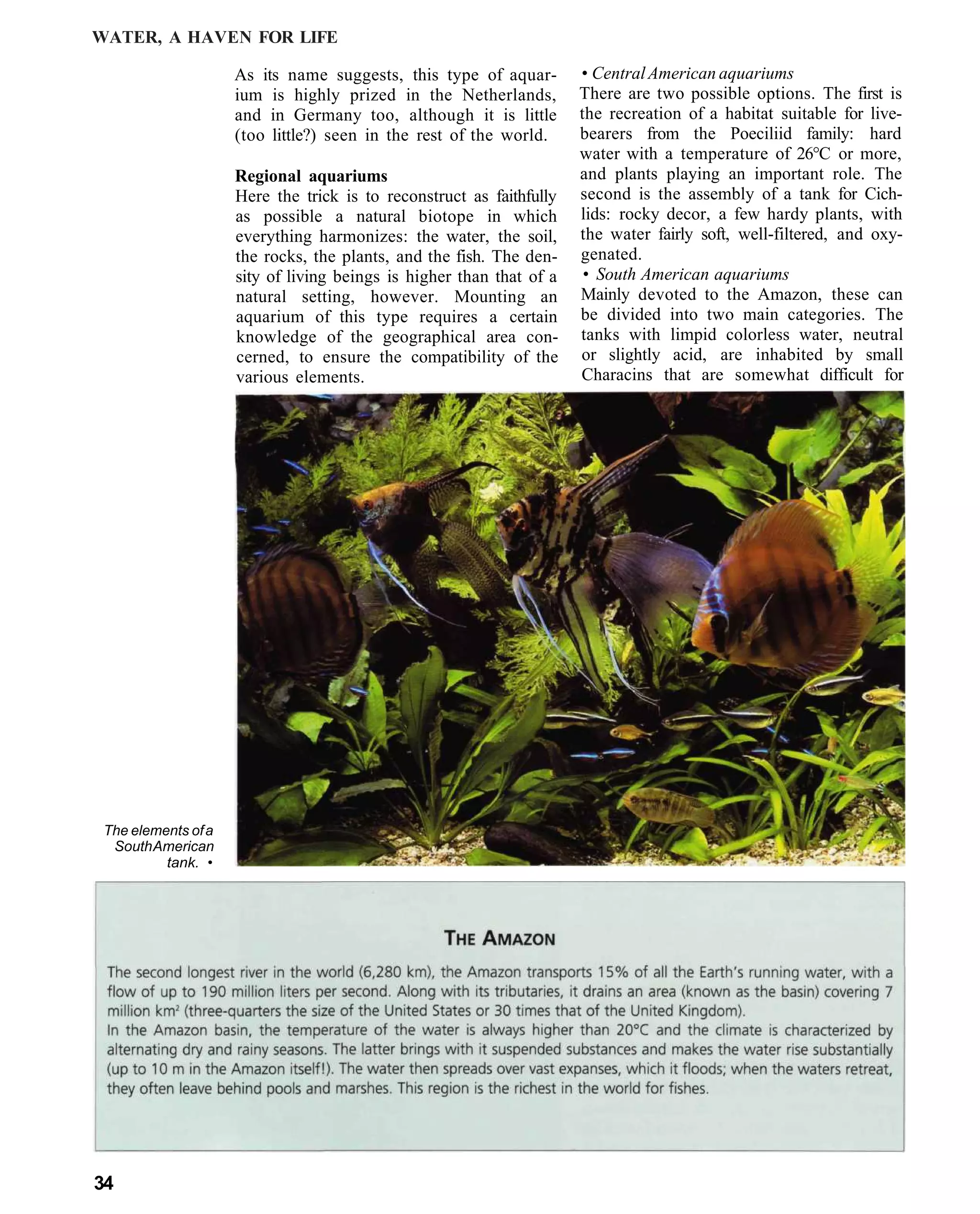 WATER, A HAVEN FOR LIFE

                     As its name suggests, this type of aquar-        • Central American aquariums
                     ium is highly prized in the Netherlands,         There are two possible options. The first is
                     and in Germany too, although it is little        the recreation of a habitat suitable for live-
                     (too little?) seen in the rest of the world.     bearers from the Poeciliid family: hard
                                                                      water with a temperature of 26°C or more,
                     Regional aquariums                               and plants playing an important role. The
                     Here the trick is to reconstruct as faithfully   second is the assembly of a tank for Cich-
                     as possible a natural biotope in which           lids: rocky decor, a few hardy plants, with
                     everything harmonizes: the water, the soil,      the water fairly soft, well-filtered, and oxy-
                     the rocks, the plants, and the fish. The den-    genated.
                     sity of living beings is higher than that of a    • South American aquariums
                     natural setting, however. Mounting an            Mainly devoted to the Amazon, these can
                     aquarium of this type requires a certain         be divided into two main categories. The
                     knowledge of the geographical area con-          tanks with limpid colorless water, neutral
                     cerned, to ensure the compatibility of the       or slightly acid, are inhabited by small
                     various elements.                                Characins that are somewhat difficult for




 The elements of a
  South American
          tank. •




34
 