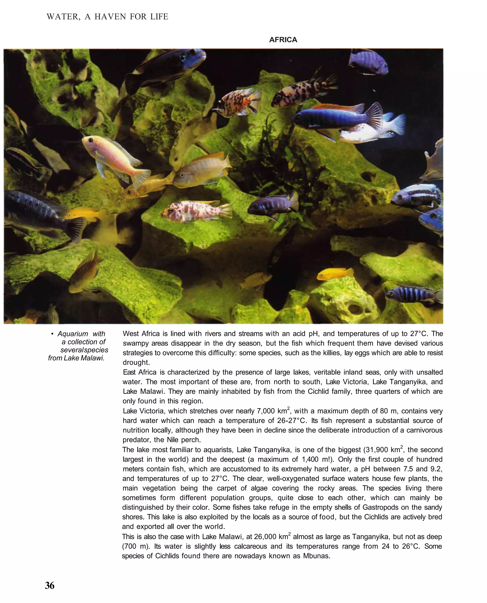 WATER, A HAVEN FOR LIFE

                                                                       AFRICA




 • Aquarium with      West Africa is lined with rivers and streams with an acid pH, and temperatures of up to 27°C. The
    a collection of   swampy areas disappear in the dry season, but the fish which frequent them have devised various
    several species   strategies to overcome this difficulty: some species, such as the killies, lay eggs which are able to resist
from Lake Malawi.
                      drought.
                      East Africa is characterized by the presence of large lakes, veritable inland seas, only with unsalted
                      water. The most important of these are, from north to south, Lake Victoria, Lake Tanganyika, and
                      Lake Malawi. They are mainly inhabited by fish from the Cichlid family, three quarters of which are
                      only found in this region.
                      Lake Victoria, which stretches over nearly 7,000 km2, with a maximum depth of 80 m, contains very
                      hard water which can reach a temperature of 26-27°C. Its fish represent a substantial source of
                      nutrition locally, although they have been in decline since the deliberate introduction of a carnivorous
                      predator, the Nile perch.
                      The lake most familiar to aquarists, Lake Tanganyika, is one of the biggest (31,900 km2, the second
                      largest in the world) and the deepest (a maximum of 1,400 m!). Only the first couple of hundred
                      meters contain fish, which are accustomed to its extremely hard water, a pH between 7.5 and 9.2,
                      and temperatures of up to 27°C. The clear, well-oxygenated surface waters house few plants, the
                      main vegetation being the carpet of algae covering the rocky areas. The species living there
                      sometimes form different population groups, quite close to each other, which can mainly be
                      distinguished by their color. Some fishes take refuge in the empty shells of Gastropods on the sandy
                      shores. This lake is also exploited by the locals as a source of food, but the Cichlids are actively bred
                      and exported all over the world.
                      This is also the case with Lake Malawi, at 26,000 km2 almost as large as Tanganyika, but not as deep
                      (700 m). Its water is slightly less calcareous and its temperatures range from 24 to 26°C. Some
                      species of Cichlids found there are nowadays known as Mbunas.



36
 