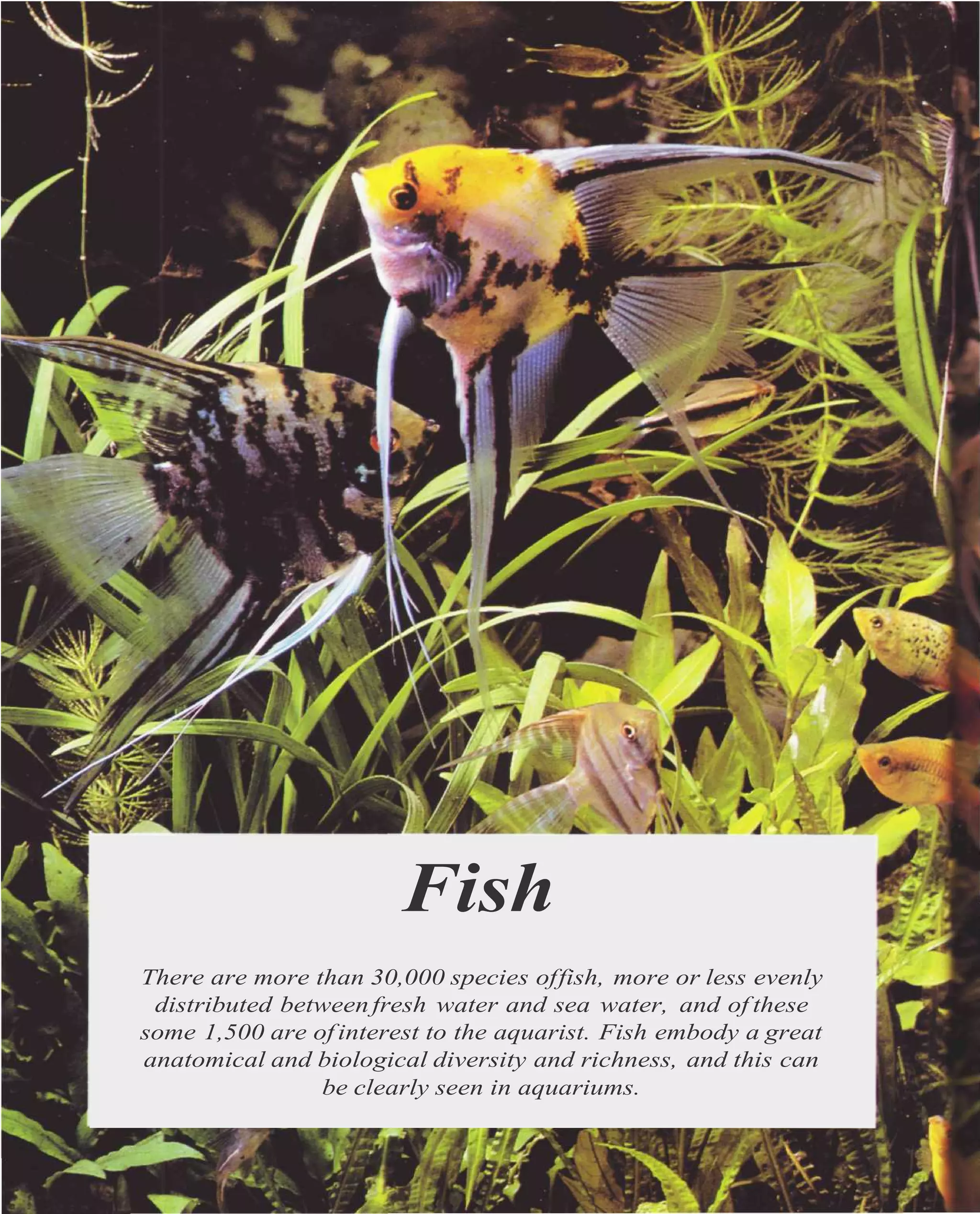 Fish
There are more than 30,000 species of fish, more or less evenly
 distributed between fresh water and sea water, and of these
some 1,500 are of interest to the aquarist. Fish embody a great
anatomical and biological diversity and richness, and this can
                be clearly seen in aquariums.
 