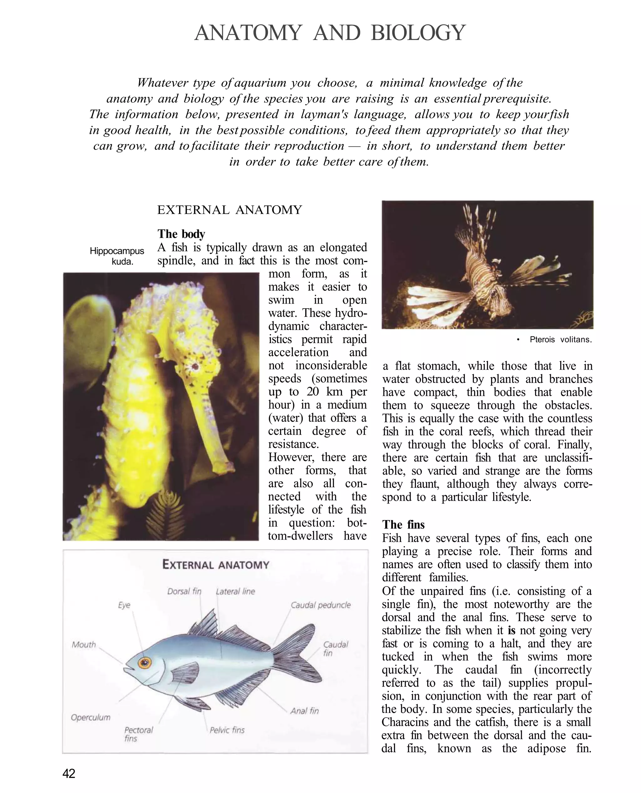 ANATOMY AND BIOLOGY

             Whatever type of aquarium you choose, a minimal knowledge of the
        anatomy and biology of the species you are raising is an essential prerequisite.
     The information below, presented in layman's language, allows you to keep your fish
     in good health, in the best possible conditions, to feed them appropriately so that they
      can grow, and to facilitate their reproduction — in short, to understand them better
                               in order to take better care of them.


                   EXTERNAL ANATOMY
                   The body
     Hippocampus   A fish is typically drawn as an elongated
          kuda.    spindle, and in fact this is the most com-
                                          mon form, as it
                                          makes it easier to
                                          swim      in    open
                                          water. These hydro-
                                          dynamic character-
                                          istics permit rapid                                 •   Pterois volitans.
                                          acceleration     and
                                          not inconsiderable      a flat stomach, while those that live in
                                          speeds (sometimes       water obstructed by plants and branches
                                          up to 20 km per         have compact, thin bodies that enable
                                          hour) in a medium       them to squeeze through the obstacles.
                                          (water) that offers a   This is equally the case with the countless
                                          certain degree of       fish in the coral reefs, which thread their
                                          resistance.             way through the blocks of coral. Finally,
                                          However, there are      there are certain fish that are unclassifi-
                                          other forms, that       able, so varied and strange are the forms
                                          are also all con-       they flaunt, although they always corre-
                                          nected with the         spond to a particular lifestyle.
                                          lifestyle of the fish
                                          in question: bot-       The fins
                                          tom-dwellers have       Fish have several types of fins, each one
                                                                  playing a precise role. Their forms and
                                                                  names are often used to classify them into
                                                                  different families.
                                                                  Of the unpaired fins (i.e. consisting of a
                                                                  single fin), the most noteworthy are the
                                                                  dorsal and the anal fins. These serve to
                                                                  stabilize the fish when it is not going very
                                                                  fast or is coming to a halt, and they are
                                                                  tucked in when the fish swims more
                                                                  quickly. The caudal fin (incorrectly
                                                                  referred to as the tail) supplies propul-
                                                                  sion, in conjunction with the rear part of
                                                                  the body. In some species, particularly the
                                                                  Characins and the catfish, there is a small
                                                                  extra fin between the dorsal and the cau-
                                                                  dal fins, known as the adipose fin.

42
 