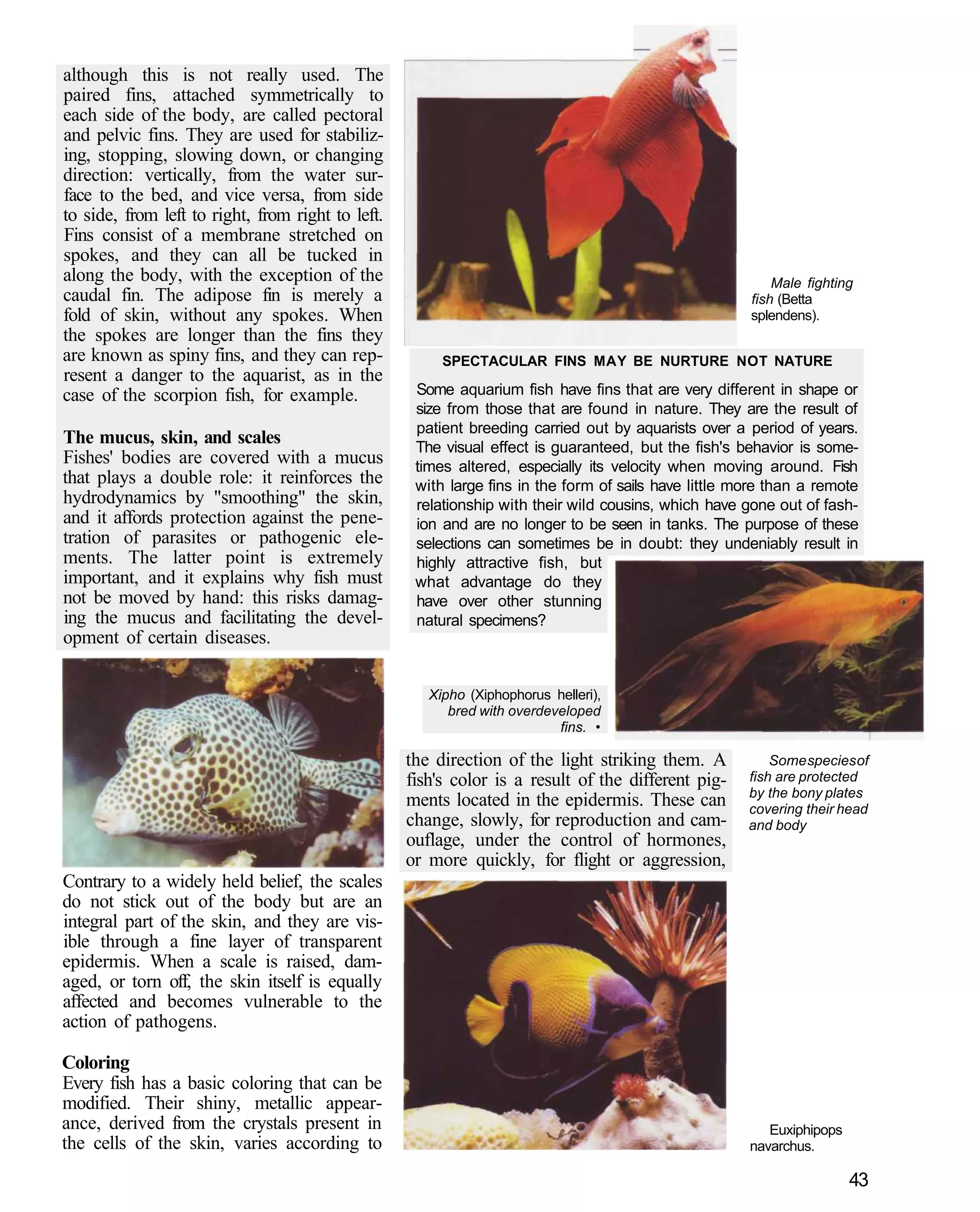 although this is not really used. The
paired fins, attached symmetrically to
each side of the body, are called pectoral
and pelvic fins. They are used for stabiliz-
ing, stopping, slowing down, or changing
direction: vertically, from the water sur-
face to the bed, and vice versa, from side
to side, from left to right, from right to left.
Fins consist of a membrane stretched on
spokes, and they can all be tucked in
along the body, with the exception of the                                                                 Male fighting
caudal fin. The adipose fin is merely a                                                               fish (Betta
fold of skin, without any spokes. When                                                                splendens).
the spokes are longer than the fins they
are known as spiny fins, and they can rep-              SPECTACULAR FINS MAY BE NURTURE NOT NATURE
resent a danger to the aquarist, as in the
case of the scorpion fish, for example.             Some aquarium fish have fins that are very different in shape or
                                                    size from those that are found in nature. They are the result of
                                                    patient breeding carried out by aquarists over a period of years.
The mucus, skin, and scales                         The visual effect is guaranteed, but the fish's behavior is some-
Fishes' bodies are covered with a mucus             times altered, especially its velocity when moving around. Fish
that plays a double role: it reinforces the         with large fins in the form of sails have little more than a remote
hydrodynamics by "smoothing" the skin,              relationship with their wild cousins, which have gone out of fash-
and it affords protection against the pene-         ion and are no longer to be seen in tanks. The purpose of these
tration of parasites or pathogenic ele-             selections can sometimes be in doubt: they undeniably result in
ments. The latter point is extremely                highly attractive fish, but
important, and it explains why fish must            what advantage do they
not be moved by hand: this risks damag-             have over other stunning
ing the mucus and facilitating the devel-           natural specimens?
opment of certain diseases.

                                                      Xipho (Xiphophorus helleri),
                                                         bred with overdeveloped
                                                                          fins. •

                                                   the direction of the light striking them. A            Some species of
                                                   fish's color is a result of the different pig-     fish are protected
                                                                                                      by the bony plates
                                                   ments located in the epidermis. These can          covering their head
                                                   change, slowly, for reproduction and cam-          and body
                                                   ouflage, under the control of hormones,
                                                   or more quickly, for flight or aggression,
Contrary to a widely held belief, the scales
do not stick out of the body but are an
integral part of the skin, and they are vis-
ible through a fine layer of transparent
epidermis. When a scale is raised, dam-
aged, or torn off, the skin itself is equally
affected and becomes vulnerable to the
action of pathogens.

Coloring
Every fish has a basic coloring that can be
modified. Their shiny, metallic appear-
ance, derived from the crystals present in                                                               Euxiphipops
the cells of the skin, varies according to                                                            navarchus.

                                                                                                                       43
 