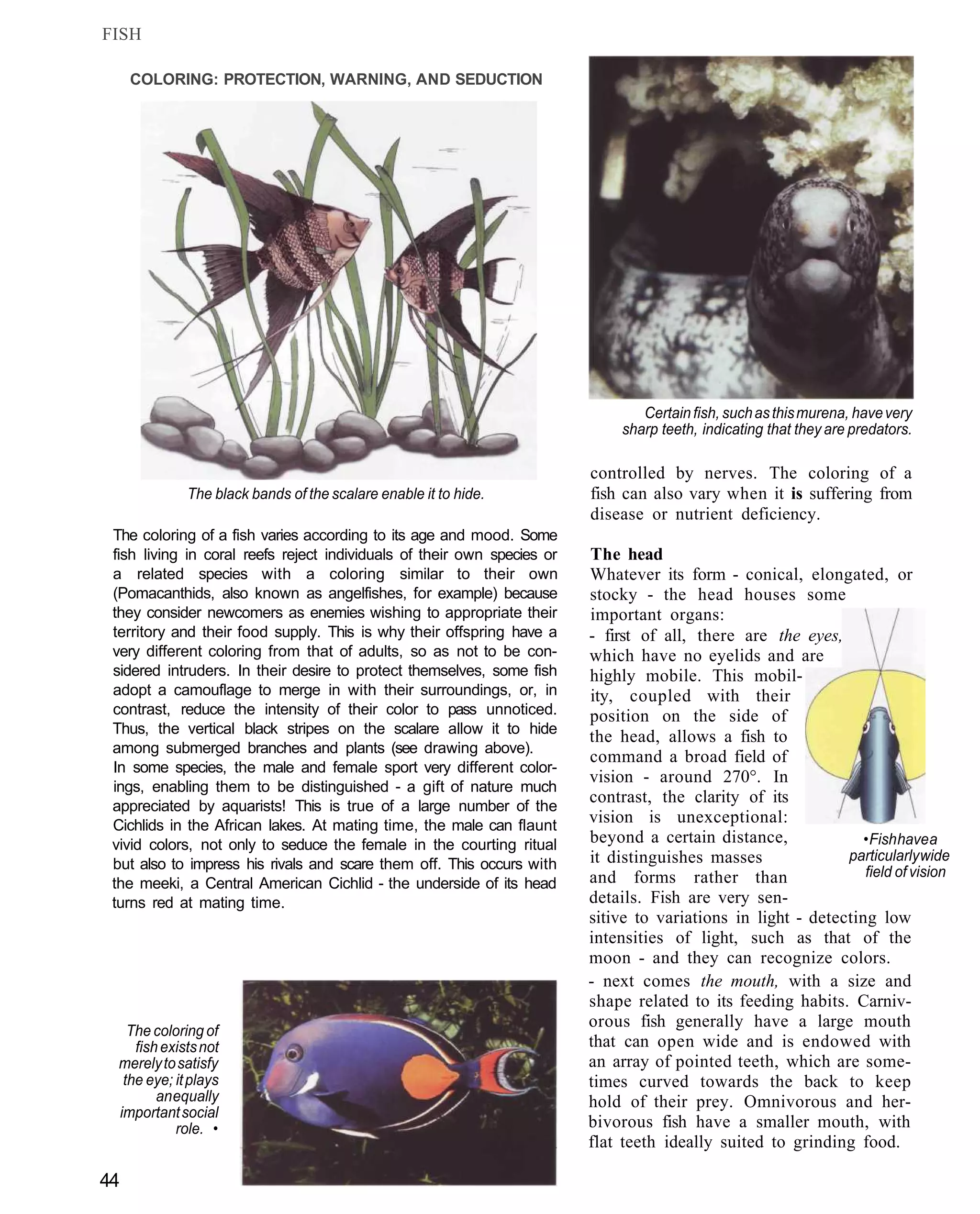 FISH

     COLORING: PROTECTION, WARNING, AND SEDUCTION




                                                                                 Certain fish, such as this murena, have very
                                                                              sharp teeth, indicating that they are predators.

                                                                         controlled by nerves. The coloring of a
              The black bands of the scalare enable it to hide.          fish can also vary when it is suffering from
                                                                         disease or nutrient deficiency.
 The coloring of a fish varies according to its age and mood. Some
 fish living in coral reefs reject individuals of their own species or   The head
 a related species with a coloring similar to their own                  Whatever its form - conical, elongated, or
 (Pomacanthids, also known as angelfishes, for example) because          stocky - the head houses some
 they consider newcomers as enemies wishing to appropriate their         important organs:
 territory and their food supply. This is why their offspring have a     - first of all, there are the eyes,
 very different coloring from that of adults, so as not to be con-       which have no eyelids and are
 sidered intruders. In their desire to protect themselves, some fish     highly mobile. This mobil-
 adopt a camouflage to merge in with their surroundings, or, in          ity, coupled with their
 contrast, reduce the intensity of their color to pass unnoticed.        position on the side of
 Thus, the vertical black stripes on the scalare allow it to hide
                                                                         the head, allows a fish to
 among submerged branches and plants (see drawing above).
                                                                         command a broad field of
 In some species, the male and female sport very different color-
                                                                         vision - around 270°. In
 ings, enabling them to be distinguished - a gift of nature much
                                                                         contrast, the clarity of its
 appreciated by aquarists! This is true of a large number of the
 Cichlids in the African lakes. At mating time, the male can flaunt
                                                                         vision is unexceptional:
 vivid colors, not only to seduce the female in the courting ritual      beyond a certain distance,              • Fish have a
                                                                         it distinguishes masses              particularly wide
 but also to impress his rivals and scare them off. This occurs with                                             field of vision
 the meeki, a Central American Cichlid - the underside of its head       and forms rather than
 turns red at mating time.                                               details. Fish are very sen-
                                                                         sitive to variations in light - detecting low
                                                                         intensities of light, such as that of the
                                                                         moon - and they can recognize colors.
                                                                         - next comes the mouth, with a size and
                                                                         shape related to its feeding habits. Carniv-
                                                                         orous fish generally have a large mouth
    The coloring of
     fish exists not                                                     that can open wide and is endowed with
  merely to satisfy                                                      an array of pointed teeth, which are some-
   the eye; it plays                                                     times curved towards the back to keep
         an equally                                                      hold of their prey. Omnivorous and her-
  important social
            role. •                                                      bivorous fish have a smaller mouth, with
                                                                         flat teeth ideally suited to grinding food.

44
 