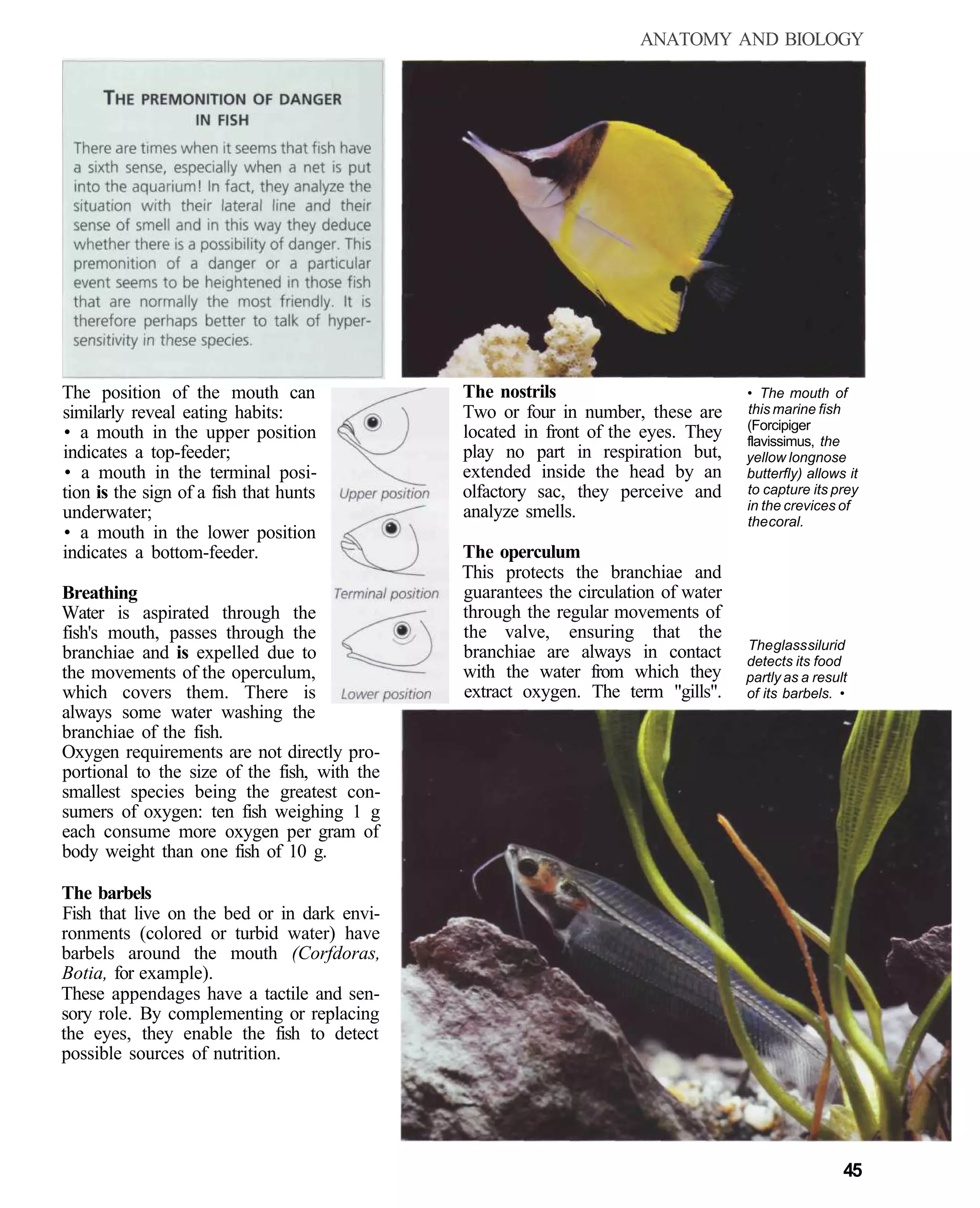 ANATOMY AND BIOLOGY




The position of the mouth can                 The nostrils                          • The mouth of
similarly reveal eating habits:               Two or four in number, these are      this marine fish
                                                                                    (Forcipiger
• a mouth in the upper position               located in front of the eyes. They    flavissimus, the
indicates a top-feeder;                       play no part in respiration but,      yellow longnose
• a mouth in the terminal posi-               extended inside the head by an        butterfly) allows it
tion is the sign of a fish that hunts         olfactory sac, they perceive and      to capture its prey
                                              analyze smells.                       in the crevices of
underwater;                                                                         the coral.
• a mouth in the lower position
indicates a bottom-feeder.                    The operculum
                                              This protects the branchiae and
Breathing                                     guarantees the circulation of water
Water is aspirated through the                through the regular movements of
fish's mouth, passes through the              the valve, ensuring that the
                                                                                    The glass silurid
branchiae and is expelled due to              branchiae are always in contact       detects its food
the movements of the operculum,               with the water from which they        partly as a result
which covers them. There is                   extract oxygen. The term "gills".     of its barbels. •
always some water washing the
branchiae of the fish.
Oxygen requirements are not directly pro-
portional to the size of the fish, with the
smallest species being the greatest con-
sumers of oxygen: ten fish weighing 1 g
each consume more oxygen per gram of
body weight than one fish of 10 g.

The barbels
Fish that live on the bed or in dark envi-
ronments (colored or turbid water) have
barbels around the mouth (Corfdoras,
Botia, for example).
These appendages have a tactile and sen-
sory role. By complementing or replacing
the eyes, they enable the fish to detect
possible sources of nutrition.




                                                                                                     45
 