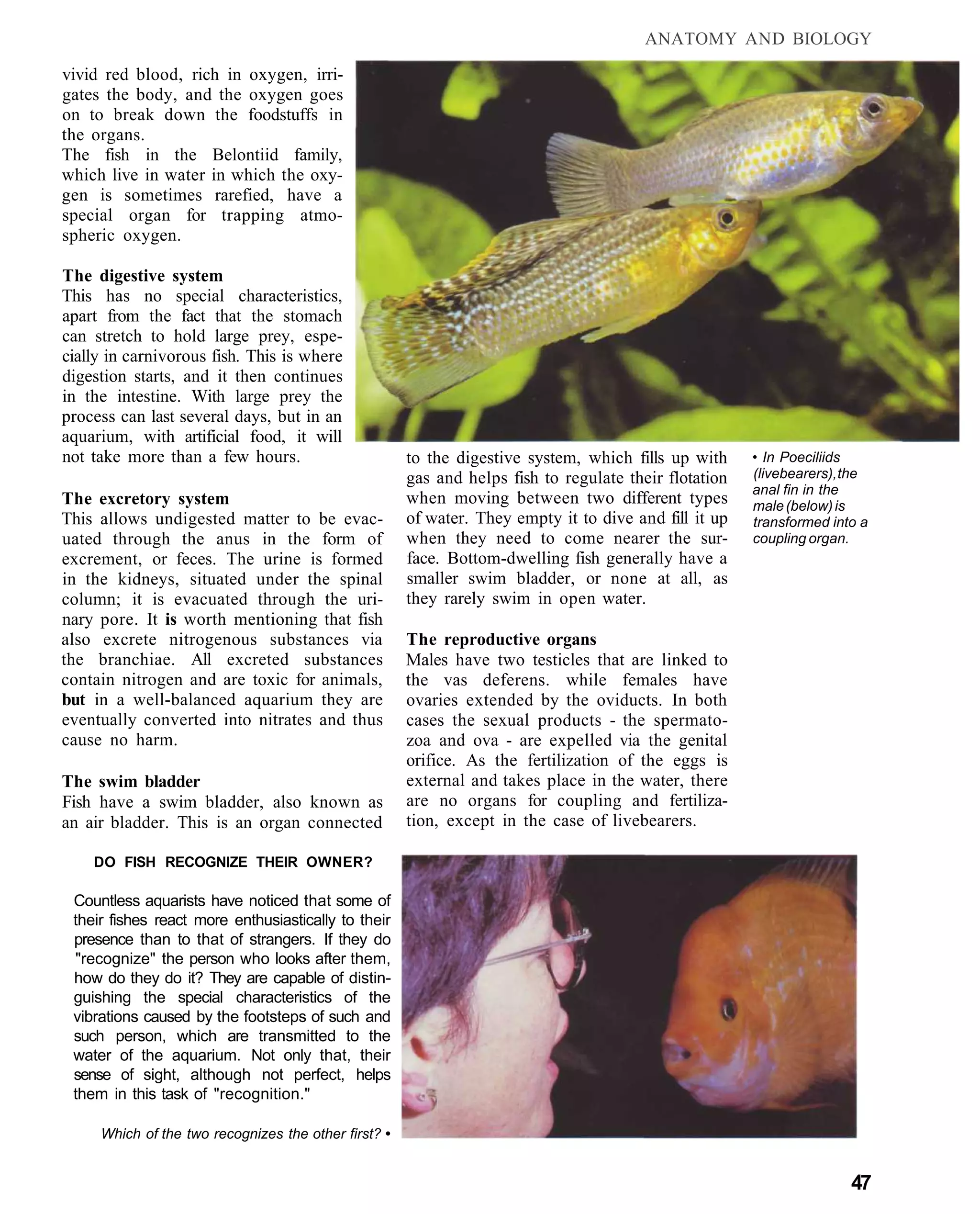 ANATOMY AND BIOLOGY

vivid red blood, rich in oxygen, irri-
gates the body, and the oxygen goes
on to break down the foodstuffs in
the organs.
The fish in the Belontiid family,
which live in water in which the oxy-
gen is sometimes rarefied, have a
special organ for trapping atmo-
spheric oxygen.

The digestive system
This has no special characteristics,
apart from the fact that the stomach
can stretch to hold large prey, espe-
cially in carnivorous fish. This is where
digestion starts, and it then continues
in the intestine. With large prey the
process can last several days, but in an
aquarium, with artificial food, it will
not take more than a few hours.                       to the digestive system, which fills up with     • In Poeciliids
                                                      gas and helps fish to regulate their flotation   (livebearers), the
                                                                                                       anal fin in the
The excretory system                                  when moving between two different types          male (below) is
This allows undigested matter to be evac-             of water. They empty it to dive and fill it up   transformed into a
uated through the anus in the form of                 when they need to come nearer the sur-           coupling organ.
excrement, or feces. The urine is formed              face. Bottom-dwelling fish generally have a
in the kidneys, situated under the spinal             smaller swim bladder, or none at all, as
column; it is evacuated through the uri-              they rarely swim in open water.
nary pore. It is worth mentioning that fish
also excrete nitrogenous substances via               The reproductive organs
the branchiae. All excreted substances                Males have two testicles that are linked to
contain nitrogen and are toxic for animals,           the vas deferens. while females have
but in a well-balanced aquarium they are              ovaries extended by the oviducts. In both
eventually converted into nitrates and thus           cases the sexual products - the spermato-
cause no harm.                                        zoa and ova - are expelled via the genital
                                                      orifice. As the fertilization of the eggs is
The swim bladder                                      external and takes place in the water, there
Fish have a swim bladder, also known as               are no organs for coupling and fertiliza-
an air bladder. This is an organ connected            tion, except in the case of livebearers.

    DO FISH RECOGNIZE THEIR OWNER?

 Countless aquarists have noticed that some of
 their fishes react more enthusiastically to their
 presence than to that of strangers. If they do
 "recognize" the person who looks after them,
 how do they do it? They are capable of distin-
 guishing the special characteristics of the
 vibrations caused by the footsteps of such and
 such person, which are transmitted to the
 water of the aquarium. Not only that, their
 sense of sight, although not perfect, helps
 them in this task of "recognition."

     Which of the two recognizes the other first? •


                                                                                                                      47
 