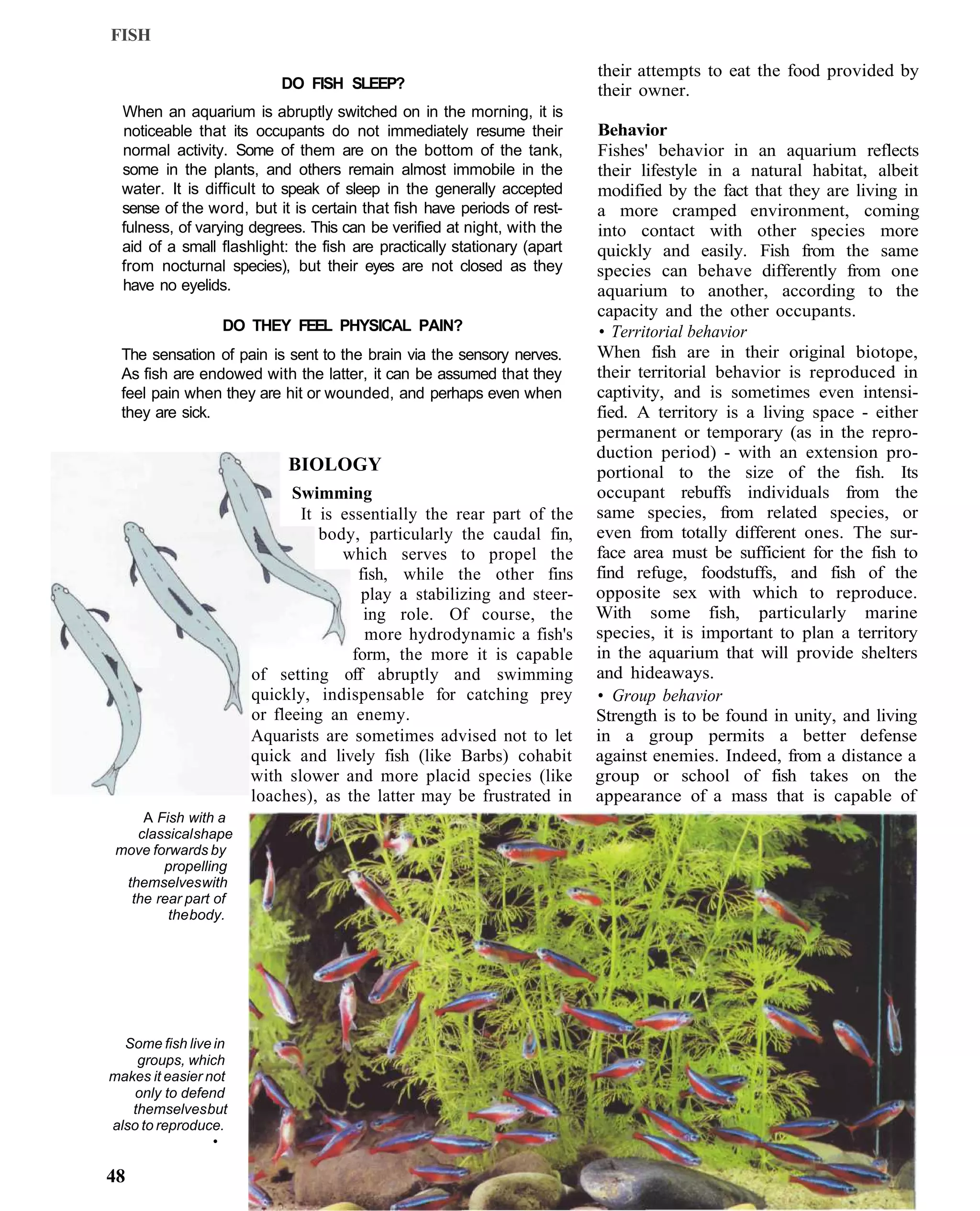 FISH

                                                                          their attempts to eat the food provided by
                          DO FISH SLEEP?                                  their owner.
  When an aquarium is abruptly switched on in the morning, it is
  noticeable that its occupants do not immediately resume their           Behavior
  normal activity. Some of them are on the bottom of the tank,            Fishes' behavior in an aquarium reflects
  some in the plants, and others remain almost immobile in the            their lifestyle in a natural habitat, albeit
  water. It is difficult to speak of sleep in the generally accepted      modified by the fact that they are living in
  sense of the word, but it is certain that fish have periods of rest-    a more cramped environment, coming
  fulness, of varying degrees. This can be verified at night, with the    into contact with other species more
  aid of a small flashlight: the fish are practically stationary (apart   quickly and easily. Fish from the same
  from nocturnal species), but their eyes are not closed as they          species can behave differently from one
  have no eyelids.                                                        aquarium to another, according to the
                                                                          capacity and the other occupants.
                  DO THEY FEEL PHYSICAL PAIN?                              • Territorial behavior
  The sensation of pain is sent to the brain via the sensory nerves.      When fish are in their original biotope,
  As fish are endowed with the latter, it can be assumed that they        their territorial behavior is reproduced in
  feel pain when they are hit or wounded, and perhaps even when           captivity, and is sometimes even intensi-
  they are sick.                                                          fied. A territory is a living space - either
                                                                          permanent or temporary (as in the repro-
                                                                          duction period) - with an extension pro-
                            BIOLOGY                                       portional to the size of the fish. Its
                            Swimming                                      occupant rebuffs individuals from the
                             It is essentially the rear part of the       same species, from related species, or
                                body, particularly the caudal fin,        even from totally different ones. The sur-
                                   which serves to propel the             face area must be sufficient for the fish to
                                      fish, while the other fins          find refuge, foodstuffs, and fish of the
                                      play a stabilizing and steer-       opposite sex with which to reproduce.
                                       ing role. Of course, the           With some fish, particularly marine
                                       more hydrodynamic a fish's         species, it is important to plan a territory
                                     form, the more it is capable         in the aquarium that will provide shelters
                      of setting off abruptly and swimming                and hideaways.
                      quickly, indispensable for catching prey            • Group behavior
                      or fleeing an enemy.                                Strength is to be found in unity, and living
                      Aquarists are sometimes advised not to let          in a group permits a better defense
                      quick and lively fish (like Barbs) cohabit          against enemies. Indeed, from a distance a
                      with slower and more placid species (like           group or school of fish takes on the
                      loaches), as the latter may be frustrated in        appearance of a mass that is capable of
     A Fish with a
    classical shape
 move forwards by
        propelling
  themselves with
   the rear part of
         the body.




  Some fish live in
    groups, which
makes it easier not
    only to defend
   themselves but
also to reproduce.
                 •

48
 