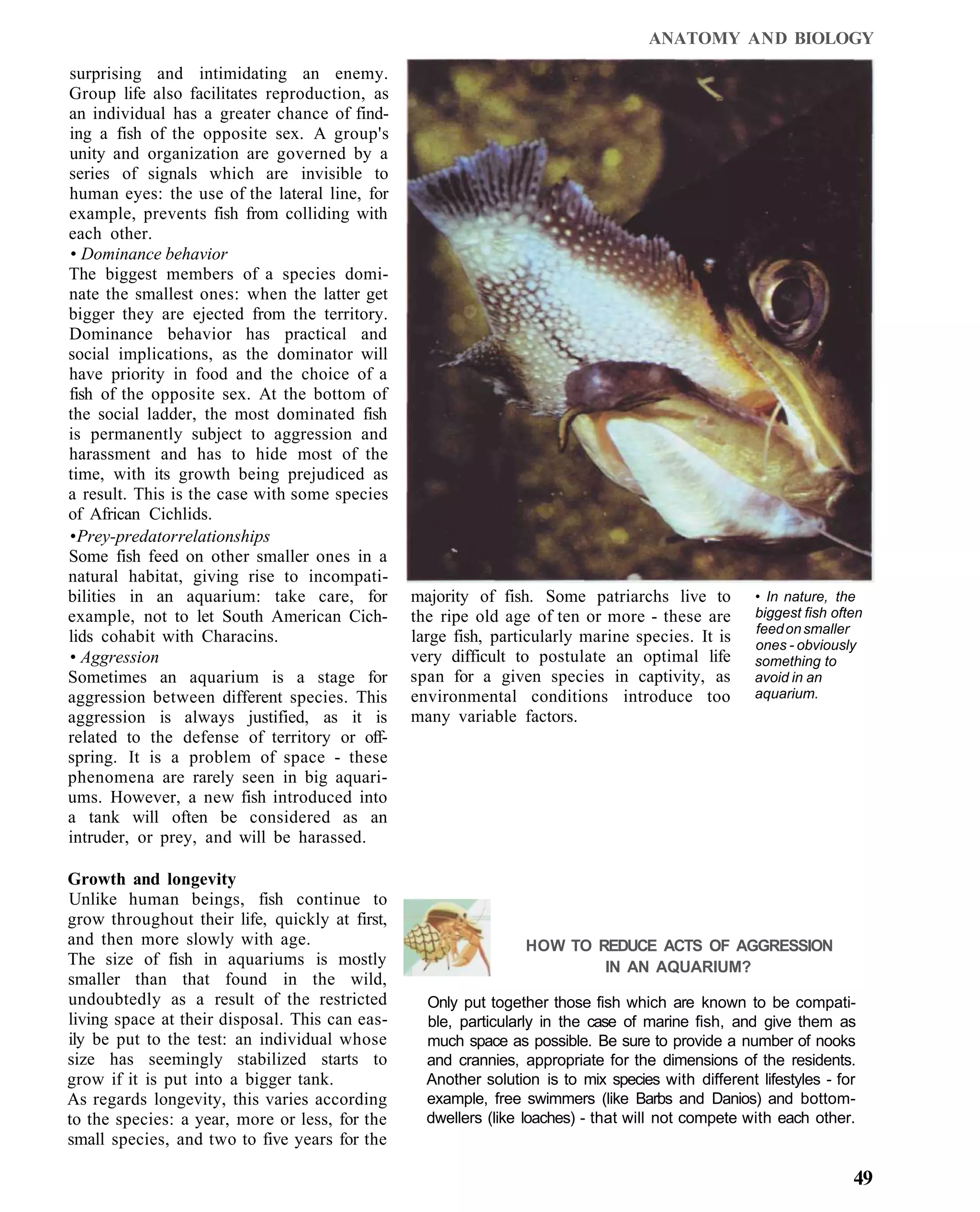 ANATOMY AND BIOLOGY
surprising and intimidating an enemy.
Group life also facilitates reproduction, as
an individual has a greater chance of find-
ing a fish of the opposite sex. A group's
unity and organization are governed by a
series of signals which are invisible to
human eyes: the use of the lateral line, for
example, prevents fish from colliding with
each other.
• Dominance behavior
The biggest members of a species domi-
nate the smallest ones: when the latter get
bigger they are ejected from the territory.
Dominance behavior has practical and
social implications, as the dominator will
have priority in food and the choice of a
fish of the opposite sex. At the bottom of
the social ladder, the most dominated fish
is permanently subject to aggression and
harassment and has to hide most of the
time, with its growth being prejudiced as
a result. This is the case with some species
of African Cichlids.
• Prey-predator relationships
Some fish feed on other smaller ones in a
natural habitat, giving rise to incompati-
bilities in an aquarium: take care, for         majority of fish. Some patriarchs live to           • In nature, the
example, not to let South American Cich-        the ripe old age of ten or more - these are         biggest fish often
                                                                                                    feed on smaller
lids cohabit with Characins.                    large fish, particularly marine species. It is      ones - obviously
• Aggression                                    very difficult to postulate an optimal life         something to
Sometimes an aquarium is a stage for            span for a given species in captivity, as           avoid in an
aggression between different species. This      environmental conditions introduce too              aquarium.
aggression is always justified, as it is        many variable factors.
related to the defense of territory or off-
spring. It is a problem of space - these
phenomena are rarely seen in big aquari-
ums. However, a new fish introduced into
a tank will often be considered as an
intruder, or prey, and will be harassed.

Growth and longevity
Unlike human beings, fish continue to
grow throughout their life, quickly at first,
and then more slowly with age.                                   HOW TO REDUCE ACTS OF AGGRESSION
The size of fish in aquariums is mostly                                  IN AN AQUARIUM?
smaller than that found in the wild,
undoubtedly as a result of the restricted         Only put together those fish which are known to be compati-
living space at their disposal. This can eas-     ble, particularly in the case of marine fish, and give them as
ily be put to the test: an individual whose       much space as possible. Be sure to provide a number of nooks
size has seemingly stabilized starts to           and crannies, appropriate for the dimensions of the residents.
grow if it is put into a bigger tank.             Another solution is to mix species with different lifestyles - for
As regards longevity, this varies according       example, free swimmers (like Barbs and Danios) and bottom-
to the species: a year, more or less, for the     dwellers (like loaches) - that will not compete with each other.
small species, and two to five years for the

                                                                                                                    49
 