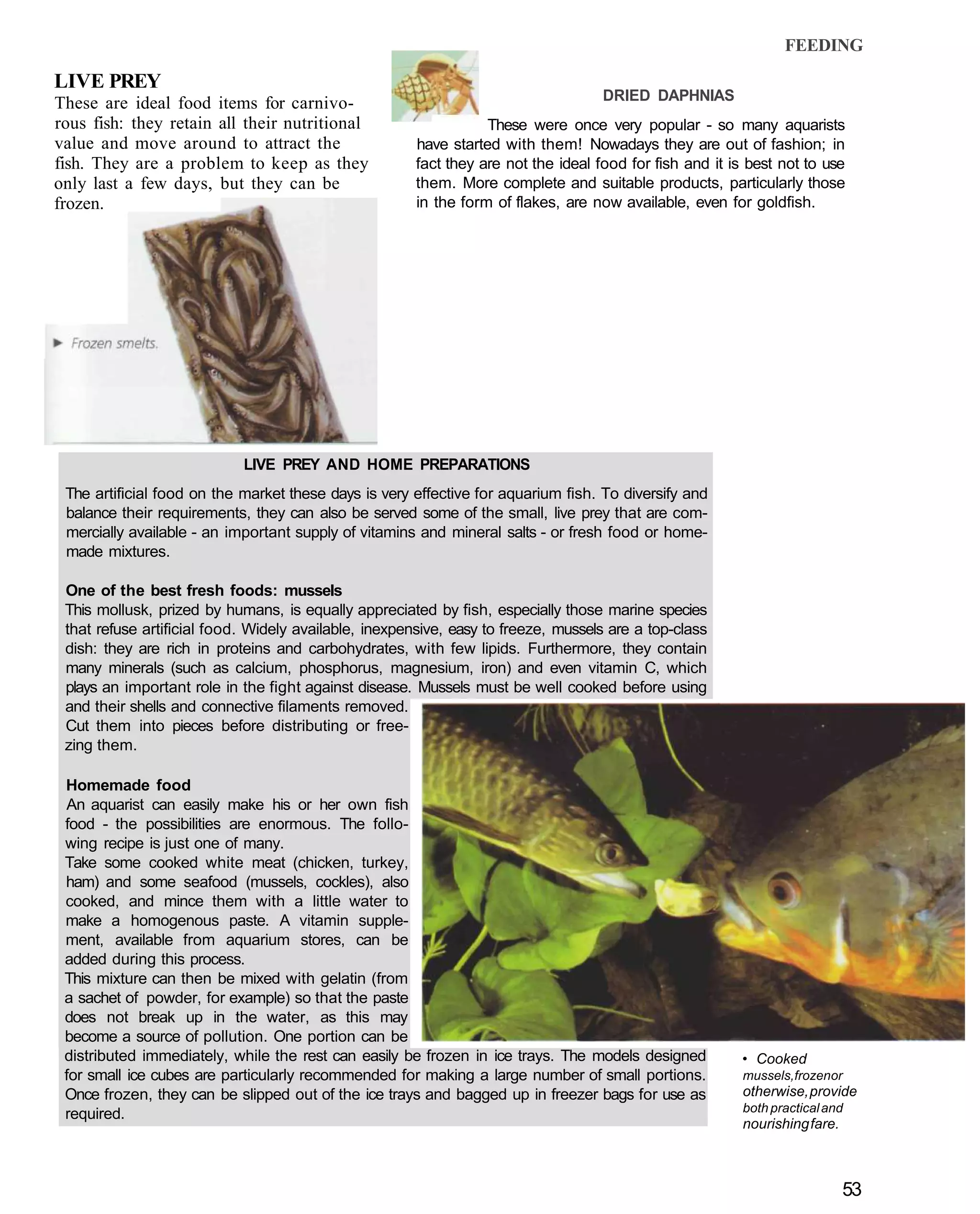 FEEDING

LIVE PREY
These are ideal food items for carnivo-                                             DRIED DAPHNIAS
rous fish: they retain all their nutritional                      These were once very popular - so many aquarists
value and move around to attract the                   have started with them! Nowadays they are out of fashion; in
fish. They are a problem to keep as they               fact they are not the ideal food for fish and it is best not to use
only last a few days, but they can be                  them. More complete and suitable products, particularly those
frozen.                                                in the form of flakes, are now available, even for goldfish.




                            LIVE PREY AND HOME PREPARATIONS
 The artificial food on the market these days is very effective for aquarium fish. To diversify and
 balance their requirements, they can also be served some of the small, live prey that are com-
 mercially available - an important supply of vitamins and mineral salts - or fresh food or home-
 made mixtures.

 One of the best fresh foods: mussels
 This mollusk, prized by humans, is equally appreciated by fish, especially those marine species
 that refuse artificial food. Widely available, inexpensive, easy to freeze, mussels are a top-class
 dish: they are rich in proteins and carbohydrates, with few lipids. Furthermore, they contain
 many minerals (such as calcium, phosphorus, magnesium, iron) and even vitamin C, which
 plays an important role in the fight against disease. Mussels must be well cooked before using
 and their shells and connective filaments removed.
 Cut them into pieces before distributing or free-
 zing them.

 Homemade food
 An aquarist can easily make his or her own fish
 food - the possibilities are enormous. The follo-
 wing recipe is just one of many.
 Take some cooked white meat (chicken, turkey,
 ham) and some seafood (mussels, cockles), also
 cooked, and mince them with a little water to
 make a homogenous paste. A vitamin supple-
 ment, available from aquarium stores, can be
 added during this process.
 This mixture can then be mixed with gelatin (from
 a sachet of powder, for example) so that the paste
 does not break up in the water, as this may
 become a source of pollution. One portion can be
 distributed immediately, while the rest can easily be frozen in ice trays. The models designed          • Cooked
 for small ice cubes are particularly recommended for making a large number of small portions.           mussels,frozenor
 Once frozen, they can be slipped out of the ice trays and bagged up in freezer bags for use as          otherwise, provide
                                                                                                         both practical and
 required.
                                                                                                         nourishing fare.



                                                                                                                            53
 