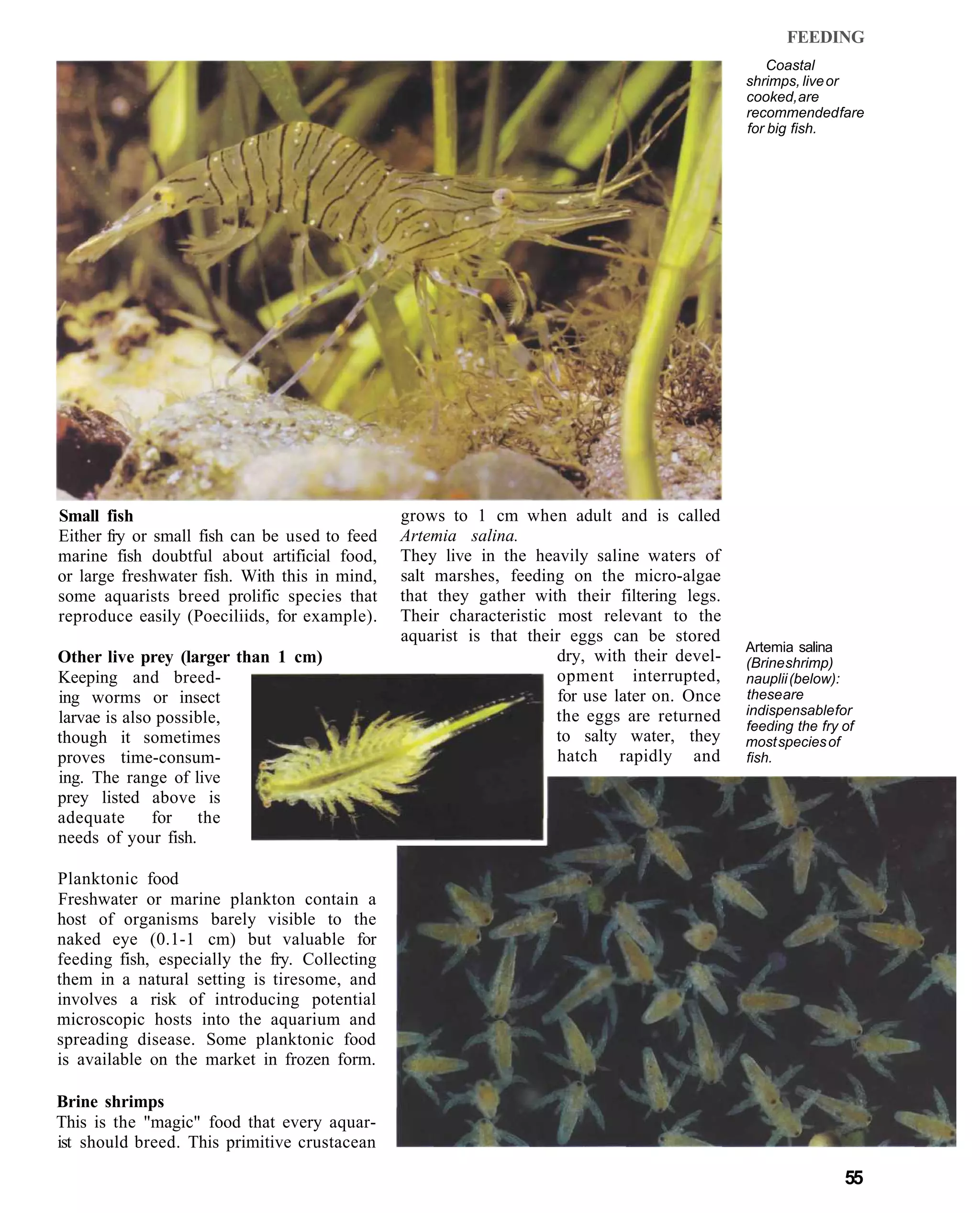 FEEDING
                                                                                                 Coastal
                                                                                             shrimps, live or
                                                                                             cooked, are
                                                                                             recommended fare
                                                                                             for big fish.




Small fish                                     grows to 1 cm when adult and is called
Either fry or small fish can be used to feed   Artemia salina.
marine fish doubtful about artificial food,    They live in the heavily saline waters of
or large freshwater fish. With this in mind,   salt marshes, feeding on the micro-algae
some aquarists breed prolific species that     that they gather with their filtering legs.
reproduce easily (Poeciliids, for example).    Their characteristic most relevant to the
                                               aquarist is that their eggs can be stored
                                                                                             Artemia salina
Other live prey (larger than 1 cm)                                  dry, with their devel-   (Brine shrimp)
Keeping and breed-                                                  opment interrupted,      nauplii (below):
ing worms or insect                                                 for use later on. Once   these are
                                                                    the eggs are returned    indispensable for
larvae is also possible,                                                                     feeding the fry of
though it sometimes                                                 to salty water, they     most species of
proves time-consum-                                                 hatch rapidly and        fish.
ing. The range of live
prey listed above is
adequate      for the
needs of your fish.

Planktonic food
Freshwater or marine plankton contain a
host of organisms barely visible to the
naked eye (0.1-1 cm) but valuable for
feeding fish, especially the fry. Collecting
them in a natural setting is tiresome, and
involves a risk of introducing potential
microscopic hosts into the aquarium and
spreading disease. Some planktonic food
is available on the market in frozen form.

Brine shrimps
This is the "magic" food that every aquar-
ist should breed. This primitive crustacean

                                                                                                             55
 