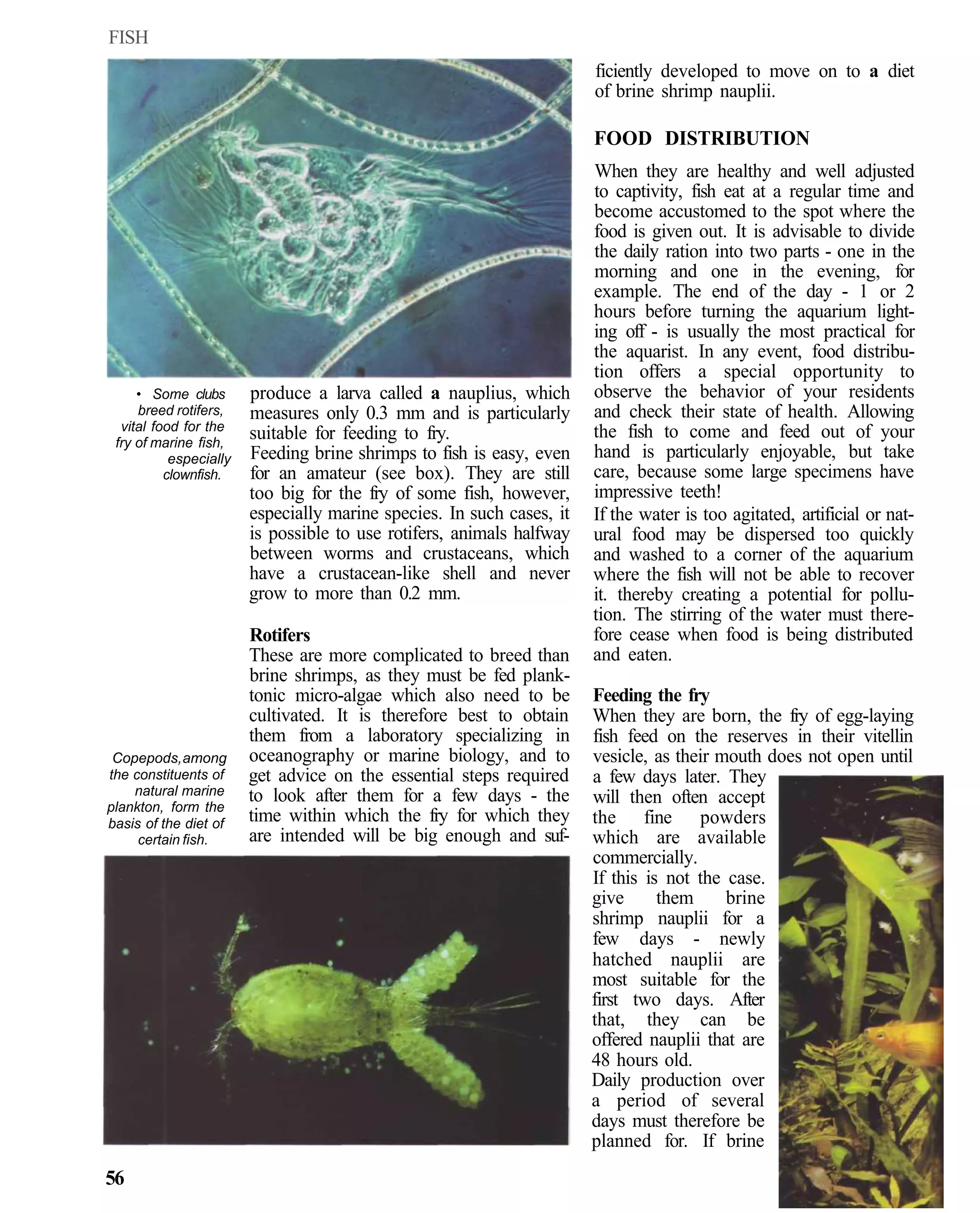 FISH
                                                                       ficiently developed to move on to a diet
                                                                       of brine shrimp nauplii.

                                                                       FOOD DISTRIBUTION
                                                                       When they are healthy and well adjusted
                                                                       to captivity, fish eat at a regular time and
                                                                       become accustomed to the spot where the
                                                                       food is given out. It is advisable to divide
                                                                       the daily ration into two parts - one in the
                                                                       morning and one in the evening, for
                                                                       example. The end of the day - 1 or 2
                                                                       hours before turning the aquarium light-
                                                                       ing off - is usually the most practical for
                                                                       the aquarist. In any event, food distribu-
                                                                       tion offers a special opportunity to
     • Some clubs       produce a larva called a nauplius, which       observe the behavior of your residents
     breed rotifers,    measures only 0.3 mm and is particularly       and check their state of health. Allowing
  vital food for the                                                   the fish to come and feed out of your
 fry of marine fish,
                        suitable for feeding to fry.
           especially   Feeding brine shrimps to fish is easy, even    hand is particularly enjoyable, but take
          clownfish.    for an amateur (see box). They are still       care, because some large specimens have
                        too big for the fry of some fish, however,     impressive teeth!
                        especially marine species. In such cases, it   If the water is too agitated, artificial or nat-
                        is possible to use rotifers, animals halfway   ural food may be dispersed too quickly
                        between worms and crustaceans, which           and washed to a corner of the aquarium
                        have a crustacean-like shell and never         where the fish will not be able to recover
                        grow to more than 0.2 mm.                      it. thereby creating a potential for pollu-
                                                                       tion. The stirring of the water must there-
                        Rotifers                                       fore cease when food is being distributed
                        These are more complicated to breed than       and eaten.
                        brine shrimps, as they must be fed plank-
                        tonic micro-algae which also need to be        Feeding the fry
                        cultivated. It is therefore best to obtain     When they are born, the fry of egg-laying
                        them from a laboratory specializing in         fish feed on the reserves in their vitellin
 Copepods, among        oceanography or marine biology, and to         vesicle, as their mouth does not open until
the constituents of     get advice on the essential steps required     a few days later. They
    natural marine      to look after them for a few days - the
plankton, form the
                                                                       will then often accept
basis of the diet of    time within which the fry for which they       the fine powders
     certain fish.      are intended will be big enough and suf-       which are available
                                                                       commercially.
                                                                       If this is not the case.
                                                                       give      them     brine
                                                                       shrimp nauplii for a
                                                                       few days - newly
                                                                       hatched nauplii are
                                                                       most suitable for the
                                                                       first two days. After
                                                                       that, they can be
                                                                       offered nauplii that are
                                                                       48 hours old.
                                                                       Daily production over
                                                                       a period of several
                                                                       days must therefore be
                                                                       planned for. If brine
56
 