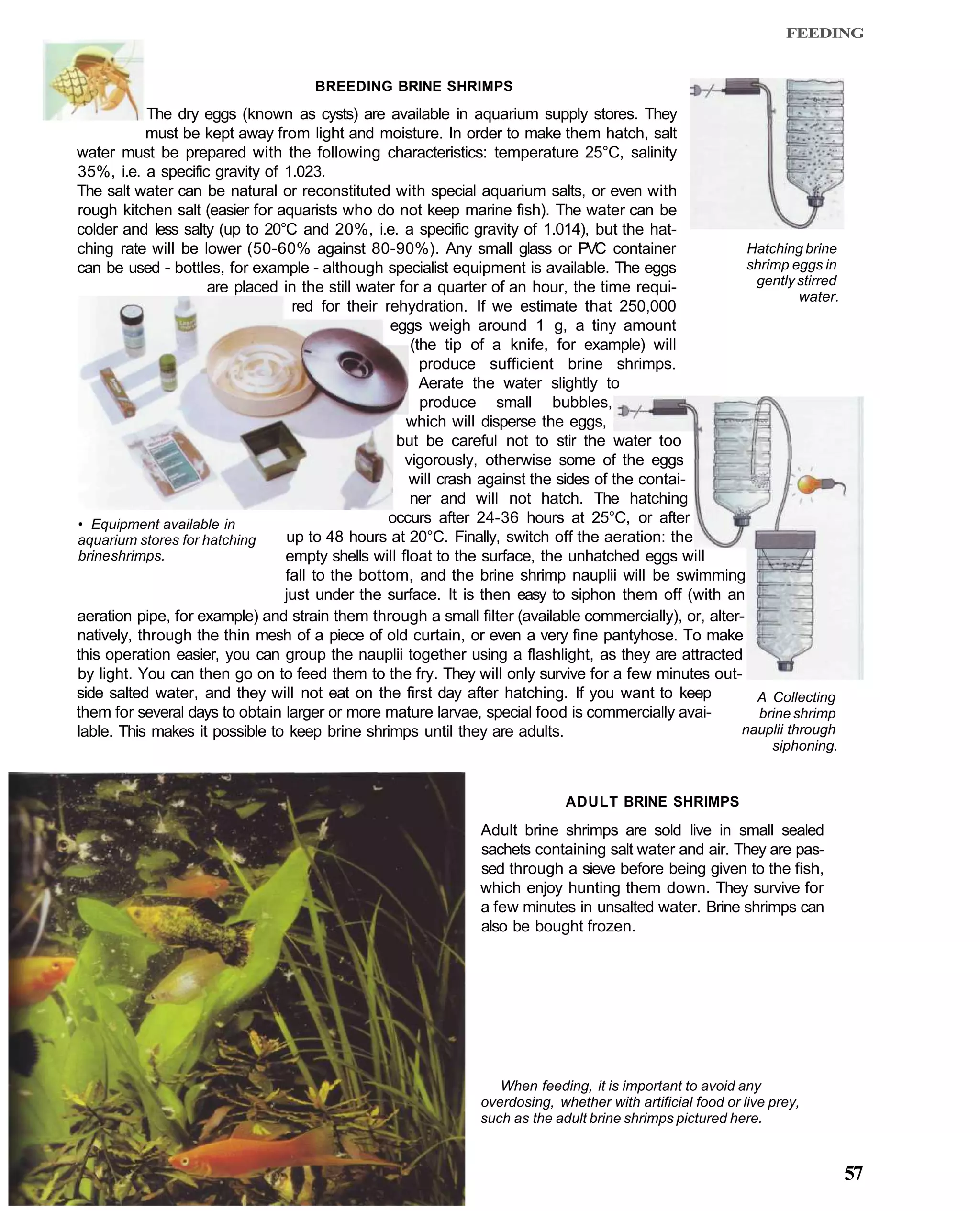 FEEDING


                                     BREEDING BRINE SHRIMPS
           The dry eggs (known as cysts) are available in aquarium supply stores. They
           must be kept away from light and moisture. In order to make them hatch, salt
water must be prepared with the following characteristics: temperature 25°C, salinity
35%, i.e. a specific gravity of 1.023.
The salt water can be natural or reconstituted with special aquarium salts, or even with
rough kitchen salt (easier for aquarists who do not keep marine fish). The water can be
colder and less salty (up to 20°C and 20%, i.e. a specific gravity of 1.014), but the hat-
ching rate will be lower (50-60% against 80-90%). Any small glass or PVC container                      Hatching brine
can be used - bottles, for example - although specialist equipment is available. The eggs               shrimp eggs in
                     are placed in the still water for a quarter of an hour, the time requi-             gently stirred
                                                                                                                 water.
                                  red for their rehydration. If we estimate that 250,000
                                                 eggs weigh around 1 g, a tiny amount
                                                     (the tip of a knife, for example) will
                                                       produce sufficient brine shrimps.
                                                       Aerate the water slightly to
                                                       produce small bubbles,
                                                    which will disperse the eggs,
                                                  but be careful not to stir the water too
                                                    vigorously, otherwise some of the eggs
                                                     will crash against the sides of the contai-
                                                     ner and will not hatch. The hatching
• Equipment available in                         occurs after 24-36 hours at 25°C, or after
aquarium stores for hatching     up to 48 hours at 20°C. Finally, switch off the aeration: the
brine shrimps.                  empty shells will float to the surface, the unhatched eggs will
                                fall to the bottom, and the brine shrimp nauplii will be swimming
                                just under the surface. It is then easy to siphon them off (with an
aeration pipe, for example) and strain them through a small filter (available commercially), or, alter-
natively, through the thin mesh of a piece of old curtain, or even a very fine pantyhose. To make
this operation easier, you can group the nauplii together using a flashlight, as they are attracted
by light. You can then go on to feed them to the fry. They will only survive for a few minutes out-
side salted water, and they will not eat on the first day after hatching. If you want to keep            A Collecting
them for several days to obtain larger or more mature larvae, special food is commercially avai-          brine shrimp
lable. This makes it possible to keep brine shrimps until they are adults.                            nauplii through
                                                                                                                siphoning.


                                                                             ADULT BRINE SHRIMPS

                                                               Adult brine shrimps are sold live in small sealed
                                                               sachets containing salt water and air. They are pas-
                                                               sed through a sieve before being given to the fish,
                                                               which enjoy hunting them down. They survive for
                                                               a few minutes in unsalted water. Brine shrimps can
                                                               also be bought frozen.




                                                                  When feeding, it is important to avoid any
                                                               overdosing, whether with artificial food or live prey,
                                                               such as the adult brine shrimps pictured here.


                                                                                                                             57
 