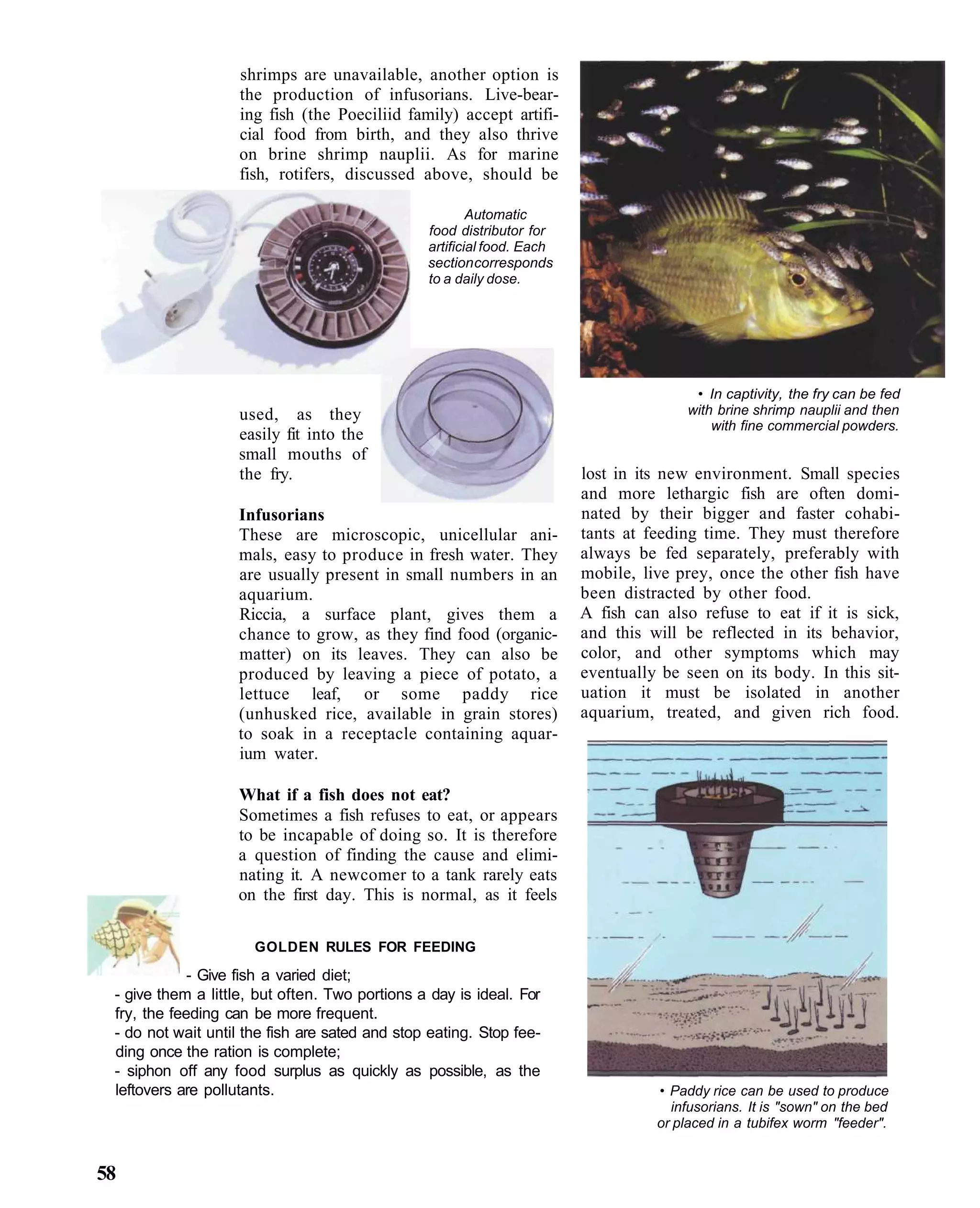 shrimps are unavailable, another option is
                    the production of infusorians. Live-bear-
                    ing fish (the Poeciliid family) accept artifi-
                    cial food from birth, and they also thrive
                    on brine shrimp nauplii. As for marine
                    fish, rotifers, discussed above, should be

                                                        Automatic
                                                food distributor for
                                                artificial food. Each
                                                section corresponds
                                                to a daily dose.




                                                                                        • In captivity, the fry can be fed
                   used, as they                                                       with brine shrimp nauplii and then
                                                                                           with fine commercial powders.
                   easily fit into the
                   small mouths of
                   the fry.                                             lost in its new environment. Small species
                                                                        and more lethargic fish are often domi-
                   Infusorians                                          nated by their bigger and faster cohabi-
                   These are microscopic, unicellular ani-              tants at feeding time. They must therefore
                   mals, easy to produce in fresh water. They           always be fed separately, preferably with
                   are usually present in small numbers in an           mobile, live prey, once the other fish have
                   aquarium.                                            been distracted by other food.
                   Riccia, a surface plant, gives them a                A fish can also refuse to eat if it is sick,
                   chance to grow, as they find food (organic-          and this will be reflected in its behavior,
                   matter) on its leaves. They can also be              color, and other symptoms which may
                   produced by leaving a piece of potato, a             eventually be seen on its body. In this sit-
                   lettuce leaf, or some paddy rice                     uation it must be isolated in another
                   (unhusked rice, available in grain stores)           aquarium, treated, and given rich food.
                   to soak in a receptacle containing aquar-
                   ium water.

                   What if a fish does not eat?
                   Sometimes a fish refuses to eat, or appears
                   to be incapable of doing so. It is therefore
                   a question of finding the cause and elimi-
                   nating it. A newcomer to a tank rarely eats
                   on the first day. This is normal, as it feels

                      GOLDEN RULES FOR FEEDING

             - Give fish a varied diet;
 - give them a little, but often. Two portions a day is ideal. For
 fry, the feeding can be more frequent.
 - do not wait until the fish are sated and stop eating. Stop fee-
 ding once the ration is complete;
 - siphon off any food surplus as quickly as possible, as the
 leftovers are pollutants.                                                        • Paddy rice can be used to produce
                                                                                    infusorians. It is "sown" on the bed
                                                                                  or placed in a tubifex worm "feeder".


58
 