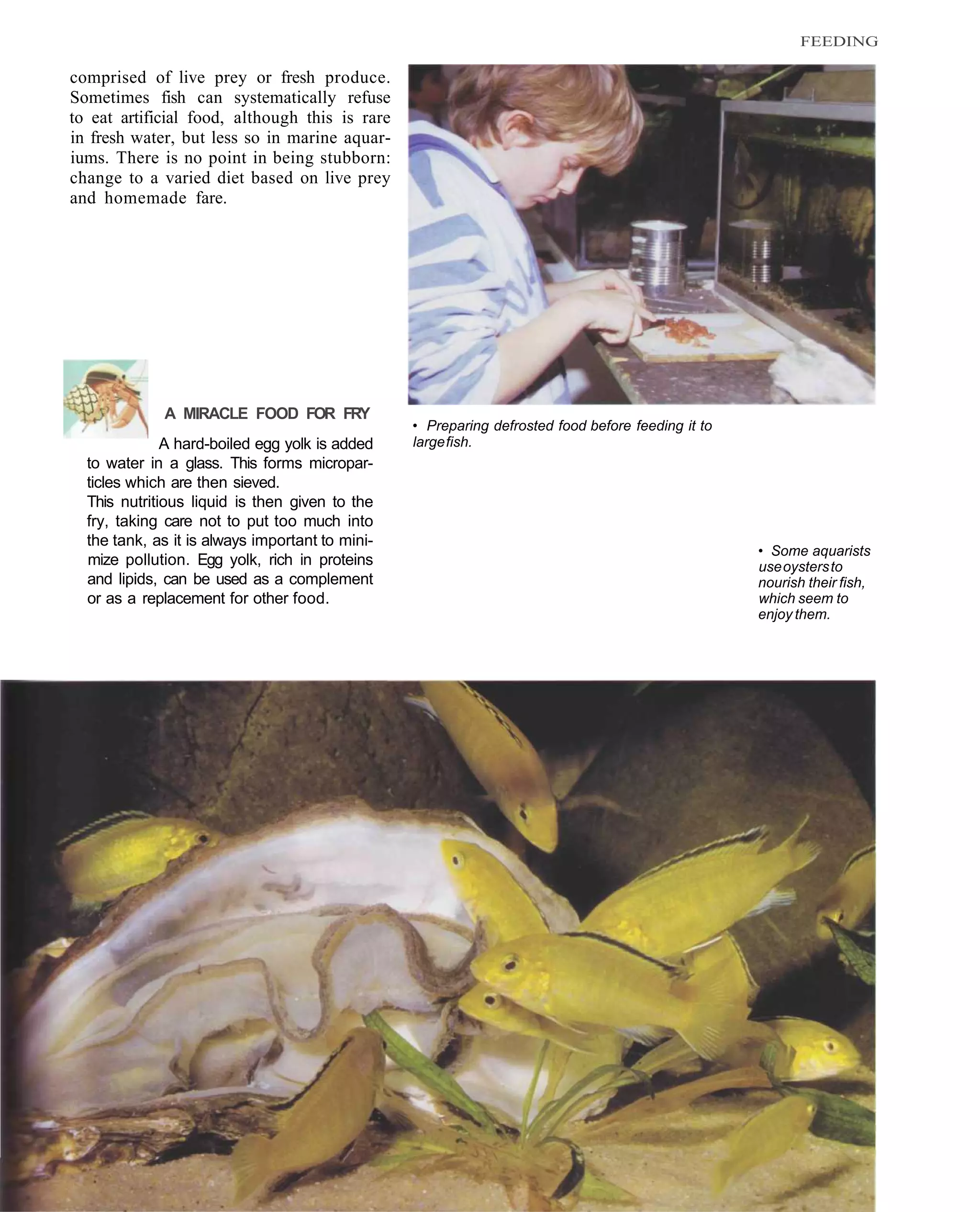 FEEDING

comprised of live prey or fresh produce.
Sometimes fish can systematically refuse
to eat artificial food, although this is rare
in fresh water, but less so in marine aquar-
iums. There is no point in being stubborn:
change to a varied diet based on live prey
and homemade fare.




             A MIRACLE FOOD FOR FRY
                                                 • Preparing defrosted food before feeding it to
              A hard-boiled egg yolk is added    large fish.
  to water in a glass. This forms micropar-
  ticles which are then sieved.
  This nutritious liquid is then given to the
  fry, taking care not to put too much into
  the tank, as it is always important to mini-
                                                                                                   • Some aquarists
  mize pollution. Egg yolk, rich in proteins                                                       use oysters to
  and lipids, can be used as a complement                                                          nourish their fish,
  or as a replacement for other food.                                                              which seem to
                                                                                                   enjoy them.
 