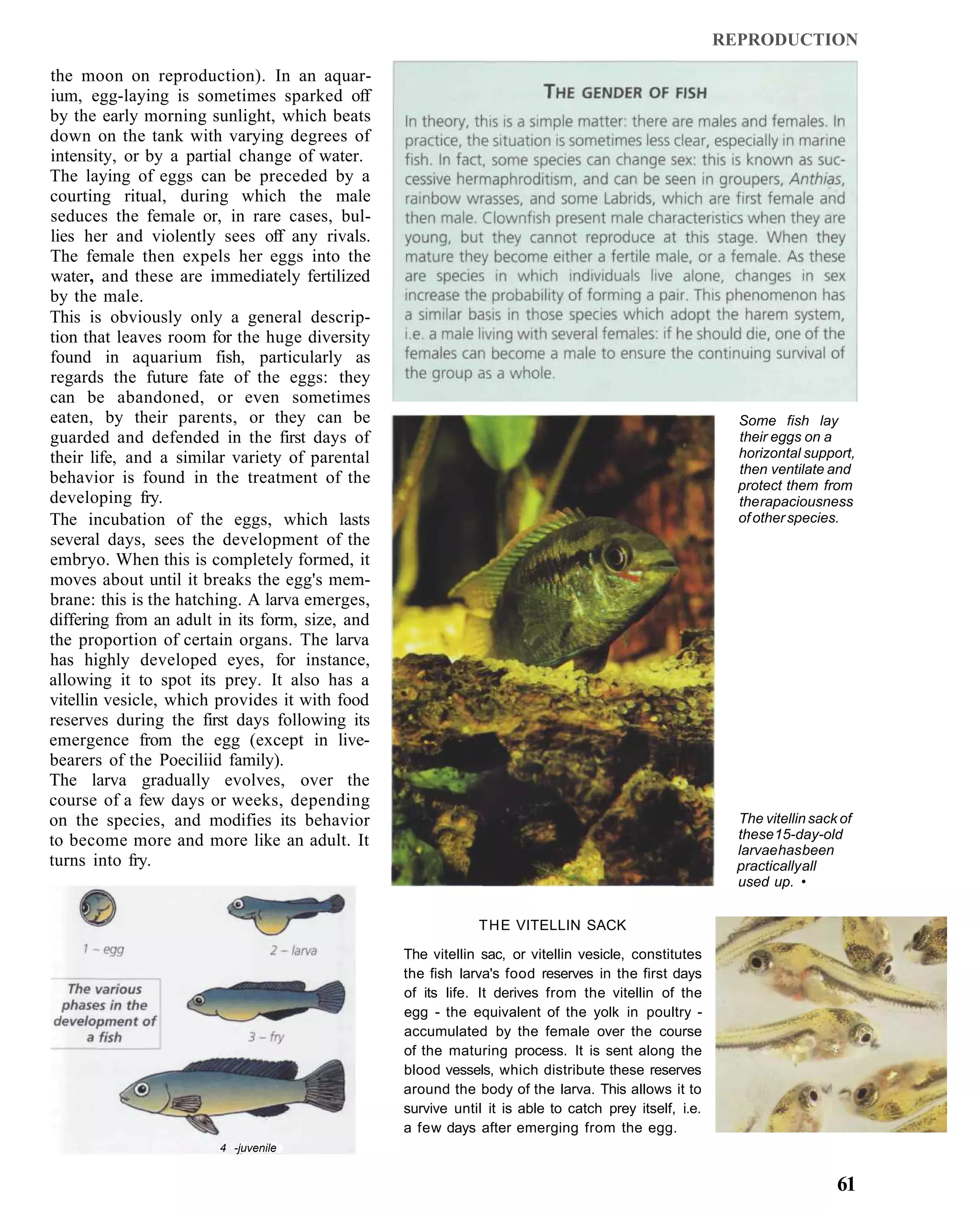 REPRODUCTION

the moon on reproduction). In an aquar-
ium, egg-laying is sometimes sparked off
by the early morning sunlight, which beats
down on the tank with varying degrees of
intensity, or by a partial change of water.
The laying of eggs can be preceded by a
courting ritual, during which the male
seduces the female or, in rare cases, bul-
lies her and violently sees off any rivals.
The female then expels her eggs into the
water, and these are immediately fertilized
by the male.
This is obviously only a general descrip-
tion that leaves room for the huge diversity
found in aquarium fish, particularly as
regards the future fate of the eggs: they
can be abandoned, or even sometimes
eaten, by their parents, or they can be                                                                  Some fish lay
guarded and defended in the first days of                                                                their eggs on a
their life, and a similar variety of parental                                                            horizontal support,
                                                                                                         then ventilate and
behavior is found in the treatment of the                                                                protect them from
developing fry.                                                                                          the rapaciousness
The incubation of the eggs, which lasts                                                                  of other species.
several days, sees the development of the
embryo. When this is completely formed, it
moves about until it breaks the egg's mem-
brane: this is the hatching. A larva emerges,
differing from an adult in its form, size, and
the proportion of certain organs. The larva
has highly developed eyes, for instance,
allowing it to spot its prey. It also has a
vitellin vesicle, which provides it with food
reserves during the first days following its
emergence from the egg (except in live-
bearers of the Poeciliid family).
The larva gradually evolves, over the
course of a few days or weeks, depending
on the species, and modifies its behavior                                                                The vitellin sack of
to become more and more like an adult. It                                                                these 15-day-old
                                                                                                         larvae has been
turns into fry.                                                                                          practically all
                                                                                                         used up. •


                                                             T H E VITELLIN SACK

                                                 The vitellin sac, or vitellin vesicle, constitutes
                                                 the fish larva's food reserves in the first days
                                                 of its life. It derives from the vitellin of the
                                                 egg - the equivalent of the yolk in poultry -
                                                 accumulated by the female over the course
                                                 of the maturing process. It is sent along the
                                                 blood vessels, which distribute these reserves
                                                 around the body of the larva. This allows it to
                                                 survive until it is able to catch prey itself, i.e.
                                                 a few days after emerging from the egg.
                        4 -juvenile


                                                                                                                          61
 