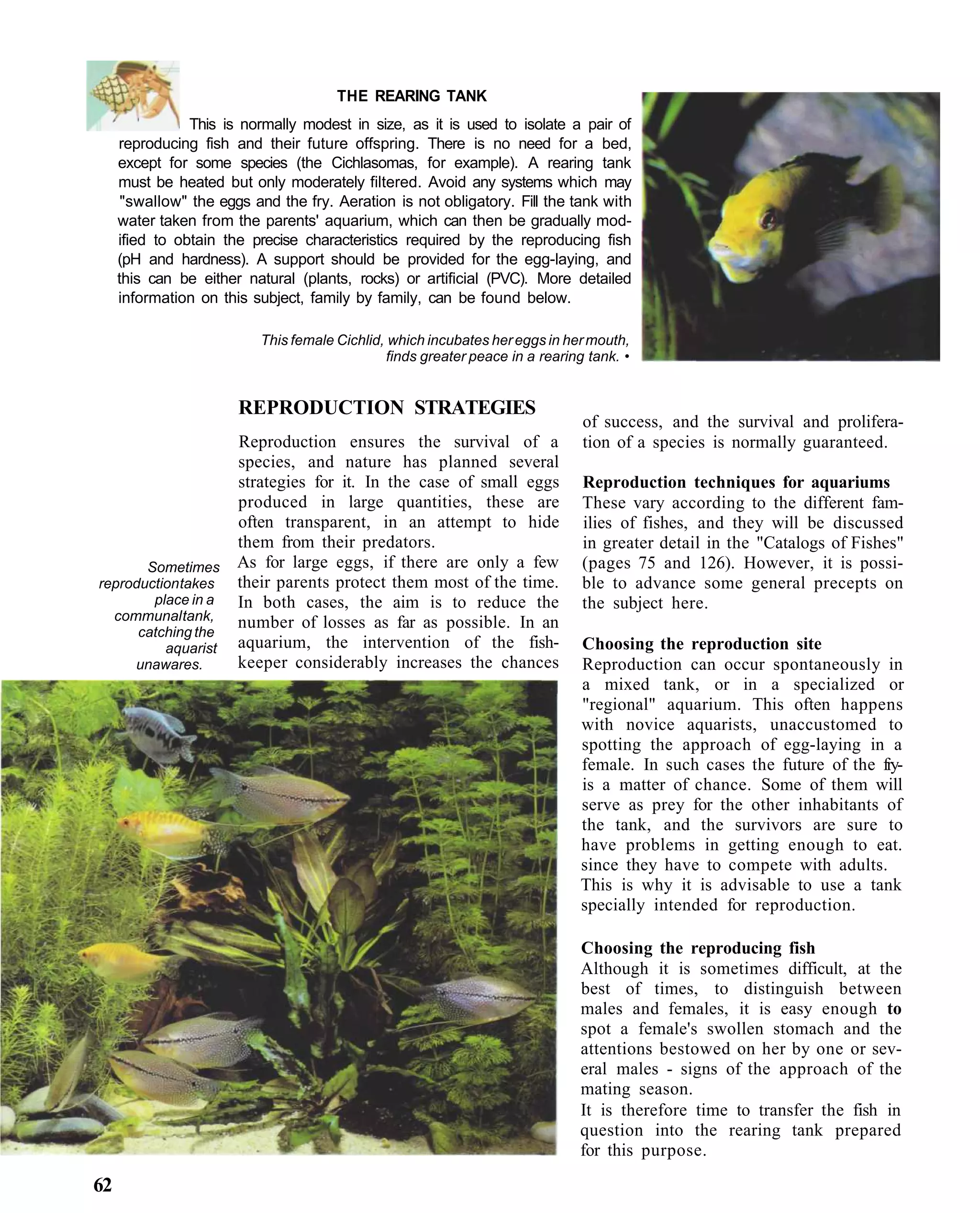 THE REARING TANK
                This is normally modest in size, as it is used to isolate a pair of
     reproducing fish and their future offspring. There is no need for a bed,
     except for some species (the Cichlasomas, for example). A rearing tank
     must be heated but only moderately filtered. Avoid any systems which may
      "swallow" the eggs and the fry. Aeration is not obligatory. Fill the tank with
     water taken from the parents' aquarium, which can then be gradually mod-
     ified to obtain the precise characteristics required by the reproducing fish
     (pH and hardness). A support should be provided for the egg-laying, and
     this can be either natural (plants, rocks) or artificial (PVC). More detailed
     information on this subject, family by family, can be found below.

                           This female Cichlid, which incubates her eggs in her mouth,
                                                finds greater peace in a rearing tank. •


                       REPRODUCTION STRATEGIES
                                                                                of success, and the survival and prolifera-
                   Reproduction ensures the survival of a                       tion of a species is normally guaranteed.
                   species, and nature has planned several
                   strategies for it. In the case of small eggs                 Reproduction techniques for aquariums
                   produced in large quantities, these are                      These vary according to the different fam-
                   often transparent, in an attempt to hide                     ilies of fishes, and they will be discussed
                   them from their predators.                                   in greater detail in the "Catalogs of Fishes"
       Sometimes As for large eggs, if there are only a few                     (pages 75 and 126). However, it is possi-
reproduction takes their parents protect them most of the time.                 ble to advance some general precepts on
        place in a In both cases, the aim is to reduce the                      the subject here.
  communal tank,   number of losses as far as possible. In an
      catching the
          aquarist aquarium, the intervention of the fish-                     Choosing the reproduction site
     unawares.     keeper considerably increases the chances                   Reproduction can occur spontaneously in
                                                                               a mixed tank, or in a specialized or
                                                                               "regional" aquarium. This often happens
                                                                               with novice aquarists, unaccustomed to
                                                                               spotting the approach of egg-laying in a
                                                                               female. In such cases the future of the fry-
                                                                               is a matter of chance. Some of them will
                                                                               serve as prey for the other inhabitants of
                                                                               the tank, and the survivors are sure to
                                                                               have problems in getting enough to eat.
                                                                               since they have to compete with adults.
                                                                               This is why it is advisable to use a tank
                                                                               specially intended for reproduction.

                                                                               Choosing the reproducing fish
                                                                               Although it is sometimes difficult, at the
                                                                               best of times, to distinguish between
                                                                               males and females, it is easy enough to
                                                                               spot a female's swollen stomach and the
                                                                               attentions bestowed on her by one or sev-
                                                                               eral males - signs of the approach of the
                                                                               mating season.
                                                                               It is therefore time to transfer the fish in
                                                                               question into the rearing tank prepared
                                                                               for this purpose.

62
 