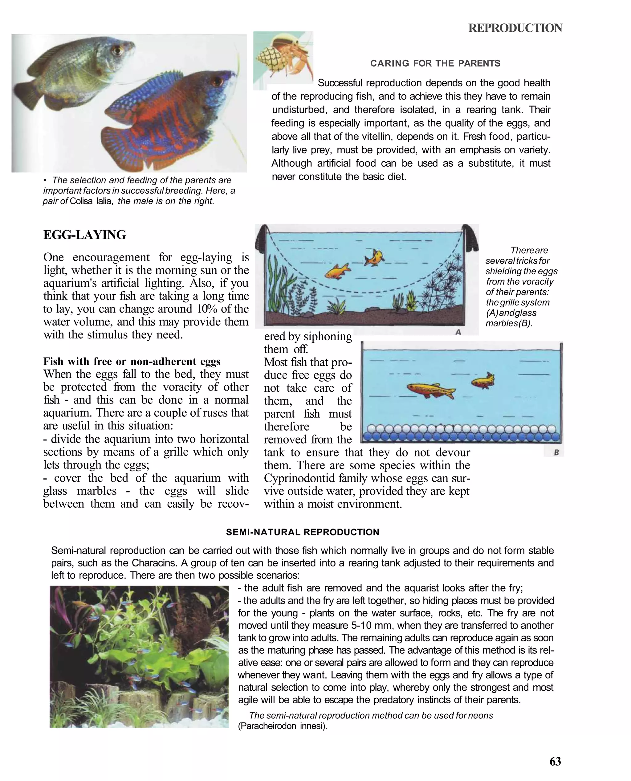 REPRODUCTION

                                                                                   CARING FOR THE PARENTS

                                                                       Successful reproduction depends on the good health
                                                           of the reproducing fish, and to achieve this they have to remain
                                                           undisturbed, and therefore isolated, in a rearing tank. Their
                                                           feeding is especially important, as the quality of the eggs, and
                                                           above all that of the vitellin, depends on it. Fresh food, particu-
                                                           larly live prey, must be provided, with an emphasis on variety.
                                                           Although artificial food can be used as a substitute, it must
• The selection and feeding of the parents are             never constitute the basic diet.
important factors in successful breeding. Here, a
pair of Colisa lalia, the male is on the right.


EGG-LAYING
                                                                                                                     There are
One encouragement for egg-laying is                                                                           several tricks for
light, whether it is the morning sun or the                                                                   shielding the eggs
aquarium's artificial lighting. Also, if you                                                                  from the voracity
                                                                                                              of their parents:
think that your fish are taking a long time                                                                   the grille system
to lay, you can change around 10% of the                                                                      (A) and glass
water volume, and this may provide them                                                                       marbles (B).
with the stimulus they need.                              ered by siphoning
                                                          them off.
Fish with free or non-adherent eggs                       Most fish that pro-
When the eggs fall to the bed, they must                  duce free eggs do
be protected from the voracity of other                   not take care of
fish - and this can be done in a normal                   them, and the
aquarium. There are a couple of ruses that                parent fish must
are useful in this situation:                             therefore        be
- divide the aquarium into two horizontal                 removed from the
sections by means of a grille which only                  tank to ensure that they do not devour
lets through the eggs;                                    them. There are some species within the
- cover the bed of the aquarium with                      Cyprinodontid family whose eggs can sur-
glass marbles - the eggs will slide                       vive outside water, provided they are kept
between them and can easily be recov-                     within a moist environment.

                                              SEMI-NATURAL REPRODUCTION

  Semi-natural reproduction can be carried out with those fish which normally live in groups and do not form stable
  pairs, such as the Characins. A group of ten can be inserted into a rearing tank adjusted to their requirements and
  left to reproduce. There are then two possible scenarios:
                                             - the adult fish are removed and the aquarist looks after the fry;
                                             - the adults and the fry are left together, so hiding places must be provided
                                             for the young - plants on the water surface, rocks, etc. The fry are not
                                             moved until they measure 5-10 mm, when they are transferred to another
                                             tank to grow into adults. The remaining adults can reproduce again as soon
                                             as the maturing phase has passed. The advantage of this method is its rel-
                                             ative ease: one or several pairs are allowed to form and they can reproduce
                                             whenever they want. Leaving them with the eggs and fry allows a type of
                                             natural selection to come into play, whereby only the strongest and most
                                             agile will be able to escape the predatory instincts of their parents.
                                                      The semi-natural reproduction method can be used for neons
                                                    (Paracheirodon innesi).


                                                                                                                             63
 