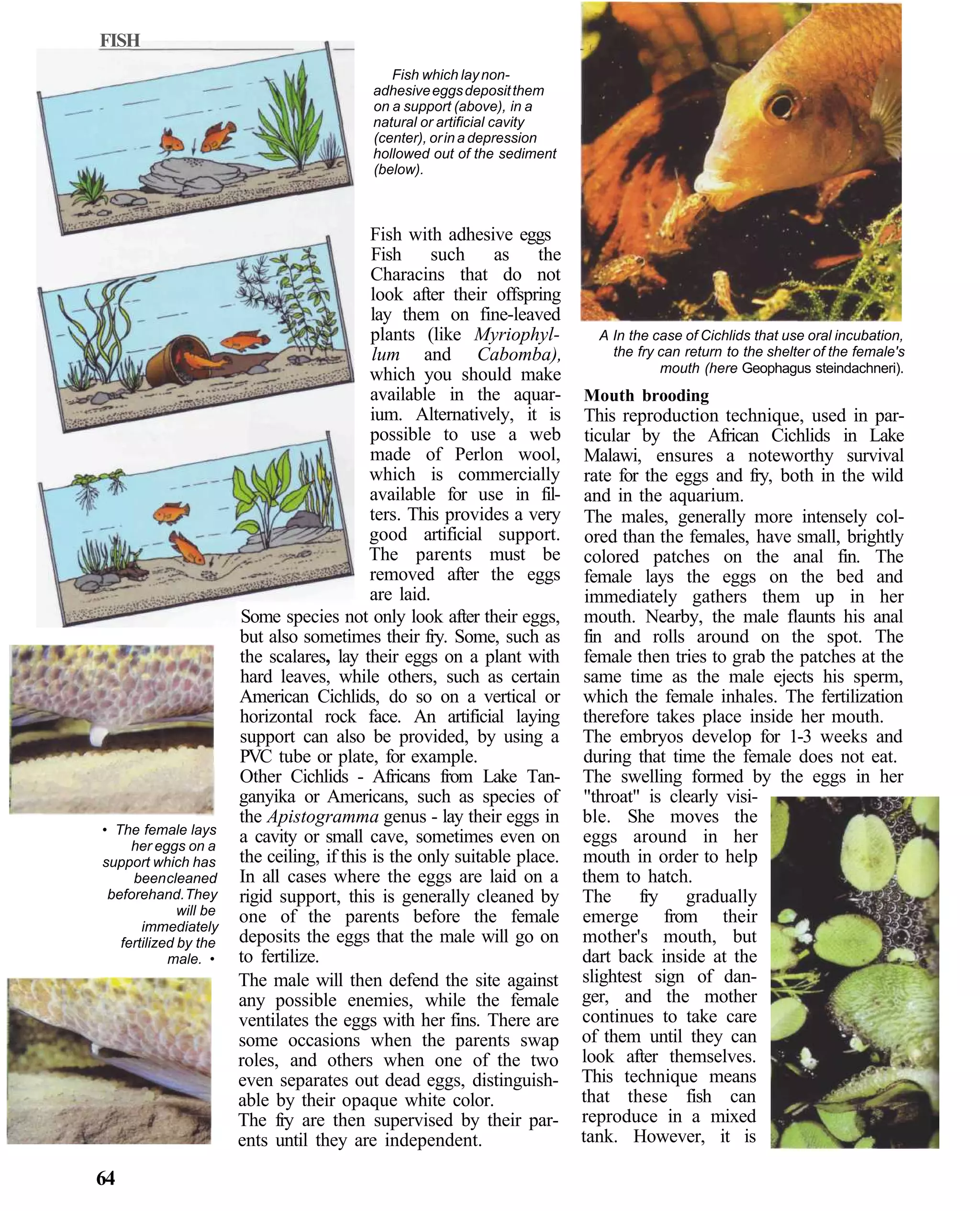 FISH
                                               Fish which lay non-
                                            adhesive eggs deposit them
                                            on a support (above), in a
                                            natural or artificial cavity
                                            (center), or in a depression
                                            hollowed out of the sediment
                                            (below).



                                             Fish with adhesive eggs
                                             Fish     such     as    the
                                             Characins that do not
                                             look after their offspring
                                             lay them on fine-leaved
                                             plants (like Myriophyl-        A In the case of Cichlids that use oral incubation,
                                             lum and Cabomba),                the fry can return to the shelter of the female's
                                                                                      mouth (here Geophagus steindachneri).
                                             which you should make
                                             available in the aquar- Mouth brooding
                                             ium. Alternatively, it is This reproduction technique, used in par-
                                             possible to use a web ticular by the African Cichlids in Lake
                                             made of Perlon wool, Malawi, ensures a noteworthy survival
                                            which is commercially rate for the eggs and fry, both in the wild
                                             available for use in fil- and in the aquarium.
                                             ters. This provides a very The males, generally more intensely col-
                                            good artificial support. ored than the females, have small, brightly
                                            The parents must be colored patches on the anal fin. The
                                             removed after the eggs female lays the eggs on the bed and
                                             are laid.                    immediately gathers them up in her
                        Some species not only look after their eggs, mouth. Nearby, the male flaunts his anal
                        but also sometimes their fry. Some, such as fin and rolls around on the spot. The
                        the scalares, lay their eggs on a plant with female then tries to grab the patches at the
                        hard leaves, while others, such as certain same time as the male ejects his sperm,
                        American Cichlids, do so on a vertical or which the female inhales. The fertilization
                        horizontal rock face. An artificial laying therefore takes place inside her mouth.
                        support can also be provided, by using a The embryos develop for 1-3 weeks and
                        PVC tube or plate, for example.                  during that time the female does not eat.
                        Other Cichlids - Africans from Lake Tan- The swelling formed by the eggs in her
                        ganyika or Americans, such as species of "throat" is clearly visi-
                        the Apistogramma genus - lay their eggs in ble. She moves the
• The female lays
     her eggs on a
                        a cavity or small cave, sometimes even on eggs around in her
support which has       the ceiling, if this is the only suitable place. mouth in order to help
     been cleaned       In all cases where the eggs are laid on a them to hatch.
 beforehand. They       rigid support, this is generally cleaned by The fry gradually
              will be   one of the parents before the female emerge from their
       immediately
   fertilized by the    deposits the eggs that the male will go on mother's mouth, but
            male. •     to fertilize.                                    dart back inside at the
                        The male will then defend the site against slightest sign of dan-
                        any possible enemies, while the female ger, and the mother
                        ventilates the eggs with her fins. There are continues to take care
                        some occasions when the parents swap of them until they can
                        roles, and others when one of the two look after themselves.
                        even separates out dead eggs, distinguish- This technique means
                        able by their opaque white color.                that these fish can
                        The fry are then supervised by their par- reproduce in a mixed
                        ents until they are independent.                 tank. However, it is

64
 