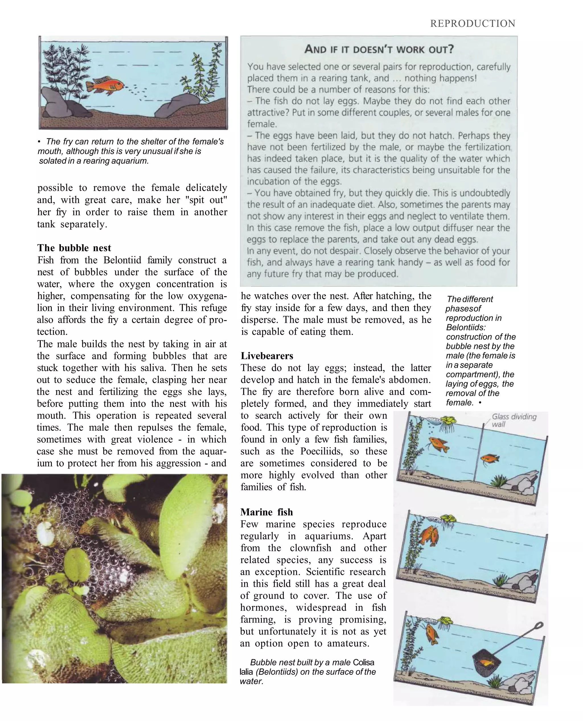 REPRODUCTION




• The fry can return to the shelter of the female's
mouth, although this is very unusual if she is
solated in a rearing aquarium.


possible to remove the female delicately
and, with great care, make her "spit out"
her fry in order to raise them in another
tank separately.

The bubble nest
Fish from the Belontiid family construct a
nest of bubbles under the surface of the
water, where the oxygen concentration is
higher, compensating for the low oxygena-             he watches over the nest. After hatching, the   The different
lion in their living environment. This refuge         fry stay inside for a few days, and then they   phases of
also affords the fry a certain degree of pro-         disperse. The male must be removed, as he       reproduction in
                                                                                                      Belontiids:
tection.                                              is capable of eating them.                      construction of the
The male builds the nest by taking in air at                                                          bubble nest by the
the surface and forming bubbles that are              Livebearers                                     male (the female is
stuck together with his saliva. Then he sets          These do not lay eggs; instead, the latter      in a separate
                                                                                                      compartment), the
out to seduce the female, clasping her near           develop and hatch in the female's abdomen.      laying of eggs, the
the nest and fertilizing the eggs she lays,           The fry are therefore born alive and com-       removal of the
before putting them into the nest with his            pletely formed, and they immediately start      female. •
mouth. This operation is repeated several             to search actively for their own
times. The male then repulses the female,             food. This type of reproduction is
sometimes with great violence - in which              found in only a few fish families,
case she must be removed from the aquar-              such as the Poeciliids, so these
ium to protect her from his aggression - and          are sometimes considered to be
                                                      more highly evolved than other
                                                      families of fish.

                                                      Marine fish
                                                      Few marine species reproduce
                                                      regularly in aquariums. Apart
                                                      from the clownfish and other
                                                      related species, any success is
                                                      an exception. Scientific research
                                                      in this field still has a great deal
                                                      of ground to cover. The use of
                                                      hormones, widespread in fish
                                                      farming, is proving promising,
                                                      but unfortunately it is not as yet
                                                      an option open to amateurs.
                                                          Bubble nest built by a male Colisa
                                                      lalia (Belontiids) on the surface of the
                                                      water.
 