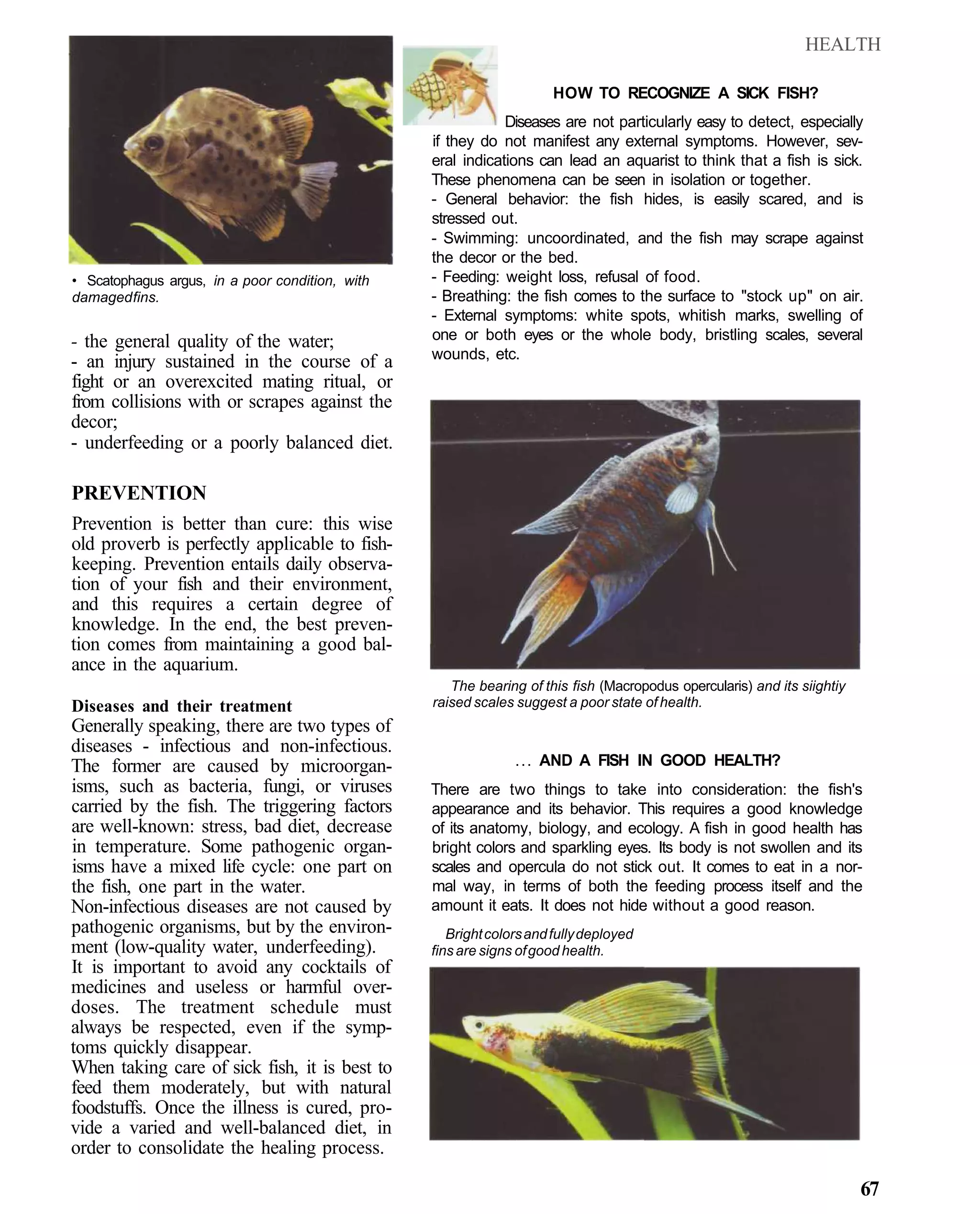HEALTH

                                                                      HOW TO RECOGNIZE A SICK FISH?
                                                             Diseases are not particularly easy to detect, especially
                                                 if they do not manifest any external symptoms. However, sev-
                                                 eral indications can lead an aquarist to think that a fish is sick.
                                                 These phenomena can be seen in isolation or together.
                                                 - General behavior: the fish hides, is easily scared, and is
                                                 stressed out.
                                                 - Swimming: uncoordinated, and the fish may scrape against
                                                 the decor or the bed.
• Scatophagus argus, in a poor condition, with   - Feeding: weight loss, refusal of food.
damaged fins.                                    - Breathing: the fish comes to the surface to "stock up" on air.
                                                 - External symptoms: white spots, whitish marks, swelling of
- the general quality of the water;              one or both eyes or the whole body, bristling scales, several
                                                 wounds, etc.
- an injury sustained in the course of a
fight or an overexcited mating ritual, or
from collisions with or scrapes against the
decor;
- underfeeding or a poorly balanced diet.

PREVENTION
Prevention is better than cure: this wise
old proverb is perfectly applicable to fish-
keeping. Prevention entails daily observa-
tion of your fish and their environment,
and this requires a certain degree of
knowledge. In the end, the best preven-
tion comes from maintaining a good bal-
ance in the aquarium.
                                                    The bearing of this fish (Macropodus opercularis) and its siightiy
Diseases and their treatment                     raised scales suggest a poor state of health.
Generally speaking, there are two types of
diseases - infectious and non-infectious.
The former are caused by microorgan-                           ... AND A FISH IN GOOD HEALTH?
isms, such as bacteria, fungi, or viruses        There are two things to take into consideration: the fish's
carried by the fish. The triggering factors      appearance and its behavior. This requires a good knowledge
are well-known: stress, bad diet, decrease       of its anatomy, biology, and ecology. A fish in good health has
in temperature. Some pathogenic organ-           bright colors and sparkling eyes. Its body is not swollen and its
isms have a mixed life cycle: one part on        scales and opercula do not stick out. It comes to eat in a nor-
the fish, one part in the water.                 mal way, in terms of both the feeding process itself and the
Non-infectious diseases are not caused by        amount it eats. It does not hide without a good reason.
pathogenic organisms, but by the environ-           Bright colors and fully deployed
ment (low-quality water, underfeeding).          fins are signs of good health.
It is important to avoid any cocktails of
medicines and useless or harmful over-
doses. The treatment schedule must
always be respected, even if the symp-
toms quickly disappear.
When taking care of sick fish, it is best to
feed them moderately, but with natural
foodstuffs. Once the illness is cured, pro-
vide a varied and well-balanced diet, in
order to consolidate the healing process.

                                                                                                                         67
 