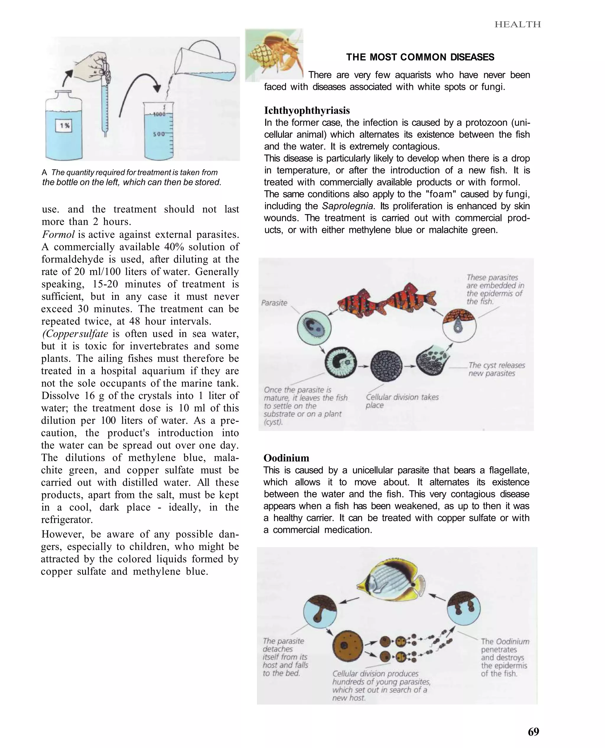 HEALTH


                                                                          THE MOST COMMON DISEASES
                                                                There are very few aquarists who have never been
                                                      faced with diseases associated with white spots or fungi.

                                                      Ichthyophthyriasis
                                                      In the former case, the infection is caused by a protozoon (uni-
                                                      cellular animal) which alternates its existence between the fish
                                                      and the water. It is extremely contagious.
                                                      This disease is particularly likely to develop when there is a drop
A The quantity required for treatment is taken from   in temperature, or after the introduction of a new fish. It is
the bottle on the left, which can then be stored.     treated with commercially available products or with formol.
                                                      The same conditions also apply to the "foam" caused by fungi,
use. and the treatment should not last                including the Saprolegnia. Its proliferation is enhanced by skin
more than 2 hours.                                    wounds. The treatment is carried out with commercial prod-
Formol is active against external parasites.          ucts, or with either methylene blue or malachite green.
A commercially available 40% solution of
formaldehyde is used, after diluting at the
rate of 20 ml/100 liters of water. Generally
speaking, 15-20 minutes of treatment is
sufficient, but in any case it must never
exceed 30 minutes. The treatment can be
repeated twice, at 48 hour intervals.
(Copper sulfate is often used in sea water,
but it is toxic for invertebrates and some
plants. The ailing fishes must therefore be
treated in a hospital aquarium if they are
not the sole occupants of the marine tank.
Dissolve 16 g of the crystals into 1 liter of
water; the treatment dose is 10 ml of this
dilution per 100 liters of water. As a pre-
caution, the product's introduction into
the water can be spread out over one day.
The dilutions of methylene blue, mala-                Oodinium
chite green, and copper sulfate must be               This is caused by a unicellular parasite that bears a flagellate,
carried out with distilled water. All these           which allows it to move about. It alternates its existence
products, apart from the salt, must be kept           between the water and the fish. This very contagious disease
in a cool, dark place - ideally, in the               appears when a fish has been weakened, as up to then it was
refrigerator.                                         a healthy carrier. It can be treated with copper sulfate or with
However, be aware of any possible dan-                a commercial medication.
gers, especially to children, who might be
attracted by the colored liquids formed by
copper sulfate and methylene blue.




                                                                                                                        69
 